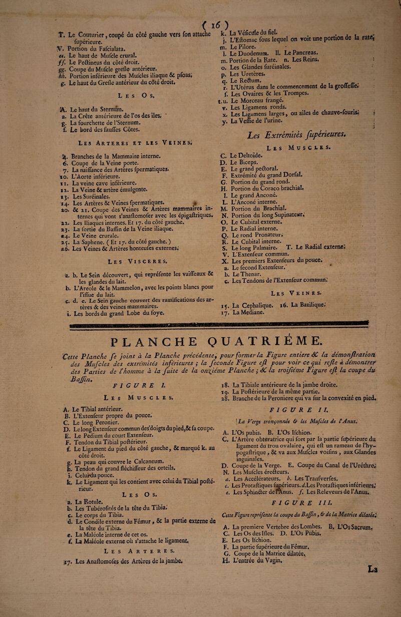 ( 16) T. Le Couturier, coupé du côté gauche vers Ton attache k. La Veficiîle du fiel» fupérieure. y. Portion du Fafcialata. et. Le haut de Mufcie crural. ff. Le Pe&ineus du côté droit. gg. Coupe du Mufcie grefle antérieur. hk. Portion inférieure des Mufcles iliaque Sc pfoas* g. Le haut du Grefle antérieur du côté droit. Les Os. A'. Le haut du Sternum. а. La Crête antérieure de l’os des îles» g. La fourchette de l’Sternum. £. Le bord des faufles Côtes. Les àrteres et les Veines; Branches de la Mammaire interne. б. Coupe de la Veine porte. 7. La naiflance des Artères fpermatiques. 10. L’Aorte inférieure. 11. La veine cave inférieure, ii. La Veine & artère émulgente. 13. Les Suréinales. 14. Les Artères & Veines fpermatiques. #> ao. & 21. Coupe des Veines & Artères mammaires in¬ ternes qui vont s’anaftomofer avec les épigaftriques. 2.2. Les Iliaques internes. Et 17. du côté gauche. 23. La fortie du Baflin de la Veine iliaque. «,4. Le Veine crurale. 25. La Saphene. ( Et 17. du côté gauche. ) s.6. Les Veines & Artères honteufes externes; Les Visgeres. a. b. Le Sein découvert, qui repréfente les vaiffeaux ÔC les glandes du lait. b. L’A reoie & le Mammelon, avec les points blancs pour l’ifliie du lait. ç. d. e. Le Sein gauche couvert des ramifications des ar¬ tères & des veines mammaires, i. Les bords du grand Lobe du foye. tTn'nt'Maw1 yi'lïW jqC. j. L’Eftomac fous lequel on voit une portion de la m. Le Pilore. 1. Le Duodénum. 11. Le Pancréas, m. Portion de la Rate, n. Les Reins. o. Les Glandes furéinales. p. Les Uretères. q. Le Re&um. r. L’Utérus dans le commencement de la groffeile; f. Les Ovaires & les Trompes. t.u. Le Morceau frangé, v. Les Ligamens ronds. x. Les Ligamens larges, ou ailes de chauve-fouris; y. La Veffie de l’urine. Les Extrémités fupèrieures. Les Muscles. C. Le Deltoïde, D. Le Biceps. E. Le grand pe£oral. F. Extrémité du grand Dorfal. G. Portion du grand rond. H. Portion du Coraco brachial. I. Le grand Anconé. L. L’Anconé interne. M. Portion du Brachial. N. Portion du long Supinateur; O. Le Cubital externe. P. Le Radial interne. Q. Le rond Pronateur; R. Le Cubital interne. S. Le long Palmaire. T. Le Radial externe; V. L’Extenfeur commun. X. Les premiers Extenfeurs du pouce. a. Le fécond Extenfeur. b. LeThenar. c. Les Tendons de l’Extenfeur commun.1 Les Veines. 15. La Céphalique. 16. La Bazilique; 17. La Médiane. ratéj PLANCHE QUATRIEME. Cette Planche Je joint à la Planche précédente, pour former la Figure entière SC la démonflratiori des Mufcles des extrémités inférieures ; la fécondé Figure ejl pour voir ce qui refie k démontrer des Parties de £ homme a la fuite de la onzième Planche ç SC la troifiéme Figure efl la coupe du Bajfm. F I G U R E 1. Les Muscles. A. Le Tibial antérieur. B. L’Extenfeur propre du pouce. C. Le long Peronier. D. Le long Extenfeur commun des doigts du pied,& fa coupe. E. Le Pedium du court Extenfeur. F. Tendon du Tibial poftérieur. f. Le Ligament du pied du côté gauche, & marqué k. au côté droit. g. La peau qui couvre le Calcanéum. h. Tendon du grand fléchiffeur des orteils, ï. Celurdu pouce. k. Le Ligament qui les contient avec celui du Tibial pofté¬ rieur. Les Os. a. La Rotule. b. Les Tubérofités de la tête du Tibia. C. Le corps du Tibia. d. Le Condile externe du Fémur > 8c la partie externe de la tête du Tibia. e. La Maléole interne de cet os. f. La Maléole externe ou s’attache le ligament. Les Arteres. îe7. Les Anaftomofes des Artères de la jambe.. 18. La Tibiale antérieure de la jambe droite. 19. La Poftérieure de la même partie. 28. Branche de la Peroniere qui va fur la convexité en pied* FIGURE II. [ La Verge tronçonnée & les Mufcles de VAnus. A. L’Os pubis. B. L’Os Ifchion. C. L’Artère obturatrice qui fort par la partie fupérieure du ligament du trou ovalaire, qui eft un rameau de l’hy- pogaftrique, 8c va aux Mufcles voifins , aux Glandes inguinales. D. Coupe de la Verge. E. Coupe du Canal de l’Uréthre; N. Les Mufcles ére&eurs. a. Les Accélérateurs, b. Les Tranfverfes. c. Les Protaftiques fupérieurs. d.Les Protaftiques inférieurs; e. Les Sphin&er de l’Anus. /. Les Releveurs de l’Anus. FIGURE III. Cette Figure reprèfente la coupe du B afin delà Matrice dilatéel / A. La première Vertebre des Lombes. B, L’0$ Sacrum» C. Les Os des Ifles. D. L’Os Pubis. E. Les Os Ifchion. F. La partie fupérieure du Fémur, G. Coupe de la Matrice dilatée. H. L’entrée du Vagin, U /