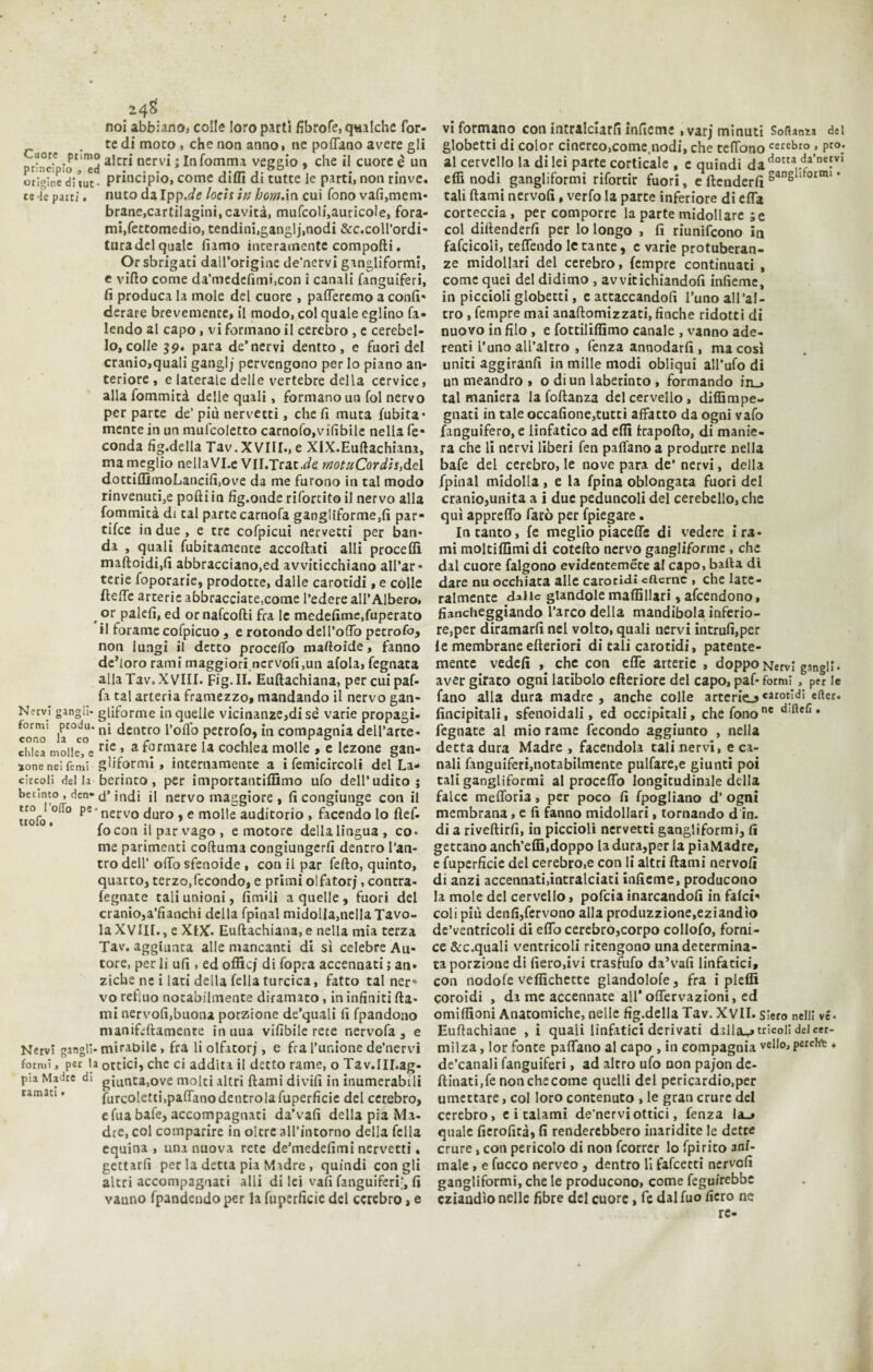 24S noi abbiano, colle loro parti fibrofe, qualche for- , tedi moto , che non anno, ne portano avere gli -aor.e .piim° alcri nervi ; Infomma veggio , che il cuore è un orbine di tue - principio, come dilli di tutte le parti, non rinve, tu le parti. nuco da lpp.de loeh iti fjotn.in cui fono vali,mem¬ brane,cartilagini, cavità, mufcoli,aurico!e, fora¬ mi, fettomedio, tendini,ganglj,nodi &c.coll’ordi- turadel quale filmo interamente comporti. Or sbrigati dall’origine de’nervi gangliformi, e vifto come da’medefimi,con i canali fanguiferi, fi produca la mole del cuore , pafleremo a confi- derare brevemente, il modo, col quale eglino fa- lendo al capo, vi formano il cerebro , e cerebel¬ lo, colle 39. para de’nervi dentto, e fuoridei cranio,quali ganglj pervengono per Io piano an¬ teriore , e laterale delle vertebre della cervice, alla fommità delle quali, formano un fol nervo per parte de’più nervetti, che fi muta fubita’ mente in un mufcoletto carnofo,vifibile nella fe¬ conda fig.della Tav. XVIII., e XIX.Euftachiana, ma meglio nellaVI.e VII.Trat.nte tnotuCordis,de\ dottiflimoLancifijOve da me furono in tal modo rinvenuti,e poftiin fig.onde rifortito il nervo alia fommità di tal parte carnofa gangliforme,fi par- tifee in due , e tre cofpicui nervetti per ban¬ da , quali finitamente accortati arti procedi maftoidijfi abbracciano,ed avviticchiano all’ar* terie foporarie, prodotte, dalle carotidi, e colle ftelfe arterie abbracciate,come l’edere all’Albero, or palefi, ed or nafeofti fra le medefime.fuperato il forame cofpicuo , e rotondo dell’orto pecrofo, non lungi il detto procedo mattoide, fanno de’loro rami maggiori nervofi,un afola, fegnata alla Tav. XVIII. Fig. II. Euftachiana, per cui paf- fa tal arteria framezzo, mandando il nervo gan- Necvì ganga- giiforme in quelle vicinanze,disè varie propagi- formi proda. nl dentro l’olfo petrofo, in compagnia dell’arte- chiea molle, e ne ’ a f°rniare la cochlea molle , e lezone gan- ione nei femì gliformi , internamente a i femicircoli del La- cìrcoli della berinto, per importantiffimo ufo dell’udito; bcrinto, den- indi il nervo maggiore , fi congiunge con il itolo ,0fI° pe*nervo duro » e molle auditorio , facendo lo rtef- focon il par vago , e motore dellalingua, co- me parimenti coftuma congiungerfi dentro l'an¬ tro dell’ orto sfenoide , con il par fefto, quinto, quarto, terzo,fecondo, e primi olfatorj, contra- fegnate tali unioni, limili a quelle , fuori del cranio,a’fianchi della fpinal midolla,nella Tavo¬ la XVIII., e XIX. Euftachiana, e nella mia terza Tav. aggiunta alle mancanti di sì celebre Au¬ tore, per li ufi , ed officj di fopra accennati ; an¬ ziché ne i lati della fella turcica, fatto tal ner¬ vo refluo notabilmente diramato, in infiniti Ita¬ mi nervofi,buona porzione de’quali fi fpandono manifeftamente inuua vifibile rete nervofa , e Nervi gangli-mirabile, fra li olfatorj, e fra l’unione de’nervi formi, per la ottici, che ci addita il detto rame, o Tav.III.ag- pìa Madre di giunta,ove molti altri ftami divifi in inumerabili ramati. torcoletti,paflanodentrola fuperficie del cerebro, e fua bafe, accompagnati da’vafi della pia Ma¬ dre, col comparire in oltre all’intorno della fella equina, una nuova rete de’medefimi nervetti. gettarli per la detta pia Madre , quindi con gli altri accompagnati alli di lei vafi fanguiferi;, fi vanno fpandendo per la fuperficie del cerebro, e vi formano con intralciarli infieme ,varj minuti SofUnza del globetti di color cinereo,come.nodi, che ceffonocerebro » Pro; al cervello la di lei parte corticale , c quindi dadotta,.d/n“vl erti nodi gangliformi rifortir fuori, e (tenderli san8 ‘ornu ’ tali ftami nervofi , verfo la parte inferiore di efla corteccia , per comporre la parte midollare ;e col diltenderfi per lo longo , fi riunifeono in fafcicoli, teflendo le tante, c varie protuberan¬ ze midollari del cerebro, fempre continuati , come quei del didimo , avvitichiandofi infieme, in piccioli globetti, e attaccandoli l’uno all’al¬ tro , fempre mai anaftomizzati, finche ridotti di nuovo in filo , e fottiiiffimo canale , vanno ade¬ renti l’uno all’altro , fenza annodarli, ma così uniti aggiranfi in mille modi obliqui all’ufo di un meandro , o di un laberinto , formando in_> tal maniera la foftanza del cervello, diffimpe- gnati in tale occafione,tutti affatto da ogni vafo fanguifero, e linfatico ad erti trapofto, di manie¬ ra che li nervi liberi fen partano a produrre nella bafe del cerebro, le nove para de’ nervi, della fpinal midolla, e la fpina oblongata fuori del cranio,unita a i due peduncoli del cerebello, che qui apprertò farò per fpiegare. Intanto, le meglio piacerti; di vedere i ra¬ mi moltiffimi di cotefto nervo gangliforme , che dal cuore falgono evidenteméce al capo, batta di dare nu occhiata alle carotidi oficrnc , che late¬ ralmente dalie glandole maflàllari, afeendono, fiancheggiando l’arco della mandibola inferio¬ re,per diramarli nel volto, quali nervi intrufi,per le membrane efteriori di tali carotidi, patente- mente vedefi , che con erte arterie , doppoNervi gangli, aver girato ogni latibolo efteriore del capo, paf- formi , pt r le fano alla dura madre, anche colle arterie_?cat0Vd: eftcr* fincipitali, sfenoidali, ed occipitali, che fonone • fegnate al mio rame fecondo aggiunto , nella detta dura Madre , facendola tali nervi, e ca¬ nali fanguiferi,notabilmente pulfare,e giunti poi tali gangliformi al proceflb longitudinale della falce meflòria, per poco fi fpogliano d’ ogni membrana, e li fanno midollari, tornando d in. di a riveftirfi, in piccioli nervetti gangliformi, fi gettano anch’erti,doppo la dura,per la piaMadre, e fuperficie del cerebro,e con li altri ftami nervofi di anzi accennati,intralciati infieme, producono la mole del cervello, pofeia inarcandoli in falci» coli più denfi,fervono alla produzzione,eziandìo de’ventricoli di erto cerebro,corpo collofo, forni¬ ce &c.quali ventricoli ritengono una determina¬ ta porzione di fiero,ivi trasfufo da’vafi linfatici, con nodofe veflichette glandolofe, fra i pleflì coroidi , di me accennate all’ oflervazioni, ed omilfioni Anatomiche, nelle fig.della Tav. XVII. Siero neili vé* Euftachiane , i quali linfatici derivati dilia_^ trieoi! del cer- milza, lor fonte partano al capo , in compagnia vello,pereto . de’canali fanguiferi, ad altro ufo non pajon de- ftinati.fe non che come quelli del pericardio,per umettare, col loro contenuto , le gran crure del cerebro, e i talami de nerviottici, fenza la_» quale fierofirà, fi renderebbero inaridite le dette crure, con pericolo di non feorrer lo fpirito ani¬ male , e fucco nerveo , dentro li falcetti nervofi gangliformi, che le producono, come fegu/rebbe eziandìo nelle fibre del cuore, fe dalfuo fiero ne re-