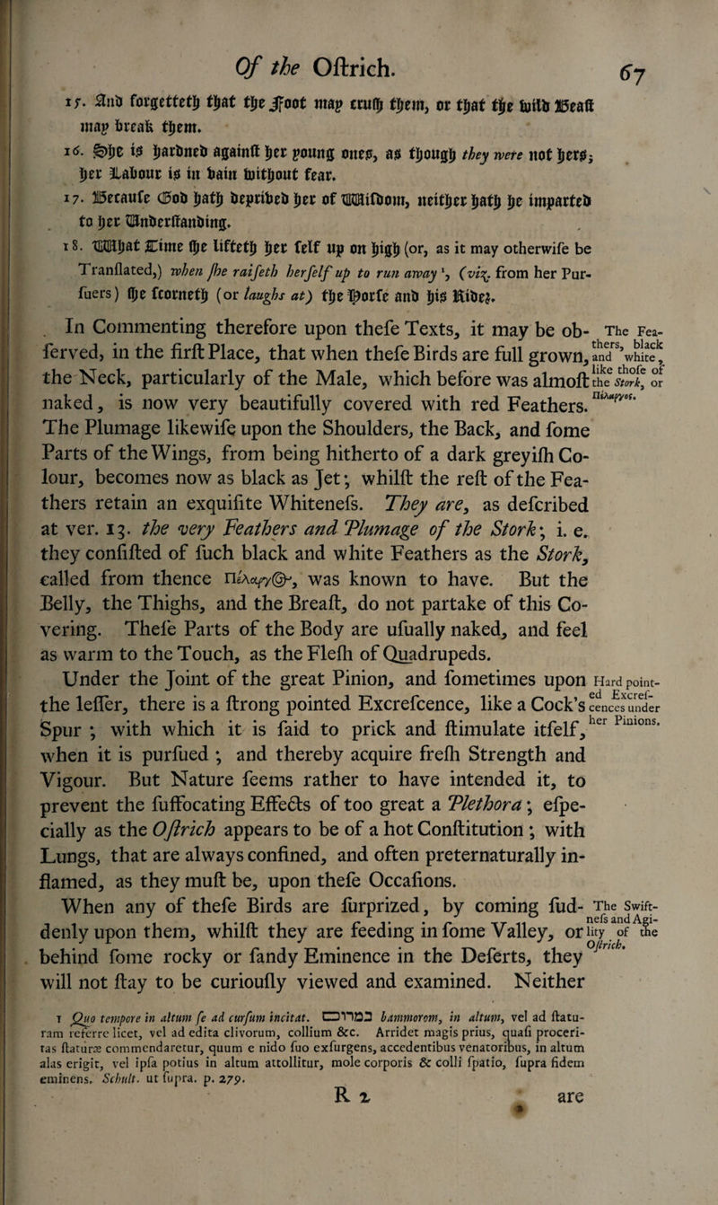 ir. 3nij forgettetjj tjat tje jfoot map cuity tljem, or tfjat tje foil* JiSeafi wap break tjem. i^* §&gt;!&gt;e te Jarbneb agamft Jer poung ones, as tjjougj they were not JerSj tier ^Labour is in barn toitjout fear. 17. Becaufe (Bob iiatji beprtbebljer of TOfbom, neitjerjatj Jje imparted to Ijer 3Un&amp;erifan&amp;mg. 18. xumtfjat SEimt flje liftetjj ijer felf up on Jig# (or, as it may otherwife be Tranflated,) when jhe raifeth herfelf up to run away *, (vi%. from her Pur¬ sers) flje fcornetj (or laughs at) fje^orfe anb Jis Elbe*. . In Commenting therefore upon thefe Texts, it may be ob- The Fea- ferved, in the firft Place, that when thefe Birds are full grown, aid^wh!?^ the Neck, particularly of the Male, which before was almoftthe0*^^ naked, is now very beautifully covered with red Feathers. The Plumage likewife upon the Shoulders, the Back, and fome Parts of the Wings, from being hitherto of a dark greyilh Co¬ lour, becomes now as black as Jet; whilft the reft of the Fea¬ thers retain an exquifite Whitenefs. They are, as defcribed at ver. 13. the very Feathers and Tlumage of the Stork\ i. e. they confifted of fuch black and white Feathers as the Stork, called from thence n^y©-, was known to have. But the Belly, the Thighs, and the Breaft, do not partake of this Co¬ vering. Thefe Parts of the Body are ufually naked, and feel as warm to the Touch, as the Flefh of Quadrupeds. Under the Joint of the great Pinion, and fometimes upon Hard point- the leffer, there is a ftrong pointed Excrefcence, like a Cock’s cences under Spur ; with which it is faid to prick and ftimulate itfelf,her Pmions’ when it is purfued ; and thereby acquire frefli Strength and Vigour. But Nature feems rather to have intended it, to prevent the fuffbeating Effefts of too great a Tlethora; efpe- cially as the Oftrich appears to be of a hot Conftitution ; with Lungs, that are always confined, and often preternaturally in¬ flamed, as they muft be, upon thefe Occafions. When any of thefe Birds are furprized, by coming fud- The swift- denlyupon them, whilft they are feeding in fome Valley, orW^of the behind fome rocky or fandy Eminence in the Deferts, they °ituch' will not flay to be curioufly viewed and examined. Neither 7 Quo tempore in altum fe ad curfum incitat. OVIDS bammorom, in altum, vel ad ftatu- ram referre licet, vel ad edita clivorum, collium &amp;c. Arridet magis prius, quad proceri- tas ftaturce commendaretur, quum e nido fuo exfurgens, accedentibus venatoribus, in altum alas erigit, vel ipfa potius in altum attollitLir, mole corporis &amp; colli fpatio, fupra fidem eminens. Schult. ut fupra. p. 279• R x are