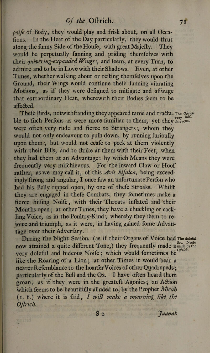 Of the OftricH. 71 poife of Body, they would play and frisk about, on all Occa- fions. In the Heat of the Day particularly, they would ftrut along the funny Side of the Houfe, with great Majefty. They would be perpetually fanning and priding themfelves with their quivering-expanded Wings \ and feem, at every Turn, to admire and to be in Love with their Shadows. Even, at other Times, whether walking about or refting themfelves upon the Ground, their Wings would continue thefe fanning-vibrating Motions, as if they were defigned to mitigate and alfwage that extraordinary Heat, wherewith their Bodies feem to be affected. Thefe Birds, notwithftanding they appeared tame and trafta-The ojhkh ble to fuch Perfons as were more familiar to them, yet they chievous. were often very rude and fierce to Strangers; whom they would not only endeavour to pufh down, by running furioufly upon them ; but would not ceafe to peck at them violently with their Bills, and to ftrike at them with their Feet, when they had them at an Advantage: by which Means they were frequently very mifchievous. For the inward Claw or Hoof rather, as we may call it, of this Avis hifulca} being exceed¬ ingly ftrong and angular, I oncefaw an unfortunate Perfon who had his Belly ripped open, by one of thefe Stroaks. Whilft they are engaged in thefe Combats, they fometimes make a fierce hilfing Noife, with their Throats inflated and their Mouths open; at other Times, they have a chuckling or cack¬ ling Voice, as in the Poultry-Kind; whereby they feem to re¬ joice and triumph, as it were, in having gained fome Advan¬ tage over their Adverfary. During the Night Seafon, (as if their Organs of Voice had The doleful now attained a quite different Tone,) they frequently made made by the very doleful and hideous Noife; which would fometimes be°^nck' like the Roaring of a Lion; at other Times it would bear a nearer Refemblance to the hoarfer Voices of other Quadrupeds; particularly of the Bull and the Ox. I have often heard them groan, as if they were in the greateft Agonies; an A£lion which feems to be beautifully alluded to, by the Prophet Micah (1. 8.) where it is faid, / 'will maize a ?nourning like the Ojlrich.