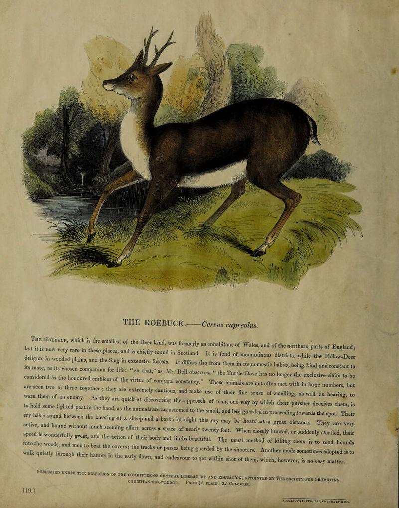 Tut Rorsuck, which is the smallest of the Deer kind, was formerly an inhabitant of Wales, and of the northern parts of England; but it is now very rare in these places, and is chiefly found in Scotland. It js fond of mountainous districts, while the Fallow-Deer delights in wooded plains, and the Stag in extensive forests. It differs also from them in its domestic habits, being kind and constant to its mate, as its chosen companion for life: “so that,” as Mr, Bell observes, “ the Turtle-Dove has no longer the exclusive claim to be considered as the honoured emblem of the virtue of conjugal constancy.” These animals are not often met with in large numbers, but are seen two or three together ; they are extremely cautious, and make use of their fine sense of smelling, as well as hearing, to warn them of an enemy. As they are quick at discovering the approach. of man, one way by which their pursuer deceives them, is to hold some lighted peat in the hand, as the animals are accustomed tothe smell, and less guarded in proceeding towards the spot. Their ery has a sound between the bleating of a sheep and a bark; at night this cry may be heard at a great distance. They are very active, and bound without much seeming effort across a Space of nearly twenty feet. When closely hunted, or suddenly startled, their speed is wonderfully great, and the action of their body and limbs beautiful. The usual method of killing them is to send hounds into the woods, and men to beat the covers; the tracks or passes being guarded by the shooters. Another mode sometimes adopted is to walk quietly through their haunts in the early dawn, and endeavour to get within shot of them, which, however, is no easy matter. PUBLISHED UNDER THE DIRECTION OF THE COMMITTEE OF GENERAL LITERATURE AND EDUCATION, APPOINTED BY THE SOCIETY FOR PROMOTING CHRISTIAN KNOWLEDGE. Pkxice 24, PLAIN; 2d. CoLouREp. 119.] — oe ~