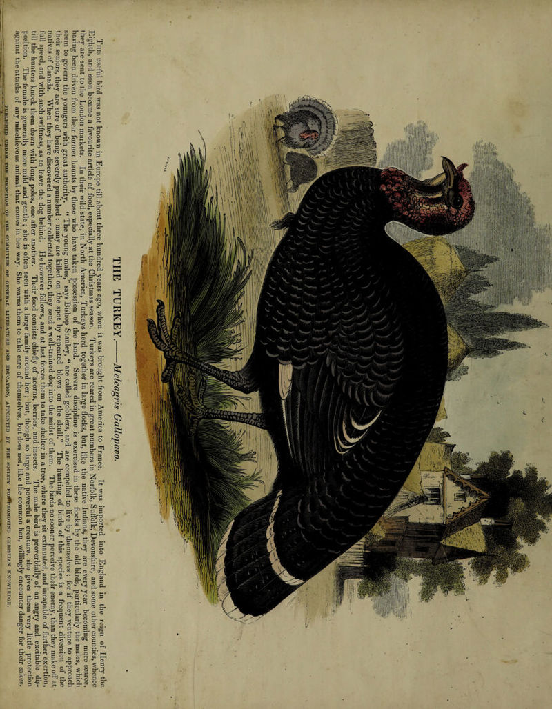 PUBLISHED UNDER THE DIRECTION OF THE C