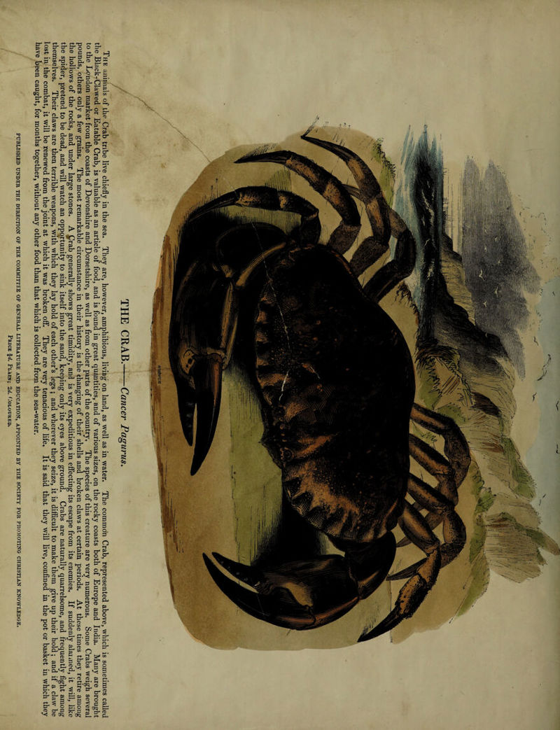 If suddenly alarmed, it will, like