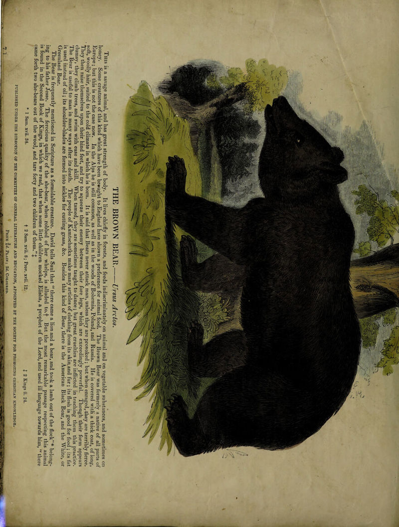 Greenland Bear. came forth two she-bears out of the wood, and tare forty and two children of them.” { alt