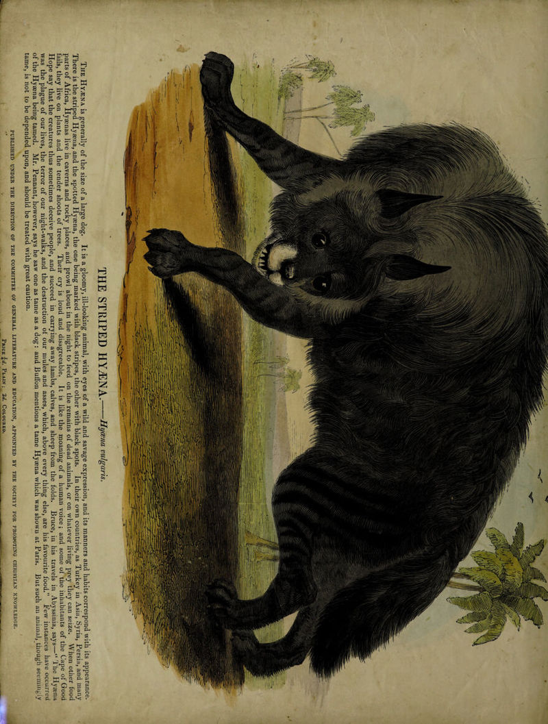 tame, is not to be depended upon, and should be treated with great caution. 8 a a ee —