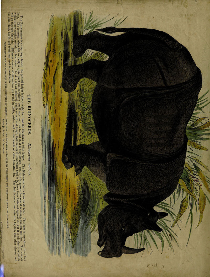 The wounds the skin, flesh, hoofs, and teeth, are used in-medicines.