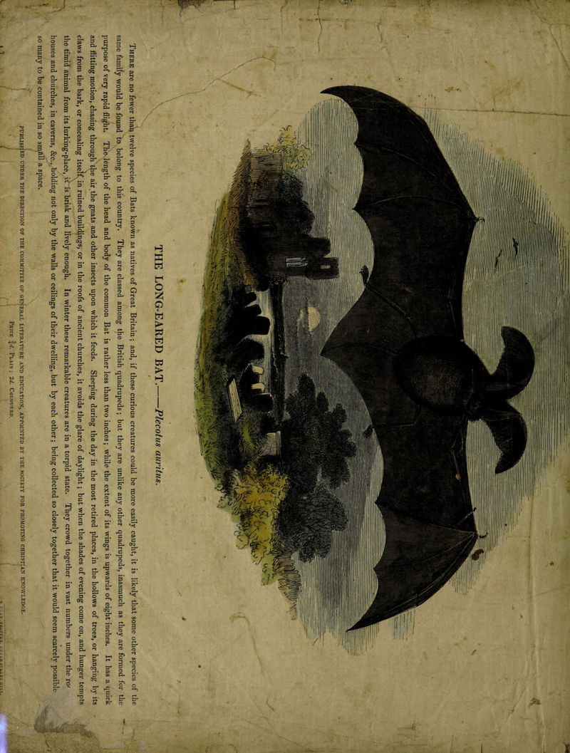 ”“ en we Aa er THERE are no fewer thay twelve species of Bats known as natives of Great Britain; and, if these curious creatures could be more easily caught, it is likely that some other species of the same family would be found to, belong to this country. They are classed among the British quadrupeds; but they are unlike any other quadrupeds, inasmuch as they are formed for the : purpose of very rapid flight. Thelength of the head and body of the common Bat is rather less than two inches; while the extent of its wings is upwards of eight inches. It has a quick : and flitting motion,.chasing dicots the air the gnats and other insects upon which it feeds. Sleeping during the day in the most retired places, in the hollows of trees, or hanging by its claws from the bark, or concealing itself, in ruined buildings; or in the roofs of ancient churches, it avoids the glare of daylight ; but when the shades of evening come on, and hunger tempts houses and churches, in caverns, &amp;c., holding not only by the walls or ceilings of their dwelling, but by each other; being collected so closely together that it would seem scarcely possible so many to be contained in so small a space. = : { PUBLISHED UNDER THE DIRECTION OF THE COMMITTEE OF GENERAL LITERATURE AND EDUCATION, APPOINTED BY THE SOCIETY FOR PROMOTING CHRISTIAN KNOWLEDGE. = of 40 {' f 2 na i q . . } h POCAY PRINTER. FREAD STREET HILT.