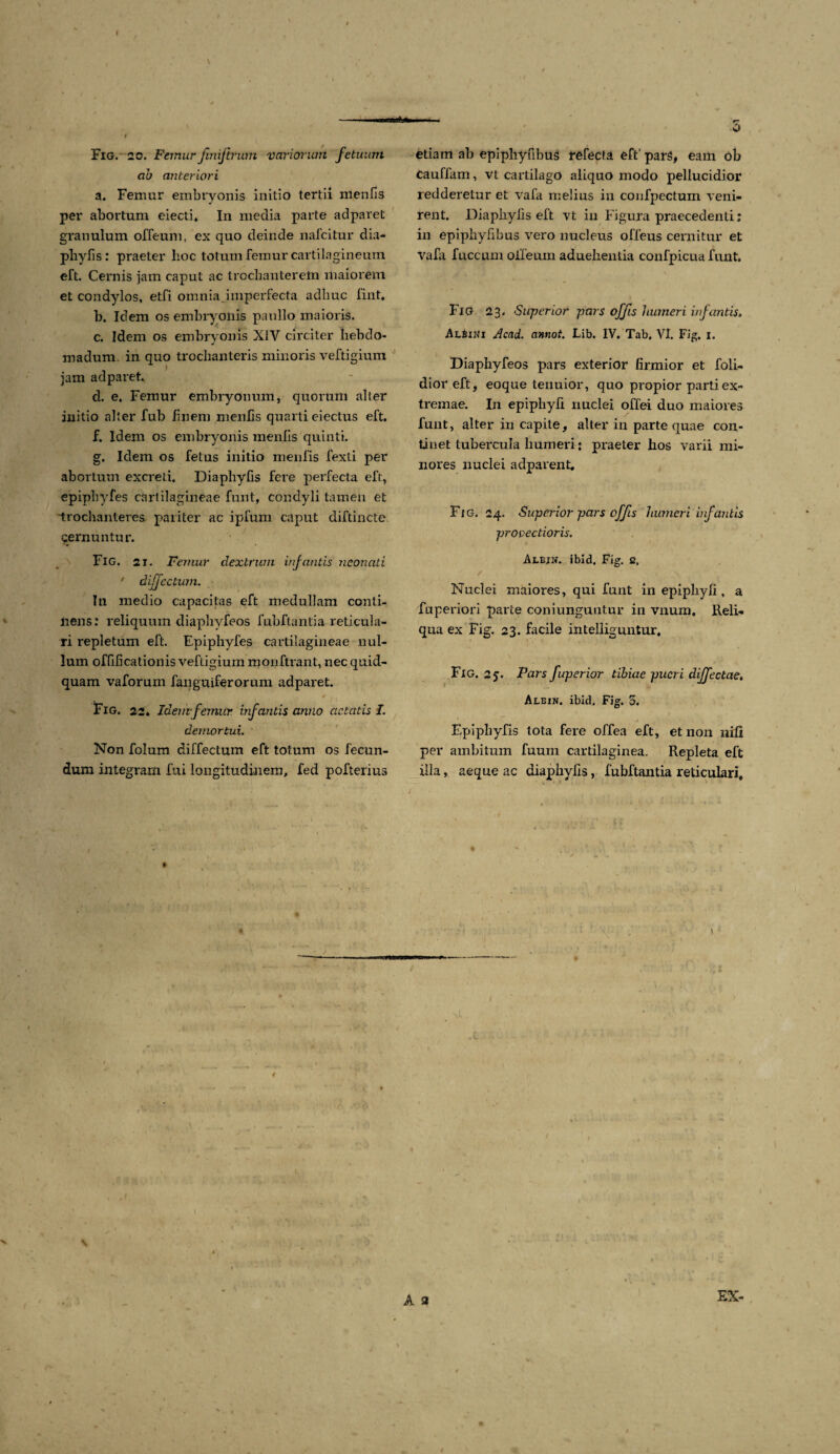 f \ i Fig. 20. Femur jmiftrum variorum fetuum ab anteriori a. Femur embryonis initio tertii menfis per abortum eiecti* In meclia parte adparet granulum offeum, ex quo deinde nafcitur dia- phyfis: praeter hoc totum femur cartilagineum eft. Cernis jam caput ac trochanterem maiorem et condylos, etfi omnia imperfecta adhuc lint, b. Idem os embryonis paullo maioris. c. Idem os embryonis XIV circiter hebdo¬ madum. in quo trochanteris minoris veftigium jam adparet. d. e. Femur embryonum, quorum alter initio alter fub finem menhs quarti eiectus eft, f. Idem os embryonis menfis quinti. g. Idem os fetus initio menfis fexti per abortum excreti. Diaphyfis fere perfecta eft, epiphyfes cartilagineae fnnt, condyli tamen et trochanteres pariter ac ipfum caput diftincte cernuntur. Fig. 21. Femur dextrum infantis neonati ' dijjcctum. In medio capacitas eft medullam conti¬ nens: reliquum diaphyfeos fubftantia reticula¬ ri repletum eft. Epiphyfes cartilagineae nul¬ lum offificationis veftigium monftrant, nec quid¬ quam vaforum fanguiferorum adparet. i . / . . Fig. 22* Idemfemur infantis anno aetatis I. demortui. Non folum diffectum eft totum os fecun¬ dum integram fui longitudinem, fed pofterius o etiam ab epiphyfibus refecta eft' pars, eam ob cauffam, vt cartilago aliquo modo pellucidior redderetur et vafa melius in confpectum veni¬ rent. Diaphyfis eft vt in Figura praecedenti: in epiphyfibus vero nucleus offeus cernitur et vafa fuccum oileurn aduehentia confpicua funt. FlO 23. Superior pars offis humeri infantis. Antiti! Acad. annot. Lib. IV. Tab, VI. Fig. 1. Diaphyfeos pars exterior firmior et foli- dior eft, eoque tenuior, quo propior parti ex¬ tremae. In epiphyfi nuclei offei duo maiores funt, alter in capite, alter in parte quae con¬ tinet tubercula humeri: praeter hos varii mi¬ nores nuclei adparent. Fig. 24. Superior pars offis humeri infantis provectioris. Albjn. ibid, Fig. 2. / ' * ~ * Nuclei maiores, qui funt in epipliyfi, a fuperiori parte coniunguntur in vnum. Reli¬ qua ex Fig. 23. facile intelliguntur, Fig. 25. Pars fuperior tibiae pueri dijfectae. Albin. ibid. Fig. 5. ' . . j ■ ■- > Epipliyfis tota fere offea eft, et 11011 nifi per ambitum fuuin cartilaginea. Repleta eft illa, aeque ac diaphyfis, fubftantia reticulari. A a EX-