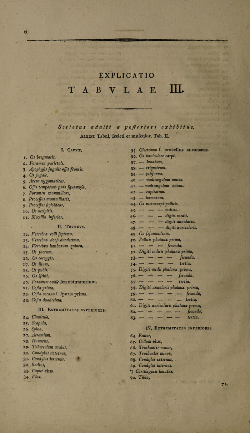 V ■  c* EXPLICATIO T A B V L A E III* Sceletus a dniti a pofteriori exhibitus. «* Albini Tabui, fceleti et mufculor, Tab. II, I. Capvt* i. Os bregmatis, 2» Foramen parietale. 3. Apophyfis jugalis offis frontis. 4. Os jugale. 5. Arcus zygomaticus. 6. Offis temporum pars f'qaamofa, 7. Foramen mammillare, 8. Procejfus mammillaris, 9. Procejfus (lyloideus, 1 o. Os occipitis. ii. Maxilla inferior, II. Trvncvs, 12. Vertebra colli feptivna. 13. Vertebra dorfi duodecima. 14. Vertebra lumborum quinta. 15. Os /aerum. 16. Os coccygis, 17. Os ilium. 18. Os pubis. 19. Os ifchii. 20. Foramen' ouale feu obturatorium. 21. Cojla prima. 22. Cojla octaua f. fpuria prima. 23. Cojla duodecima. III. Extremitates svpekiores, 24. Clauicula. 25. Scapula, 26. Spina, 27. Acromium, 2 8. Humerus, 29. Tuberculum matus, 30. Condylus externus, 31. Condylus internus, 32. Radius, 33. Caput eius. 34.. Vina, 35. Olecranon f. proceffus anconaeus. .36. Os nauiculare carpi, 37. — lunatum. 38. — triquetrum. 39. — pififorme. 40. — multangulum maius. 41. — multangulum minus* 42. — capitatum. 43. — hamatum, 44. Os metacarpi pollicis, 45:, —• — ■— indicis. 46. — — — digiti medii. 47. — — — digiti annularis. 48» — — — digiti auricularis. 49. Os fefamoideum, 50. Pollicis phalanx prima, 51. — — — fecunda. 5 2. Digiti indicis phalanx prima, 53. ■—• —« — — fecunda, 54. —• — — — fortia. 55. Digiti medii phalanx prima, 56. — — — —- fecunda, 57. — —- —• —• tertia. 58. Digiti annularis phalanx prima, 59. — — — — — fecunda, 60. — —■ —- — — tertia. 61. Digiti auricularis phalanx prima, 62. — — — — — fecunda, 63. — —■ — —■ — tertia. IV, Extremitates inferiores, 64. Femur, 65. Collum eius, 66. Trochanter maior, 67. Trochanter minor, 68» Condylus externus, 69. Condylus internus. *) Cartilagines lunatae'« 70. Tibia, 7i*