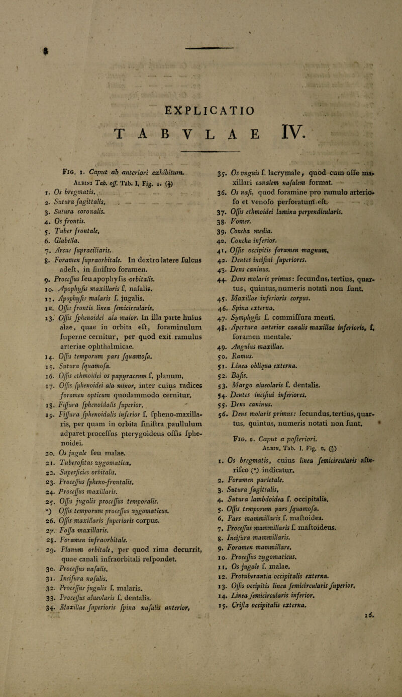 1 l # —-- « ' v .... 4 t “ * . V' • -/ , V,’ *.*•-• i '-'• ••• ... _ . ■ 1 > *> EXPLICATIO . ; ! < . < I T A B V L A E IV. Fig. i. Caput ab anteriori exhibitum. , Albini Tab. ojf. Tab. I, Fig. i. (-J) 1. Os bregmatis. 2. Sutura fagittalis. . .. 3. Sutura coronalis. 4. Os frontis. 5. Tuber frontale, 6. Glabella. 7. Arcus fupraciliaris. $. Foramen fupraorbitale. In dextro latere fulcus adeft, in liniftro foramen. 9. Proccjfus feuapophyfis orbitalis. 10. Apophyfts maxillaris f. nafalis. 11. Apophyfu malaris f. jugalis. 12. Offis frontis linea femicircularis. 13. Offis fphenoidei ala maior. In illa parte huius alae, quae in orbita eft, foraminulum fuperne cernitur, per quod exit ramulus arteriae ophthalmicae. 14. Offs temporum pars fquamofa. 15. Sutura fquamofa. 16. Offis ethmoidei os papyraceum f. planum. 17. Offis fphenoidei ala minor, inter cuius radices foramen opticum quodammodo cernitur. 18. Fijfura fphenoidalis fuperior. 19. FiJJura fphenoidalis inferior f, fpheno-maxilla- ris, per quam in orbita finiftra paullulum ad paret proceffus pterygoideus offis fphe¬ noidei. 20. Os jugale feu malae. 21. Tuberofitas zygomatica, 22. Superficies orbitalis, 23. Froceffus fphenofrontalis, 24. Proceffus maxillaris. 25. Offis jugalis proceffus temporalis. *) Offis temporum proceffus zygomaticus. 26. Offs maxillaris fuperioris corpus. 27. Foffa maxillaris. 28. Foramen infraorbitale. 29. Planum orbitale, per quod rima decurrit, quae canali infraorbitali refpondet. 30. Proceffus nafalis. 31. Incifura nafalis, 32. Proceffus jugalis f. malaris. 33. Procejfus alueolaris f. dentalis. 34. Maxillae fuperioris fpina nafalis anterior, 3 5- Os vnguis f. lacrymale * quod cum offe ma¬ xillari canalem nafalem format. 36. Os nafi, quod foramine pro ramulo arterio- fo et venofo perforatum eft. 37. Offis ethmoidei lamina perpendicularis. 38- Vomer. 39. Concha media. 40. Concha inferior. 41. Offs occipitis foramen magnum, 42. Dentes incifiui fuperiores. 43. Dens caninus. 44. Dens molaris primus: fecundus, tertius, quar¬ tus , quintus, numeris notati non funt. 45. Maxillae inferioris corpus. 46. Spina externa, 47. Syniphyfis f, commiffura menti. 48. Apertura anterior canalis maxillae inferioris, f, foramen mentale. 49. Angulus maxillae. 50. Ramus. 51. Linea obliqua externa. 52. Bafis, 53. Margo alueolaris f. dentalis. 54. Dentes incifiui inferiores. 55. Dens caninus. 56. Dens molaris primus: fecundus, tertius, quar¬ tus, quintus, numeris notati non funt, Fig. 2. Caput a pofteriori. Albin. Tab. I. Fig. 2. (f) 1. Os bregmatis, cuius linea femicir cularis afte- rifco (*) indicatur. 2. Foramen parietale. 3. Sutura fagittalis, 4. Sutura lambdoidea f. occipitalis. 5. Offis temporum pars fquamofa, 6. Pars mammillaris f. maftoidea. 7. Proceffus mammillaris f. maftoideus. g. Incifura mammillaris. 9. Foramen mammillare. 10. Proceffus zygomaticus. 11. Os jugale f. malae, 12. Protuberantia occipitalis externa. 13. Offis occipitis linea femicir cularis fuperior, 14. Linea femicir cularis inferior. 15. Crijla occipitalis externa. 16, 1 t