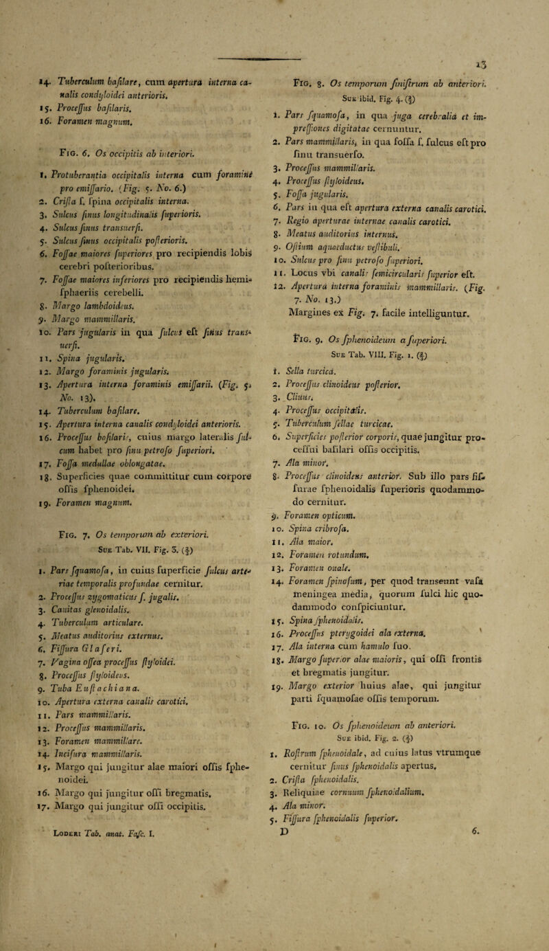 % 14- Tuberculum bafilare, cum apertura interna ca¬ nalis condyloidei anterioris, 15. Procejfus bafilaris, 16. Foramen magnum, Fjg. 6, Os occipitis ab interiori. 1. Protuberantia occipitalis interna cum foramini pro cmijjario, {Figi 5. No. 6.) 2. Crifla f. Ipina occipitalis interna. 3. Sulcus fimis longitudinalis fuperioris. 4. Sulcus futus transuerft. 5. Sulcus Jinus occipitalis poflerioris. 6. FoJJae maiores fnperiores pro recipiendis lobis cerebri pofterioribus. 7. Fojfae maiores inferiores pro recipiendis lierai- fphaeriis cerebelli. 8- Margo lambdoideus. 51. Margo mammillaris. 10. Pars jugularis in qua fulci:s eft ftHus trans- uerfi, 11. Spina jugularis, 12. Margo foraminis jugularisi 13. Apertura interna foraminis emijfarii. {Fig. p No. 13). 14. Tuberculum bafilare, 15. Apertura interna canalis condyloidei anterioris. 16. Procejfus bcifelaris, cuius niargo lateralis fui- cum habet pro fmu petrofo fiiperiori. 17. Fojfa medullae oblongatae. 18. Superficies quae committitur cum corpore offis fphenoidei* 19. Foramen magnum, Fig. 7, Os temporum ab exteriori. Sue Tab. VII. Fig. 3. (■§■) 1. Pars fquamofa, in cuius fuperficie julcus arte«* riae temporalis profundae cernitur. 2. Procejfus zygomaticus J. jugalis. 3. Cauitas glenoidalis. * 4. Tuberculum articulare. 5. Meatus auditorius externus. G. Fijfura Gl a jeri. 7. Vagina ojfea procejfus (lyloidei. g. Procejfus fyloideus. 9. Tuba Euft achian a. 10. Apertura externa canalis carotici. 11. Pars mammillaris. 12. Procejfus mammillaris. 13. Foramen mammillare. 14. In ei fur a mammillaris. J5. Margo qui jungitur alae maiori offis fphe- noidei. 16. Margo qui jungitur offi bregmatis, 17, Margo qui jungitur olli occipitis. Loderi Tab. anat. Fajc. I. 13 Fig, 8. Os temporum Jiniftrum ab anteriori. Sue ibid. Fig. 4. (f) 1. Pars fquamofa, in qua juga cerebralia et im- prejfoncs digitatae cernuntur. 2. Pars mammillaris, in qua foffa f, fulcus eft pro finu transuerfo. 3» Procejfus mammillaris. 4, Procejfus fyloideus. 5. Fojjd jugularis. 6, Pars in qua eft apertura externa canalis carotici. 7. Regio aperturae internae canalis carotici. 8- Meatus auditorius internus. 9. Ofium aquaeductus veJUbuli. 10. Sulcus pro finu petrofo fiiperiori. 11. Locus vbi canalir femicircularis fuperior eft. 12. Apertura interna foraminis mammillaris. {Fig. 7. No. 13.) Margines ex Fig. 7. facile intelliguntur. Fig. 9, Os fphenoideum a fuperiori. Sue Tab. VIII. Fig. 1. (f) 1. Sella turcicd. 2. Procejfus clinoideus poferior, 3. Cliuiis, 4. Procejfus occipitalis. p. Tuberculum fellae turcicae. 6. Superficies po ferior corporis, quae jungitur pro- ceffui bafilari offis occipitis. 7. Ala minor. 8. Procejfus clinoideus anterior. Sub illo pars fif- furae fphenoidalis fuperioris quodammo¬ do cernitur. 9. Foramen opticum. 10. Spina cribrofa. 11. Ala maior, 12. Foramen rotundum♦ 13. Foramen ouale. 14. Foramen fpinofum, per quod transeunt vafa meningea media, quorum fulci liic quo¬ dammodo confpiciuntur. 15. Spina fphenoidalis. 16. Procejfus pterygoidei ala externa. 17. Ala interna cum hamulo fuo. 18. Margo fuperior alae maioris, qui offi frontis et bregmatis jungitur. 19. Margo exterior huius afae, qui jungitur parti fquamofae offis temporum. Fig. 10. Os fphenoideum ab anteriori. Sue ibid. Fig. 2. (^) t, RojJrum fphenoidale, ad cuius latus vtrumque cernitur finus fphenoidalis apertus, 2. Crifla fphenoidalis. 3. Reliquiae cornuum fphenoidalium. 4, Ala minor. 5, Fijfura fphenoidalis fuperior. D 6. 1