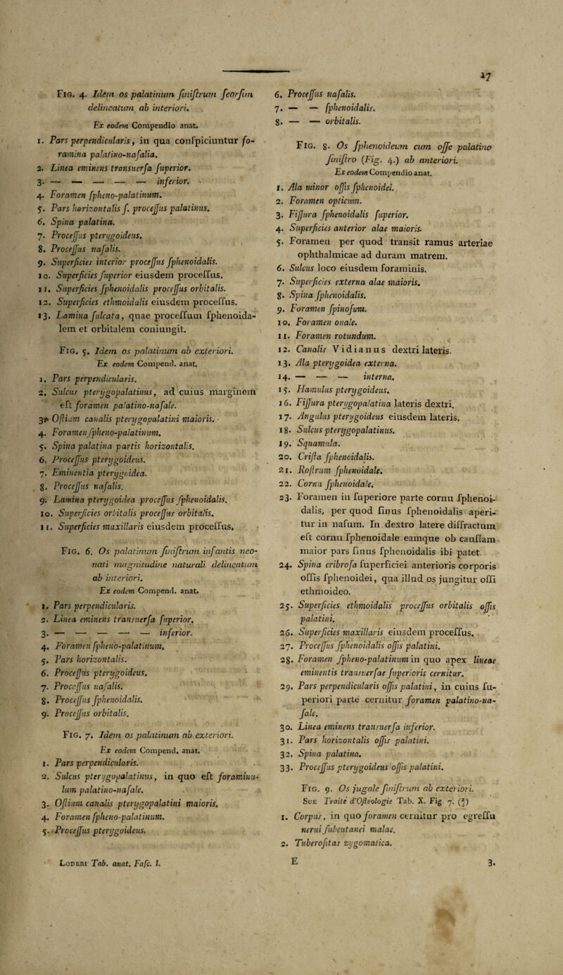 a7 Fig. 4. Idem os palatinum fuiiftrum Jeorjim delineatum ab interiori. Ex eodem Compendio anat. 1. Pars perpendicularis, in qua confpiciuntur fo- ramina palatino-nafalia. 2. Linea eminens transuerfa fnperior. 3. — — — — — inferior. ■ 4. Foramen fpheno-palatinum. 5. Pars horizontalis f. procejfus palatinus, 6. Spina palatina. 7. Proceffus pterygoideus. 8. Procejfus nafalis. 9. Superficies interior procejfus fphenoidalis. 10. Superficies /aperior eiusdem procellas. ii* Superficies fphenoidalis procejfus orbitalis. 12. Superficies ethmoidalis eiusdem proceffus. 13, Lamina falcata, quae proceffum fphenoida- lem et orbitalem coniungit. Fig. 5, Idem os palatinum ab exteriori. F.x eodem Compend. anat. 1. Pars perpendicularis. 2, Sulcus pterygopalatinus, ad cuius marginem eft foramen palatino-nafale. 3?* Oftium canalis pterygopalatini maioris. 4. Foramen Jpheno-palatimm. 5. Spina palatina partis horizontalis. 6. Procejfus pterygoideus. 7. Eminentia pterygoidea. 8. Procejfus nafalis. 9. Lamina pterygoidea procejfus fphenoidalis. 10. Superficies orbitalis procejfus orbitalis. 11. Superficies maxillaris eiusdem proceffus. >*■ '•Vi' -f v. • . . . * \ Fig. 6. Os palatinum finiftrum infantis neo¬ nati magnitudine naturali delineatum ab interiori. Ex eodem Compend. anat. 1. Pars perpendicularis. 2. Linea eminens transuerfa fnperior. 3. — — — — — inferior. 4. Foramen fpheno-palatinum. 5. Pars horizontalis. 6. Procejjus pterygoideus. 7. Proceffus nafalis. 8. Proceffus fphenoidalis. 9. Procejjus orbitalis. Fig. 7. Idem os palatinum ab exteriori. ' ‘ u ** ¥ Ex eodem Compend. anat. 1. Pars perpendicularis. 2. Sulcus pterygopalatinus, in quo eft foraminu- Ium palatino-nafale. 3. Oflium canalis pterygopalatini maioris. 4. Foramen fpheno-palatinum. 5. - Proceffus pterygoideus. 6. Procejfus nafalis. 7. — — fphenoidalis. 8. — — orbitalis. Fig. g. Os fphenoideum cum ofife palatino Juiiftro (Fig. 4.) ab anteriori. Ex eodem Compendio anat. 1. Ala minor offisfphenoidei. 2. Foramen opticum. 3. Fifjura fphenoidalis fnperior. 4. Superficies anterior alae maioris. 5. Foramen per quod transit ramus arteriae ophthalmicae ad duram matrem. 6. Sulcus loco eiusdem foraminis. 7. Superficies externa alae maioris. 8. Spina fphenoidalis. 9. Foramen fpinofum. 10. Foramen oitale. 1 11. Foramen rotundum. 12. Canalis V i d i a 11 u s dextri lateris, 13. Ala pterygoidea externa. 14. — — — interna. 15. Hamulus pterygoideus. 16. Fijfura pterygopalatina lateris dextri. 17. Angulus pterygoideus eiusdem lateris, 18» Sulcus pterygopalatinus. 19. Squamula. 20. Crifta fphenoidalis. 21. Roflmm fphenuidale. 22. Cornu fphenoida/e. 23. Foramen in fuperiore parte cornu fphenoi¬ dalis, per quod finus fphenoidalis aperi¬ tur in nafum. In dextro latere diffractum eft cornu fphenoidale eamque ob cauflam maior pars finus fphenoidalis ibi patet. 24. Spina cribrofa fuperficiei anterioris corporis offis fphenoidei, qua illud os jungitur oCfi ethmoideo. 25. Superficies ethmoidalis procejfus orbitalis offis palatini. 26. Superficies maxillaris eiusdem proceffus. 27. Proceffus fphenoidalis offis palatini. 28« Foramen fpheno-palatinum in quo apex lineae eminentis trausuerfae fnperioris cernitur. 29. Pars perpendicularis offis palatini, in cuius fu- periori parte cernitur foramen palatino-na¬ fale. 30. Linea eminens transuerfa inferior. 31. Pars horizontalis offis palatini. 32. Spina palatina. 33. Procejfus pterygoideus offis palatini. Fig. 9. Os jugale finifirum ab exteriori. Sue Traite d’Ofteologie Tab. X. Fig 7. (*-) 1. Corpus, in quo foramen cernitur pro egreffu nerui fubcutanei malae. 2. Tuberofitas zygomatica.