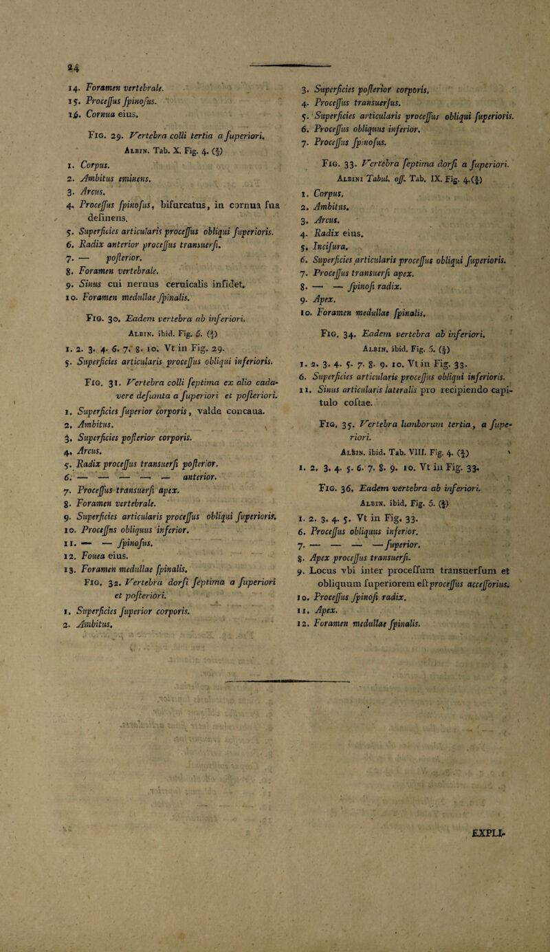 c\ 14. Foramen vertebrale. 15. Procejfus fpinofus. ijj, Cornua eius, Fig. 29. Vertebra colli tertia a fuperiori. 1. Corpus. 2. Ambitus eminens. 3. Arcus. 4. Procejfus fpinofus, bifurcatus, in cornua fua delinens. 5. Superficies articulum procejfus obliqui fuperioris. 6. Radix anterior procejfus transuerfi. 7. — pofierior. g. Foramen vertebrale. 9. Sinus cui neruus ceruicalis inficiet, 10. Foramen medullae /pinalis. Fig. 30, Eadem vertebra ab inferiori. 1. 2. 3. 4- 6. 7. g. 10. Vt in Fig. 29. 5. Superficies articularis procejfus obliqui inferioris. Fig. 31. Vertebra colli feptima ex alio cada¬ vere defumta a fuperiori et pofteriori. 1, Superficies Juperior corporis, valde concaua. 2, Ambitus, 3, Superficies pofierior corporis. 4, Arcus. Radix procejfus transuerfi pofierior. — — — —. — anterior. 7. Procejfus transuerfi apex. 8. Foramen vertebrale. 9. Superficies articularis prpceffus obliqui Juperioris, 10. Procejfus obliquus inferior. 11. — — fpinofus, 12. Fouea eius. 13. Foramen medullae fpinalis, Fig, 32. Vertebra dor fi feptima a fuperiori et pofteriori. 1. Superficies Juperior corporis. 2. Ambitus, • • • • '-. • \ :'-- v • v.’ . 3. Superficies pofierior corporis, 4. Procejfus transuerjus. 5. Superficies articularis procejfus obliqui fuperioris. 6. Procejfus obliquus inferior. 7. Procejfus fpinofus. . . - . I Fig. 33. Vertebra feptima dorfi a fuperiori. Albini Tabui, ojj. Tab. IX. Fig. 4.(i) 1. Corpus, 2. Ambitus. 3. Arcus. 4. Radix eius. 5. Incifura. , 6. Superficies articularis procejfus obliqui fuperioris. 7. Procejfus transuerfi apex. 8. — — fpinofi radix. 9. Apex. 10. Foramen medullae fpinalis, Albin, ibid. Fig. 5. (§) 1.2. 3. 4. 7. 8' 9* 10. Vt in Fig. 33. 6. Superficies articularis procejfus obliqui inferioris, 11. Sinus articularis lateralis pro recipiendo capi¬ tulo coftae. Fig. 35. Vertebra lumborum tertia, a fupc- riori. Al^in. ibid. Tab. VIII. Fig. 4> (§) ' I. 2, 3* 4- s* 6. 7- 8- 9- Vt iu Fig. 33- Fig. 36, Eadem vertebra ab inferiori. Albin. ibid, Fig. 5. ($) i. 2. 3. 4. 5. Vt in Fig, 33. 6. Procejfus obliquus inferior. 7. — — — — Juperior. g. procejfus transuerfi. 9. Locus vbi inter proceffum transuerfum et obliquum fuperiorem e[tproceJfus accefforius. 10. Procejfus fpinofi radix. II, Apex. 12. Foramen medullae fpinalis. -0 EXPLI-