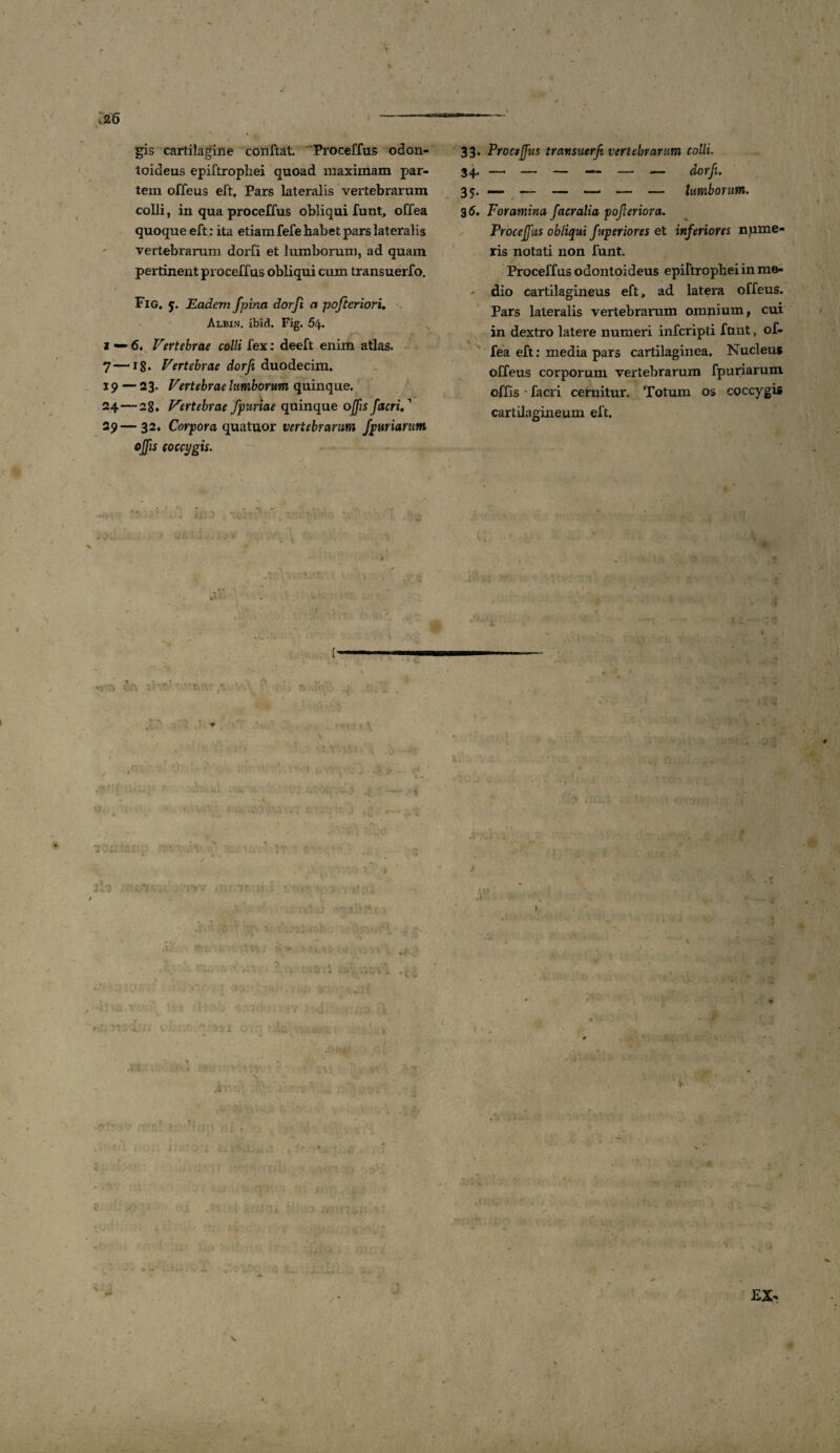 v26 I gis cartilagine conftat Proceffus odon- toideus epiftropliei quoad maximam par¬ tem offeus eft, Pars lateralis vertebrarum colli, in qua proceffus obliqui funt, offea quoque eft: ita etiam fefe habet pars lateralis vertebrarum dorfi et lumborum, ad quam pertinent proceffus obliqui cum transuerfo. Fig. y. Eadem fpina dorfi a pofteriori. Albin. ibid. Fig. 54. i — 6. Vertebrae colli fex: deeft enim atlas. 7—18. Vertebrae dorfi duodecim. 19 — 23. Vertebrae limborum quinque. 24—28, Vertebrae fpuriae quinque offis facriV 29—32, Corpora quatuor vertebrarum fpuriarum offis coccygis. • ‘ '• ( -yr* 'vir. ?.• ,* ' . 33. Proceffus transuerfi vertebrarum colli. 34. —• — — — — — dorfi. 35. — -— — —■ — — lumborum. 3 6. Foramina facralia poferiora. Proceffus obliqui fuperiores et inferiores nume¬ ris notati non funt. Proceffus odontoideus epiftropheiin me- - dio cartilagineus eft, ad latera offeus. Pars lateralis vertebrarum omnium, cui in dextro latere numeri infcripti funt, of- fea eft: media pars cartilaginea. Nucleus offeus corporum vertebrarum fpuriarum offis * facri cernitur. Totum os coccygis cartilagineum eft. y ’ < \