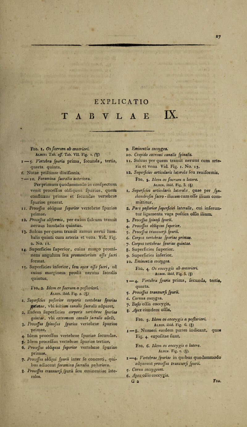 *7 EXPLICATIO T A B Y L A E IX. Fig. I. Os faerum ab anteriori. Albini Tab.ojf. Tab. VII. Fig. i. (f) 1—5. Vertebra fpuria prima, fecunda, tertia, quarta quinta. 6. Notae priftinae diuifionis. 7— 10. Foramina facralia anteriora. Perprimum quodammodo in confpectum venit proceffns obliquus fpurius, quem confluxus primae et fecundae vertebrae fpuriae generat. 11. Procejfus obliquus fuperior vertebrae fpuriae primae. 12« Procejfus aliformis, per cuius fulcum transit nemus lumbalis quintus. 13. Sulcus per quem transit ramus nerui lum¬ balis quinti cum arteria et vena. Vid, Fig. 2. No. 11. 14. Superficies fuperior, cuius margo promi¬ nens angulum feu promontorium offis facr i format. 15. Superficies inferior, feu apex offis facri, ad cuius marginem prodit neruus facralis quintus. I7IG, 2. Idem os f aerum a pofteriori. Albin. ibid. Fig. 2- (f) 1. Superficies poflerior ccrporis vertebrae fpuriae jqtrintae, vbi initium canalis facralis adpuret, 2. Eadem fuperficies corporis vertebrae fpuriae quintae, vbi extremum canalis facralis adeft. 3. Procejfus fpinofus fpurius vertebrae fpuriae primae, 4. Idem proceffus vertebrae fpuriae fecundae, y. Idem proceffus vertebrae fpuriae tertiae. 6. Procejfus obliquus fuperior vertebrae fpuriae primae. 7. Procejfus obliqui fpurii inter fe concreti, qui¬ bus adiacent foramina facralia pofteriora. 8- Procejfus transuerfifpurii feu eminentiae late¬ rales. 9. Eminentia coccygea. 10. Crepido extremi canalis fpinalis. 11. Sulcus per quem transit neruus cum arte¬ ria et vena Vid. Fig. 1. No. 13. 12. Superficies articularis lateralis feu reniformis, Fig, 3, Idem 05 f aerum a latere. Albin, ibid. Fig, 3. (-|) i. Superficies articularis lateralis, quae per fyn- chondrofm facro - iliacam cumoffe ilium com¬ mittitur, 2« Pars poflerior fuperficiei lateralis, cui inferun¬ tur ligamenta vaga poftica olfis ilium. 3. Procejfus fpinofi fpurii. 4. Procejfus obliquus fuperior. y. Procejfus transuerfi fpurii. 6. Corpus vertebrae fpuriae primae. 7. Corpus vertebrae fpuriae quintae. g. Superficies fuperior. 9. Superficies inferior. 1 ' 10. Eminentia coccygea. Fig, 4. Os coccygis ab anteriori. Albin. ibid. Fig, 5, (-|) ,—4, Vertebra fpuria prima, fecunda, tertia, quarta. 5. Proceffus transuerfi fpurii. 6. Cornua coccygea. 7. Bafis offis coccygis. 8- Apex eiusdem offis. Fig. y. Idem os coccygis a pofteriori. Albin. ibid. Fig. 6. (A) 1—«g. Numeri easdem partes indicant, quae Fig. 4. expolitae funt. Fig. 6. Idem os coccygis a latere. Ai.bin. Fig. 7. (f). 1 —4, Vertebrae fpuriae in quibus quodammodo adparent procejfus transuerfi fpurii. y. Cornu coccygeum. 6. Apex offis coccygis. G a Fio. I