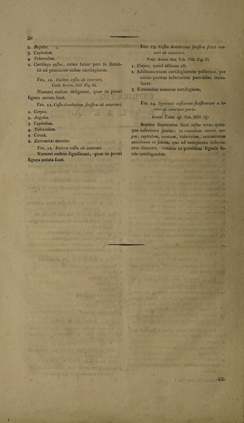 3x> 2» Angulus. 3. Capitulum. 4. Tuberculum. 5. Cartilago cojlae, cuius latior pars fe demit¬ tit ad proximae coftae cartilaginem. Fig, 10. Eadem cofta ab interiori. Conf. Albin, ibici. Fig. Gi. Numeri eadem defignant, quae in priori figura notata funt. Fig. ii , Cofta duodecima Jiniflra ab exteriori. 1. Corpus. 1 , ...... i* 2. Angulus. 3. Capitulum. 4. Tuberculum. 5. Ceruix, 6. Extremitas anterior. Fig. i 2. Eadem cofta ab interiori. Numeri eadem fignificant, quae in priori figura notata funt. !.. Fig. 13, Cofta duodecima finiftra fetus 7na- turi ab exteriori. Conf. Albin. ibid. Tab. VIII. Fig. 60. 1. Corpus, quod offeum eft. 2. Additamentum cartilagineum pofterius, per cuius partem inferiorem pars ofiea trans- lucet. 3. Extremitas anterior cartilaginea, /. ; Fig. 14. Syntaxis coftarum finiftrarum a la* tere ex interiore parte. Albini Tabui, ojf. Tab. [XIII. (f) Septem fuperiores funt cojlae verae, quin¬ que inferiores fpuriae: in omnibus cernis cor¬ pus, capitulum, ceruicem, tuberculum, extremitatem anteriorem et fulcum, qui ad marginem inferio¬ rem decurrit Omnia ex prioribus figuris fa¬ cile inteihguntur. t\. n ; » x .. > •' ■■ r- -V , » V  ♦ % «.'.'X EX- - .