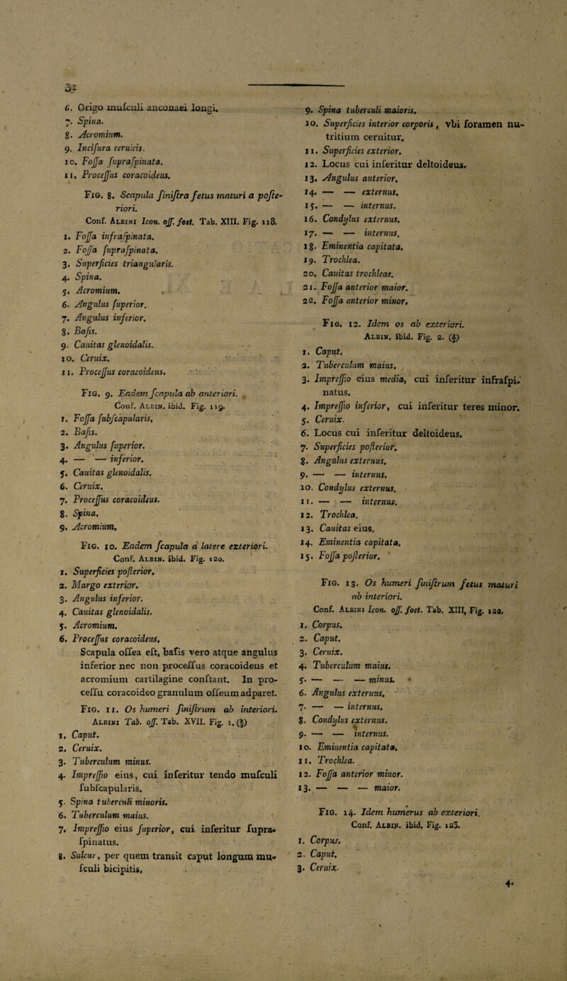 32 - 6. Oriffo muiculi ancoaaei loasi. 7. Spina. 8. Acromium. 9. Incifura ceruicis. 10. FoJJa fuprafpinata. 11« Procejfus coracoideus. Fig. 8. Scapula Jiniftra fetus maturi a pofte- riori. Conf. Albini Icon. ojf. fott, Tab. XIII. Fig. 118. 1. FoJJa infrafpinata. 2. FoJJa fuprafpinata. 3. Superficies triangularis. 4. Spina. 5. Acromium, <• 6. Angulus fuperior.. 7. Angulus inferior. §. Bajis. 9. Canit as glenoidalis. 10. Ceruix. 11. ProccJJus coracoideus, Fig. 9. Eadem fcapula ab anteriori. Conf. Alein. ibid. Fig. 119. 1. FoJJa fubfcapularis, 2. Bafis. 3. Angulus fuperior. 4. — — inferior, 5. Cauitas glenoidalis. 6. Ceruix. 7. Procejfus coracoideus. 8. Spina. 9. Acromium, Fig. io. Eadem f capula d latere exteriori Conf. Albin. ibid. Fig. 120. 1. Superficies pofierior, 2. Margo exterior, 3. Angulus inferior. 4. Cauitas glenoidalis. 5. Acromium. 6. Procejfus coracoideus, Scapula offea eft, fcafis vero atque angulus inferior nec non proceffus coracoideus et acromium cartilagine conftant. In pro- ceffu coracoideo granulum offeum adparet. Fig. ii. Os humeri finiftrurn ab interiori. Albini Tab. ojfi. Tab. XVII. Fig. 1, (f) 1. Caput, 2. Ceruix. 3. Tuberculum minus. 4. Impr effio eius, cui in feritur tendo mufculi fubfcapularis. 5. Spina tuberculi minoris. 6. Tuberculum maius. 7. Imprejfio eius fuperior, cui inferitur fupra- fpinatus. 8. Sulcus, per quem transit caput longum mu¬ fculi bicipitis. 9. Spina tuberculi maioris. 10. Superficies interior corporis, vbi foramen nu¬ tritium cernitur. 11. Superficies exterior. 12. Locus cui inferitur deltoideuSr 13. Angulus anterior, 14. — — externus. 15. — — internus. 16. Condylus externus. 17. — — internus. 18. Eminentia capitata, 19. Trochlea. 20. Cauitas trochleae. 21. FoJJa anterior maior. 22. Foffa anterior minor, / Fig, 12. Idem os ab exteriori. Albin, ibid. Fig. 2. (f) 1. Caput, 2. Tuberculum maius, , 3. Imprejfio eius media, cui inferitur infrafpi. natus. 4. Imprejfio inferior, cui inferitur teres minor. 5. Ceruix. 6. Locus cui inferitur deltoideus, 7. Superficies pofierior, 8. Angulus externus, 9. — — internus. 10. Condylus externus. 11. — — internus. 12. Trochlea, 13. Cauitas eius. 14. Eminentia capitata, 15. FoJJa pofierior. Fig. 13. Os humeri finiftrurn fetus maturi ab interiori. Conf. Albini Icon. ojf. foet. Tab. XIII, Fig. isa, 1. Corpus. 2. Caput. 3. Ceruix. 4. Tuberculum maius. 5. — — — minus. 6. Angulus externus, 7. — — internus, 8. Condylus externus. 9. — — internus. 10. Eminentia capitata, 11. Trochlea. 12. FoJJa anterior minor. 13. — — — maior. Fig. 14. Idem humerus ab exteriori. Conf. Albin. ibid, Fig. ia3. 1. Corpus. ' 2. Caput, 3, Ceruix. 4- /