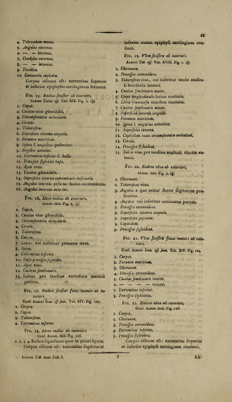 \ 4. Tuberculum maius. 5. Angulus externus. 6- — — internus. 7. Condylus externus. 8* — — internus. 9. Trochlea. 10. Eminentia capitata. Corpus offeum eft: extremitas fuperior et inferior epiphyfes cartilagineas formant. FlG. i 5. Radius finifter ab interiori. Albini Tabui, ojf. Tab. XIX. Fig. i. (-|) 1. Caput. 2. Canit as eius glenoidalis. 3. Circumferentia articularis. 4. Ceruix. j. Tuberofitas. 6. Superficies interna corporis. 7. Foramen nutritium. 8- -Spiwa f. angulus pofterior, 9. Angulus anterior. 10. Extremitas inferior f. bafisi »i. Procejfus Jlyloidei bajis. i 2. Apex eius. . 13. Cauitas glenoidalis. i 4. Superficies interna extremitatis inferioris. i 5. Angulus internus pofterior huius extremitatis* \6. Angulus internus anterior. .1 • f t *> • » t1 FlG. 16, Idem radius ab exterioris, Albin. ibid. Fig. a. (-§■) 1. Caput. s. Cauitas eius 'glenoidalis. 3. Circumferentia articularis. 4. Ceruix, 5. Tubero fit as* 6. Corpus. 7. Locus eux inferitur pronator teres, g. Spina, 9. Extremitas inferior. 10. Pafis piocejjusJlyloidei. 11. Apex eius* 12. Cauitas femiiiinaris. 13. Sulcus pro tendine fcxtenforis maioris pollicis* Fig. 17. Radius finifter fetus maturi ab in* teriori. Conf. Albini Icon, ojf, foet, Tab. XIV* Fig. iaj. t, Corpus. 2. Caput. 3. Tubero fit as. 4. Extremitas inferior. Fig, 18. Idem radius ab exteriori. Conf. Albin. ibid. Fig. 128. i. 2* 3. 4.Eadeiu figmlicantquae in priori figura. Corpus offeum eft: extremitas fuperior et / - 1 -*n- U inferior autem epiphyfi cartilaginea con¬ flant. Fig. 19. Vina finiftra ab interiori. Albini Tab. ojj. Tab. XVIII. Fig. 1. ($•) 1. Olecranon. 2. Procejfus coronoideus. 3* Tuberofitas eius, cui inferitur tendo mufeu- li brachialis interni. 4. Cauitas f em lunaris maior. 5. Linea longitudinalis huius cauitatis. 6. Linea transuerfa eiusdem cauitatis, 7. Cauitas femiiiinaris minor. §. Superficies interna corporis. 9. Eoramen nutritium i 10. Spina f. angulus anterior, 11. Superficies externa. 12. Capitulum cum circumferentia articulari. 13. Ceruix. 14. Procejfus ft/loideus, i 5. Sulcus eius pro tendine mufculi vlnaris ex¬ terni. Fig. 20. Eadem vina ab exteriori. Albin. ibid. Fig, 2. (f) r- . . y 2. Olecranon. 2. Tuberojitas eius. 3. Angulus a quo oritur flexor digitorum pro¬ fundus* 4. Angulus cui inferitur anconaeus paruus. 5. Procejfus coronoideus. 6. Superficies externa corporis. 7. Superficies pojierior. g. Capitulum. 9, Procejjas jlyloideuS. Fig. 21. Vina finiftrd fetus maturi ab inte¬ riori. Conf. Albini Icon. oj. foet. Tab. XIV. Fig, 124. 1. Corpus. 2. Foramen nutritium. 3. Olecranon. 4. Procejjas coronoideus. 5. Cauitas femiiiinaris maior, 6. —- — — — minor# 7. Extremitas inferior. g; Procejjas jtyloideus, Fig, 22* Eadem vina ab exteriori. Conf. Albin. ibid. Fig. is5. 1. Corpus. 2. Olecranon» 3. Procejjas coronoideus. 4* Extremitas inferior, 5, Procejjiis Jhjioideus. Corpus ofleum eft: extremitas fuperior et inferior epiphyfi Cartilaginea conflant,