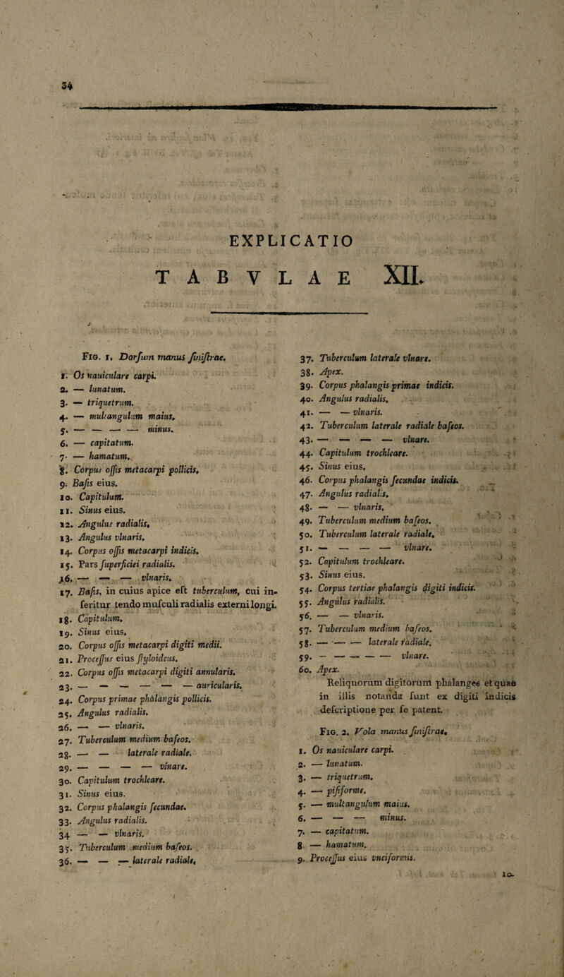 « 34 «|H EXPLICATIO T A B y L A E XIL ■. t» 'T» Fig. i» Dorfum manus Jlniftrae. 1. Os Mani culare carpi. 2. — lunatum. 3. — triquetrum. 4. — multangulum maius, 5. — — —• —• minus. 6. — capitatum. 7. — hamatum»„ Corpus offis metacarpi pollicis, 9; Bafis eius. 1 o. Capitulum. xi. Si«ns eius. 12. Angulus radialis, 13. Angulus vlnaris, 14. Corpus offis metacarpi indicis. 15. Pars fuperficiei radialis. 16. —■ — — vlnaris. ty. Bafis, in cuius apice eft tuberculum, cui in- feritur tendo mufculi radialis externi longi. jg. Capitulum, 19. Simis eius. 20. Corpus offis metacarpi digiti medii. 21. Procejfus eius Jlyloidcus. 22. Corpus offis metacarpi digiti annularis. 23. — — — — — — auricularis. 24. Corpus primae phalangis pollicis. 25. Angulus radialis. 26. — — vlnaris. 27. Tuberculum medium bafeos. 2g. -—* — laterale radiale. 29. — — — — vlnare. 30. Capitulum trochleare. 31. Simis eius. 32. Corpus phalangis fecundae» 33. Angulus radialis. 34 — — vlnaris. 37. Tuberculum medium bafeos. 36. — — —- laterale radiale# . ,1 01 37. Tuberculum laterale vlnare. 38. 39. Corpus phalangis primae indicis. 40. Angulus radialis, 41. — — vlnaris. 42. Tuberculum laterale radiale bafeos. 43. — — — vlnare. \ 44. Capitulum trochleare. 47. Simis eius. 46. Corpus phalangis fecundae indicis. 47. Angulus radialis, 48- - — vlnaris, 49, Tuberculum medium bafeos, 50, Tuberculum laterale radiale, 51. — — — — vlnare. 52. Capitulum trochleare. 73. Sijiws eius. 54. Corpus tertiae phalangis digiti indicis. 57. Angulus radialis. 5 6. — — vlnaris. 57. Tuberculum medium bafeos. 58- —-laterale fadiale. 59. — — — •— vlnare. 60, Apex. Reliquorum digitorum phalangee et quae in illis notanda funt ex digiti indicis defcriptione per fe patent. w c •J Fig, 2. Vola mantis finiftrat. Os nauiculare carpi. — lunatum. — triquetrum. —. pififorme. — multangulum maius. 6, — — — minus. 7. — capitatum. g — hamatum. 9. Procejfus eius vnciformis. ICX