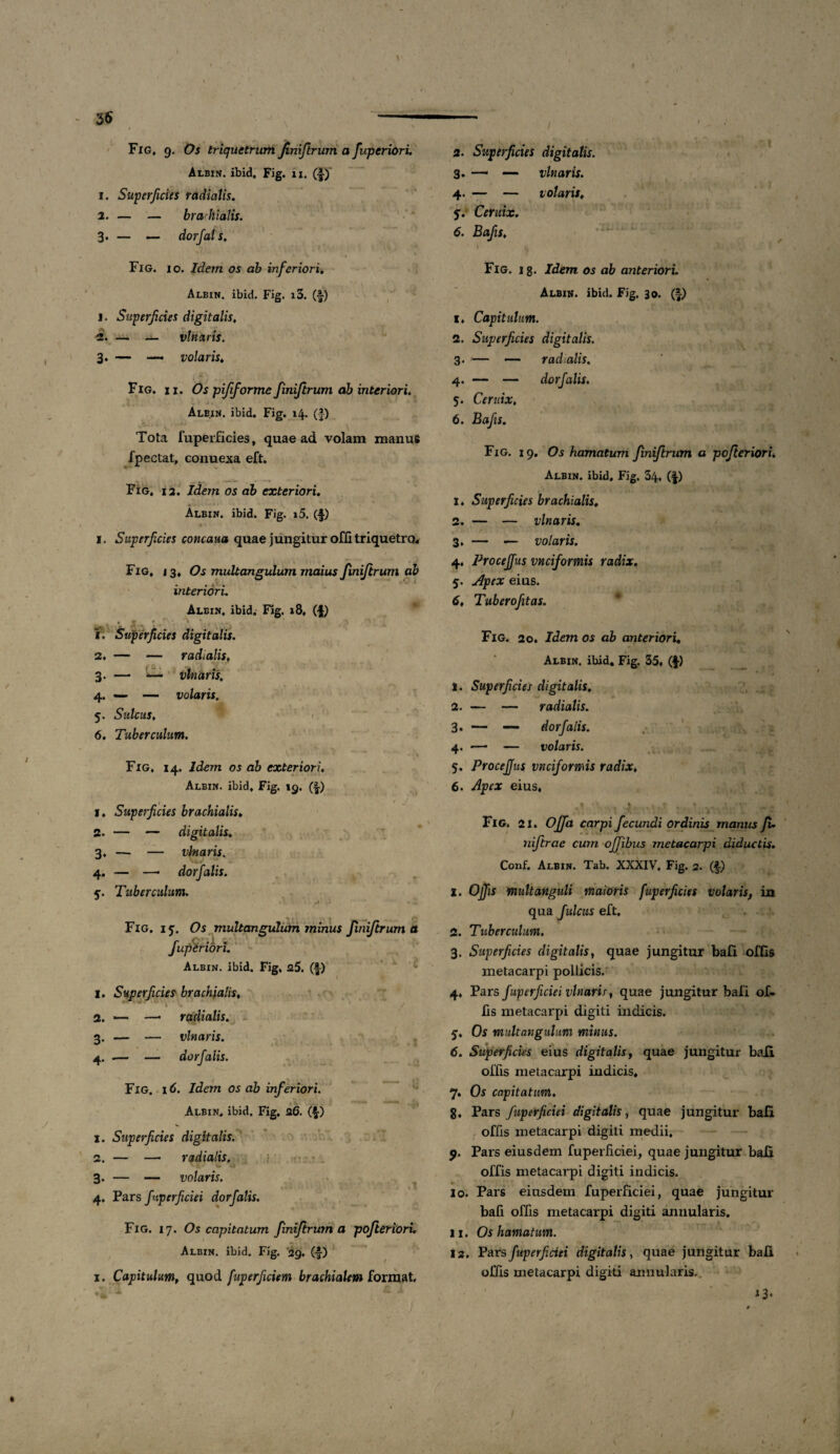 ♦ 3$ Fig, 9. Os triquetrum Jiniftrum a fuperiori. Albin. ibid. Fig. 11. (f) 1. Superficies radialis. 2. — — brachialis. 3. — — dorfals, Fig. io. Idem os ab inferiori. Albin. ibid. Fig. i3. (£) j. Superficies digitalis, 2. — — vlnaris. 3. — — volaris. Fig. ii. Os pijiforme finiftrum ab interiori. Albin. ibid. Fig. 14. (f) Tota fuperficies, quae ad volam manus fpectat, conuexa eft. Fig. ia. Idem os ab exteriori. Albin. ibid. Fig. i5. (f) ♦ 1. Superficies concaua quae jungitur offi triquetro, Fig. i 3, Os multangulum maius Jiniftrum ab interiori. Albin, ibid. Fig. 18, (•§) -• - 1 1. Superficies digitalis. 2. — — radialis, 3. — ’■>— vlnaris. 4. — — volaris. 5. Sulcus, 6. Tuberculum. Fig, 14. Idem os ab exteriori. Albin. ibid, Fig. 19. (f-) 1. Superficies brachialis. 2. — — digitalis. 3. — — vlnaris. 4. — —• dor falis. 5. Tuberculum. Fig. iy. Os multangulum minus finiftrum a fupZribri. Albin. ibid. Fig, 25. (f) 1. Superficies brachialis, 2. — —• radialis. 3. — — vlnaris. 4. — — do rfalis. Fig. i 6. Idem os ab inferiori. t'u - i -- Albin. ibid. Fig. 26. (£) x. Superficies digitalis. 2. — — radialis, 3. — — volaris. 4. Pars fuperficiei dorfalis. Fig. 17. Os capitatum finiftrum a pofteriori. Albin. ibid. Fig. 29. (f) 1. Capitulumf quod fuperficiem brachialem format xv 2. Superficies digitalis. 3. — — vlnaris. 4. — — volaris, y. Ceruix. 6. Bafis, 1 l * T 1 Fig. i g. Idem os ab anteriori. Albin. ibid. Fig, 30. (f) x. Capitulum. 2. Superficies digitalis. 3. — —- radulis. 4. — — dorfalis. 5. Ceruix. 6. Bafis. Fig. 19. Os hamatum finiftrum a pofteriori. Albin. ibid, Fig. 34. (f) 1. Superficies brachialis. 2. — — vlnaris. 3. — — volaris. 4. Proceffus vnciformis radix. y. eius. 6, Tuberofitas. Fig, 20. Idem os ab anteriori. Albin. ibid, Fig. 35, ($•) 1. Superficies digitalis, 2. — — radiatis. 3. — — dorfalis. 4. — — volaris. 5. Proceffus vnciformis radix, 6. Apex eius, • * , y *• i . ~ Fig. 2 i. Offa carpi fecundi ordinis manus fu niftrae cum offibus metacarpi diductis. Conf. Albin. Tab. XXXIV. Fig. 2. ($) X. Offis multanguli maioris fuperficies volaris, in qua fulcus eft, 2. Tuberculum. 3. Superficies digitalis, quae jungitur bali offis metacarpi pollicis. 4. Pars fupcrficiei vlnaris y quae jungitur bafi of¬ fis metacarpi digiti indicis, y. Os multangulum minus. 6. Superficies eius digitalis, quae jungitur bafi offis metacarpi indicis, 7. Os capitatum. 8. Pars fuperficiei digitalis, quae jungitur bafi offis metacarpi digiti medii, 9. Pars eiusdem fuperficiei, quae jungitur bafi offis metacarpi digiti indicis. 10. Pars eiusdem fuperficiei, quae jungitur bafi offis metacarpi digiti annularis. 11. Os hamatum. 12. Pars fuperficiei digitalis, quae jungitur bafi offis metacarpi digiti annularis, 13.