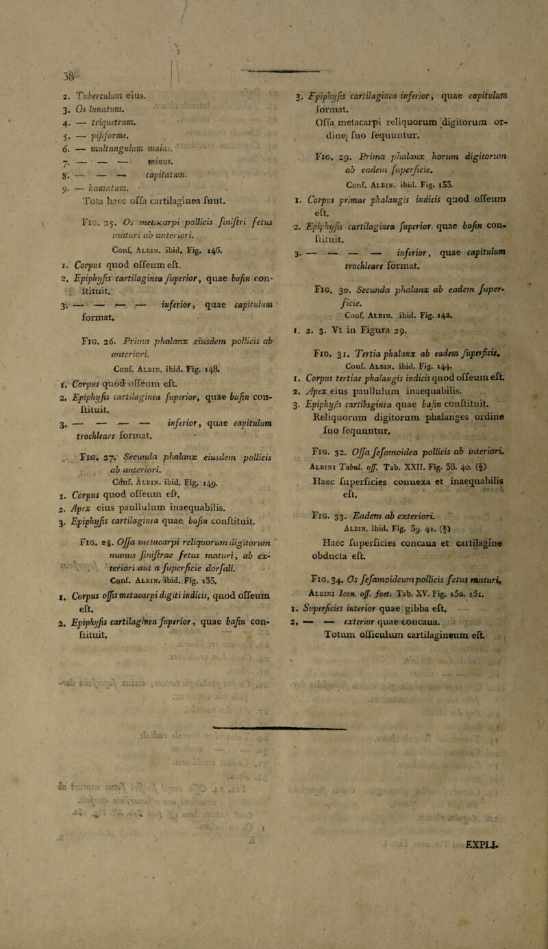 33 Tuberculum eius. Os lunatum. — triquetrum, — pifijorme. — multangulum maius. —• — — minus. — — — capitatum. — hamatum. ) Tota Iiaec offa cartilaginea funt. Fig, 25. Os metacarpi pollicis finiftri fetus maturi c.b anteriori. Conf. Albin. ibici, Fig, 146, 1. Corpus quod offeumeft. 2. Epiphijfis cartilaginea /aperior, quae bafin con- ftituit. 3. — — — —1 inferior, quae capitulum format, \ t1* Fig. 26. Primci phalanx eiusdem pollicis ab anteriori. Conf. Albin. ibid. Fig. 148. 1, Corpus quod offeum eft. 3. Epiphijfis cartilaginea [aperior, quae bafin con¬ futuit. 3, — — -— — inferior, quae capitulum trochleare format, 1 • ' • -  Fig, 27, Secunda phalanx eiusdem pollicis ab anteriori. Cdnf. Albin. ibid. Fig. 149. 1. Corpus quod offeum eft, 2. Apex eius paullulum inaequabilis. 3. Epiphijfis cartilaginea quae bafin conftituit. Fig. 28. Offa metacarpi reliquorum digitorum manus Jiniftrae fetus maturi, ab ex- iVr,?, teriori aut a fuperficie dorfali. Conf. Albin. ibid. Fig. i33. i. Corpus ojfis metacarpi digiti indicis, quod offeum eft. 3, Epiphijfis cartilaginea fuperior, quae bafin con¬ ftituit, 3, Fpiphjfis cartilaginea inferior, quae capitulum format. Offa metacarpi reliquorum digitorum or- dinej fuo fequuntur. t. ‘1 yy, , ‘ Fig, 29. Prima phalanx horum digitorum ab eadem fuperficie, Conf. Albin. ibid. Fig. i33. 1. Corpus primae phalangis indicis quod offeum eft, 2. Epiphijfis cartilaginea fuperior- quae bafin con¬ ftituit. 3. — — — — inferior, quae capitulum trochleare format. Fig, 30, Secunda phalanx ab eadem fuper¬ ficie. Conf. Albin. ibid. Fig. i42» 1. 2. 3- Vt in Figura 29. Fig. 31. Tertia phalanx ab eadem fuperficie, Conf. Albin. ibid. Fig. 144* 1. Corpus tertiae phalangis indicis quod offeum eft. 2. Apex eius paullulum inaequabilis. 3. Epiphijfis cartilaginea quae bafin conftituit. Reliquorum digitorum phalanges ordine fuo fequuntur, 4 C * • -* > • ‘ Fig. 32, Offa fefamoidea pollicis ab interiori. Albini Tabui, ojf. Tab. XXII. Fig. 38. 40. (f) Haec fu perficies conuexa et inaequabilis eft, I . i » ' Fig. 33. Eadem ab exteriori. Albin. ibid. Fig. 69. 41. (f) Haec fuperficies concaua et cartilagine obducta eft. Fig. 34, Os fefamoideumpollicis fetus maturi9 Albini Icon. ojf. foet. Tab. XV. Fig. i5o. i5x, 1. Superficies interior quae gibba eft, 2, — — exterior quae concaua. Totum officulum cartilagineum eft *TW I V: \ SfSIUO EXPU- 1
