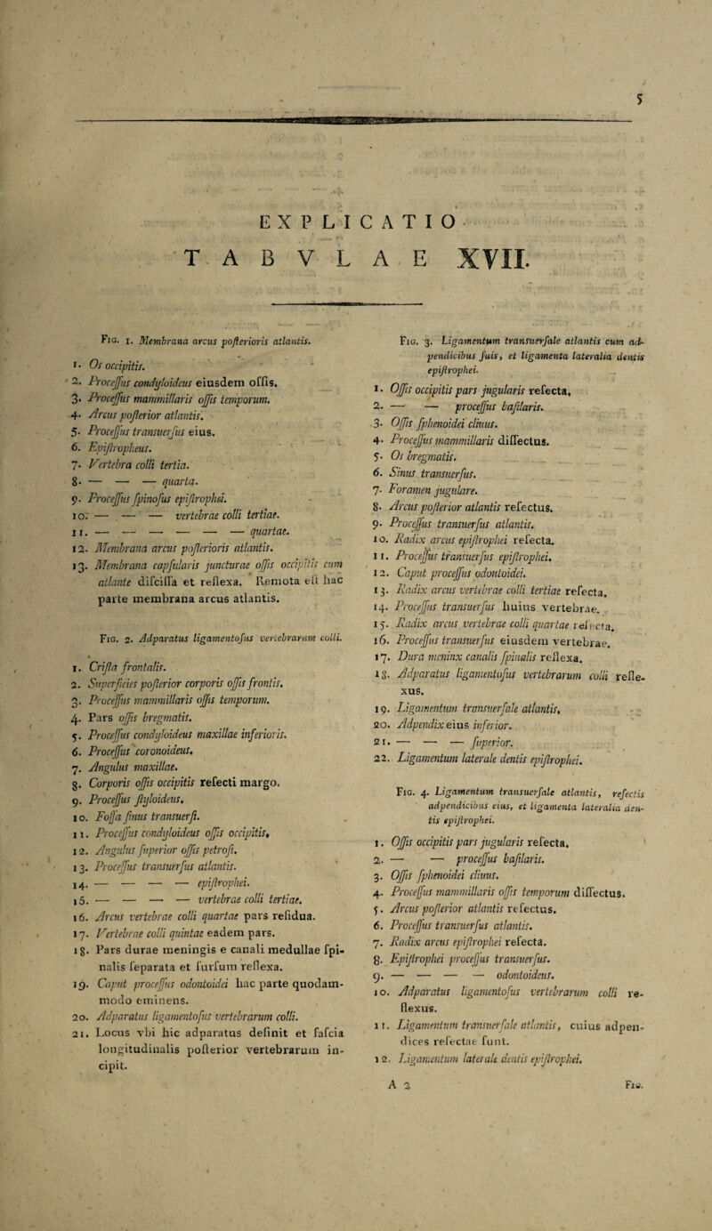 CQ vf 5 V* 'T- A B V L A E XVII. ' • * * Fig. i. Membrana arcus pojlerioris atlantis. 1 • Os occipitis. 2. Proceffus condyloideus eiusdem offis* 3* Proceffus mammillaris offis temporum. 4- Arcus poferior atlantis. 5- ProceJJus transuerfus eius. 6. Epijhopheus. 7. Vertebra colli tertia. 8» — — — quarta. 9. Proceffus fpinofus epifrophei. 10. — .— — vertebrae colli tertiae. ■ ^ 12. Membrana arcus pojlerioris atlantis. 13. Membrana capfularis juncturae offis occipitis cum atlante difeifia et reflexa. Remota e fi hac parte membrana arcus atlantis. Fig. 2. Adparatus ligamentofns vertebrarum colli. 1. Crifa frontalis. 2. Superficies poferior corporis offis frontis, . Proceffus mammillaris offis temporum. . Pars offis bregmatis, 5. Proceffus condyloideus maxillae inferioris. 6. Proceffus coronoideus♦ 7. Angulus maxillae. g. Corporis offis occipitis refecti margo. 9. Proceffus fyloideus, 10. Fojja finus transuerfi. 11. Proceffus condyloideus offis occipitis« 12. Angulus fu perior offis petrof, 13. Proceffus transuerfus atlantis. 14. — — — — epifrophei. j 5. — — —■ — vertebrae colli tertiae, 16. Arcus vertebrae colli quartae pars refidua. 17. Vertebrae colli quintae eadem pars. ig. Pars durae meningis e canali medullae fpi- nalis feparata et furfum reflexa. 19. Caput proceffus odontoidei liac parte quodam¬ modo eminens. 20. Adparatus ligamentofns vertebrarum colli. 21. Locus vbi hic adparatus definit et fafeia longitudinalis pofterior vertebrarum in¬ cipit. Fig. 3. Ligamentum transuerfalc atlantis cum ad- pendicibus fuis, et ligamenta lateralia dentis epijlrophei. 1- Offis occipitis pars jugularis refecta, 2. — — proceffus baflaris. 3■ Offis fphenoidei cimus. 4- Procefus mammillaris diflectus. 5 • Os bregmatis. 6. Sinus transuerfus. 7. Foramen jugulare. 8- Arcus pojlerior atlantis refectus. 9. Proceffus transuerfus atlantis. 1 o. Radix arcus epijlrophei refecta. 11. Proceffus transuerfus epifrophei. 12. Caput proceffus odontoidei. 13. Radix arcus vertebrae colli tertiae refecta, 14. Proceffus transuerfus liuius vertebrae. 15. Radix arcus vertebrae colli quartae relecta. 16. Proceffus transuerfus eiusdem vertebrae. 17. Dura meninx canalis fpinalis reflexa. 18- Adparatus ligamentofns vertebrarum colli refle¬ xus. 19. Ligamentum transuerfale atlantis, 20. Adpendixeius inferior. 21. — —• — f/perior. 22. Ligamentum laterale dentis epifrophei. Fig. 4. Ligamentum transuerfale atlantis, refectis adpendicibus eius, et ligamenta lateralia nen¬ tis epijtrophei. 1. Offis occipitis pars jugularis relecta. 2. — •— proceffus bafilaris. 3. Offis fphenoidei cliuus. 4. Proceffus mammillaris offis temporum diflectus. 5. Arcus po ferior atlantis refectus. 6. Proceffus transuerfus atlantis. 7. Radix arcus epifrophei refecta. 8. Epijlrophei procefjus transuerfus. 9. — — — — odontoideus. 10. Adparatus ligamentofus vertebrarum colli re¬ flexus. it. Ligamentum transuerfale atlantis, cuius adpen- dices refectae funt. 12. Ligamentum laterale dentis epijlrophei, A 2 Fi«.