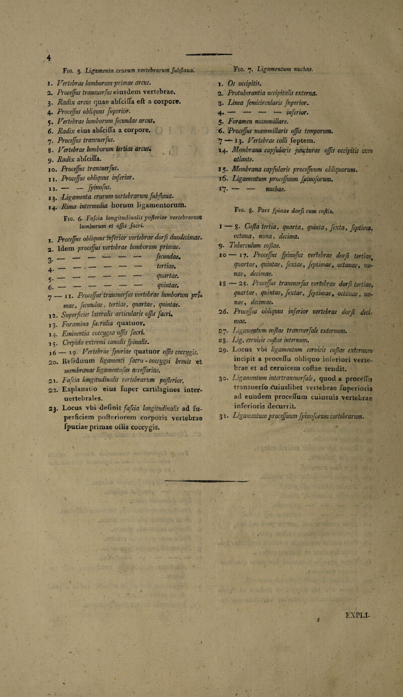 t Fig. 5. Ligamenta crurum vertebrarum fubjlaua. 1. Vertebrae lumborum primae arcus. 2. Procejfus transuerfus eiusdem vertebrae» 3. Radix arcus quae abfcifla eft a corpore. 4» Procejfus obliquus fuperior. 5. Vertebrae lumborum fecundae arcus» 6. Radix eius abfcifla a corpore. 7. Procejfus transuerfus. 8. Vertebrae lumborum tertiae arcus• \ I 9. Radix abfcifla. 10. Procejfus transuerfus. 11. Procejfus obliquus inferior. 2 2. — — fpinofus. 13. Ligamenta crurum vertebrarum fubflautx. 14. Rima intermedia liorum ligamentorum. Fig. 6- Fafcia longitudinalis poflerior vertebrarum lumborum et offis facri. Procejfus obliquus-inferior vertebrae dorfi duodecimae. Idem proceffus vertebrae lumborum primae. _ — >— — — fecundae. _ .— , — — — —■ tertiae♦ _ — — — — —• quintae» _11. Proceffus transuerfus vertebrae lumborum 'pfi* mae, fecundae, tertiae, quartae, quintae. 12. Superficies lateralis articularis offis facru 13. Foramina factalia quatuor. 14. Eminentia coccygea offis facri. i 5. Crepido extremi canalis fpinalis. 16 — 19- Vertebrae fpuriae quatuor offis coccygis. 20. Refiduum ligamenti f aero-coccygei breuis et membranae ligamentofae accefforiae. 21. Fafcia longitudinalis vertebrarum pofierior. 22. Explanatm eius fuper cartilagines inter- uertebrales. 23. Locus vbi -definit fafcia longitudinalis ad fu- perficiem pofteriorem corporis vertebrae fpuriae primae ollis coccygis. 1. 2. * 3* 4- 5- 6. 7- Fig. 7. Ligamentum nuchae. 1. Os occipitis. 2. Protuberantia occipitalis externa. 3. Linea femicircularis Jhperior. 4. — —1 — — inferior. 5. Foramen mammillare. <S. Procejfus mammillaris offis temporum. '7 *-*- 13. Vertebrae colli feptem. 14. Membrana capfularis juncturae offis occipitis cum atlante. 15. Membrana capfularis proceffmm obliquorum. 16. Ligamentum proceffmm fpinoforwn. 17. — — nuchae. Fig. 8. Pars f pina e dorfi cum coftis. 1 — 8- Cofia tertia, quarta, quinta, /exta, feptima, octaua, wornz, decima. 9. Tuberculum cofia e. 20 — 17. Procejfus fpinofus vertebrae dorfi tertiae quartae, quintae, fextae, feptimae, octavae, no¬ nae, decimae. 18 —2?. Proceffus transuerfus vertebrae dorfi tertiae, quartae, quintae, fextae, feptimae, octavae , no¬ nae, decimae. 2(5. Procejfus obliquus inferior vertebrae dorfi deci¬ mae. 27. Ligamentum cofiae transuerfale externum. 2 §. L/g. cernicis cofiae internum. 29. Locus vbi ligamentum cervicis cofiae externum incipit a proce flu obliquo inferiori verte¬ brae et ad ceruicem coitae tendit. 30. Ligamentum intertransuerfale, quod a procella transuerfo Cuiuslibet vertebrae fuperioris ad eundem procelTum cuiusuis vertebrae inferioris decurrit. 31. Ligamentum proceffuum fpinoforum vertebrarum. A EXPLI-