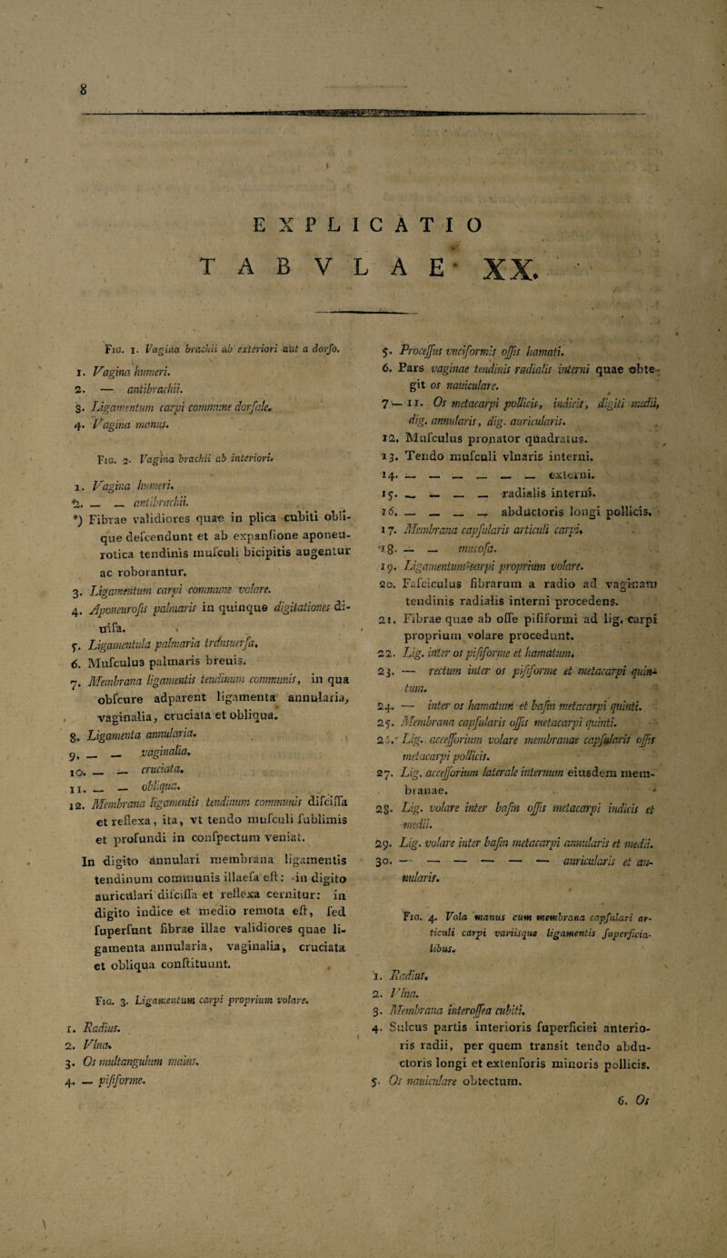 i in mi EXPLICATIO T A B V L A E XX. Fig. i. Vagina brachii ab exteriori aut a dorfo, * . 1. Vagina humeri. 2. — antibrachii. 3. Ligamentum carpi commune dorfale, 4. Vagina manus* Fig. 2- Vagina brachii c.b interiori• 1. Vagina humeri. % __ _ antibrachii. *) Fibrae validiores quae* in plica cubiti obli¬ que defeendunt et ab expanfione aponeu¬ rotica tendinis inuiculi bicipitis augentur ac roborantur. 3. Ligamentum carpi commune velare. 4. Aponeurofis palmaris in quinque digitationes di- uifa. 5-. Ligamentula palmaria trdnsuerfa, 6. Mufculus palmaris breuis. 7. Membrana ligamentis tendinum communis, in qua * obfcure adparent ligamenta annularia, . vaginalia, cruciata et obliqua. g. Ligamenta annularia. _ _ vaginalia. 2 Q.m . __ c} ucicda. j j, , __ obliqua. 12. Membrana ligamentis tendinum communis difeifla et reflexa, ita, vt tendo mufculi 1’ublimis et profundi in confpectum veniat. In digito annulari membrana ligamentis tendinum communis illaefa eft: in digito auriculari difeiffa et reflexa cernitur: in digito indice et medio remota eft, fed fuperfunt fibrae illae validiores quae li¬ gamenta annularia, vaginalia, cruciata et obliqua conftituunt. Fig. 3. Ligamentum carpi proprium volare. 1. Radius. 2. Vina* 3. Os multangulum maius. 4. — pififorme. •> J . 5. Proceffus vneformis ojps hamati. 6. Pars vaginae tendinis radialis interni quae obte¬ git os nani culare. 7~.11. Os metacarpi pollicis, indicis, digiti medii, dig. annularis, dig. auricularis. 12, Mufculus pronator quadratus. 13, Tendo mufculi vlnaris interni. 14, ________ _ externi, v 15:. «_ _ _ _ radialis interni. 16. — _ _ _ abductoris longi pollicis, 17. Membrana capfularis articuli carpi, 18. — — mucofa. 19. Ligamentum:carpi proprium volare. 20. Fafciculus fibrarum a radio ad vaginam tendinis radialis interni procedens. 21. Fibrae quae ab ofle pififormi ad lig. carpi proprium volare procedunt. 22. Lig. hiter os pififorme et hamatum, 23. — rectum inter os pififorme et metacarpi quin- tum. 24. — inter os hamatum et bajhi metacarpi quinti. 25. M mbrana capfularis ops metacarpi quinti. 2V Lig. aceePorium volare membranae capfularis ops metacarpi pollicis. 27. Lig. accepormm laterale internum eiusdem mem¬ branae. 28* Lig. volare inter bafin ops metacarpi indicis et medii. ■ > - 29. Lig. volare inter bafin metacarpi annularis et medii. 30. — — — — — — auricularis et an¬ nutaris. Fig. 4. Vola manus cum membrana capfulari ar¬ ticuli carpi variis que ligamentis Superficia¬ libus. 1. Radius, 2. Vina. 3. Membrana interofea cubiti, 4. Sulcus partis interioris fuperfleiei anterio¬ ris radii, per quem transit tendo abdu¬ ctoris longi et extenforis minoris pollicis. 5. Os naviculare obtectum. 6. Os i