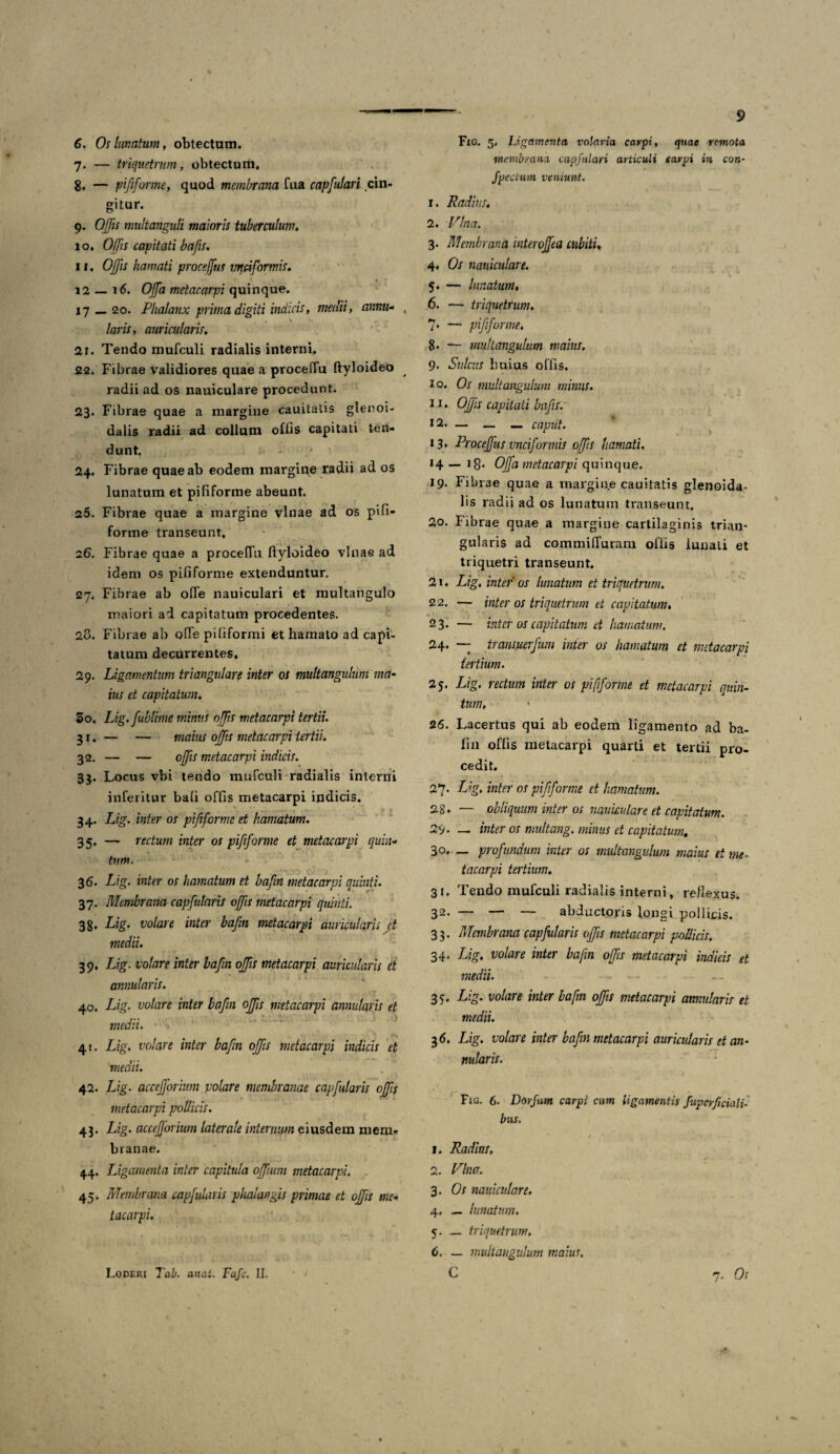 9 6. Os Innatum, obtectum. 7. — triquetrum, obtectum, 8, — pififorme, quod membrana fua capfulari cin¬ gitur. 9. Offis multanguli maioris tuberculum, 10, Offis capitati bafis. 11, Offis hamati proceffus urici formis. i2__i6. Offa metacarpi quinque. 17 — 20. Phalanx prima digiti indicis, medii, annu- , laris, auricularis. 2r. Tendo mufculi radialis interni. 22. Fibrae validiores quae a proceftu ftyloideo radii ad os nauiculare procedunt. 23. Fibrae quae a margine cauitatis glenoi¬ dalis radii ad collum oflis capitati ten¬ dunt. 24. Fibrae quae ab eodem margine radii ad os lunatum et pififorme abeunt. 25. Fibrae quae a margine vlnae ad os pifi¬ forme transeunt, 26. Fibrae quae a procefTu ftyloideo vlnae ad idem os pififorme extenduntur. 27. Fibrae ab ofte nauiculari et multangulo maiori ad capitatum procedentes. 28. Fibrae ab ofte pififormi et hamato ad capi¬ tatum decurrentes. 29. Ligamentum triangulare inter os multangulum ma¬ ius et capitatum. 30. Lig.fublime mimis offis metacarpi tertii. 31. — — maius offis metacarpi tertii. 3 2. — — offis metacarpi indicis. 33. Locus vbi tendo mufculi radialis interni inferitur bafi offis metacarpi indicis. 34. Lig. inter os pififorme et hamatum. 35. — rectum inter os pififorme et metacarpi quin¬ tum. 36. Lig. inter os hamatum et bafn metacarpi quinti. 37. Membrana capfutaris offis metacarpi quinti. 38. Lig. volare inter bafin metacarpi auricularis et medii. 39. Lig. volare inter bafin offis metacarpi auricularis et annularis. 40. Lig. volare inter bafin offis metacarpi annularis et medii. 41. Lig, volare inter bafin offis metacarpi indicis et medii. 42. Lig. accefforium volare membranae capfularis offis metacarpi pollicis. 43. Lig. accefforium laterale internum eiusdem mem¬ branae. 44. Ligamenta inter capitula offium metacarpi. 45. Membrana capfularis phalangis primae et offis me¬ tacarpi. Fxg. 5. Ligamenta volaria carpi, quae remota membrana capfulari articuli carpi in con- Jpecbum veneunt. 1. Radius. 2. Pina. 3. Membrana interoffea cubiti, 4. Os nauiculare. 5. — lunatum, 6. — triquetrum, 7* — pififorme. 8* — multangulum maius. 9. Sulcus huius offis. 10. Os multangulum minus. 11. Offis capitati bafis. — — — caput. 13, Proceffus vnciformis offis hamati. 14 — 1 g. Offa metacarpi quinque. 19. Fibrae quae a margiqe cauitatis glenoida¬ lis radii ad os lunatum transeunt. 20. Fibrae quae a margine cartilaginis trian¬ gularis ad commifturam offis lunati et triquetri transeunt. 21. Lig, inter' os lunatum et triquetrum. 22. — inter os triquetrum et capitatum, 23. — intei' os capitatum et hamatum. 24. — transuerfum inter os hamatum et metacarpi tertium. 25. Lig. rectum inter os pififorme et metacarpi quin¬ tum. 26. Lacertus qui ab eodem ligamento ad ba¬ fin offis metacarpi quarti et tertii pro¬ cedit. 27. Lig. inter os pififorme et hamatum. 28. — obliquum inter os nauiculare et capitatum. 29. — inter os multang. minus et capitatum. 30., _ profundum inter os multangulum maius et me- tacarpi tertium. 31. Tendo mufculi radialis interni, reflexus. 32. — — — abductoris longi pollicis. 33. Membrana capfularis offis metacarpi pollicis, 34. Lig. volare inter bafin offis metacarpi indicis et medii. 35. Lig. volare inter bafin offis metacarpi annularis et medii. 36. Lig. volare inter bafin metacarpi auricularis et an¬ nularis. Fig. 6. Dorftim carpi cum ligamentis Superficiali- bus. 1. Radius, 2. Pina. 3. Os nauiculare. 4. — lunatum. 5. — triquetrum. 6. — multangulum maius,