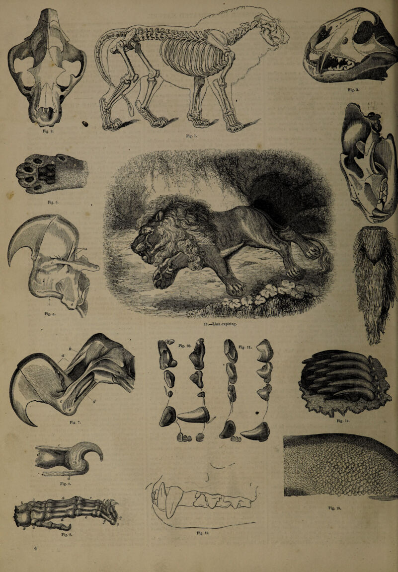 Fig. 12. Fig. 14. Fig. 15. 16.—Lion expiring. Fig. 9. Fig. 3. d Fig. 8.