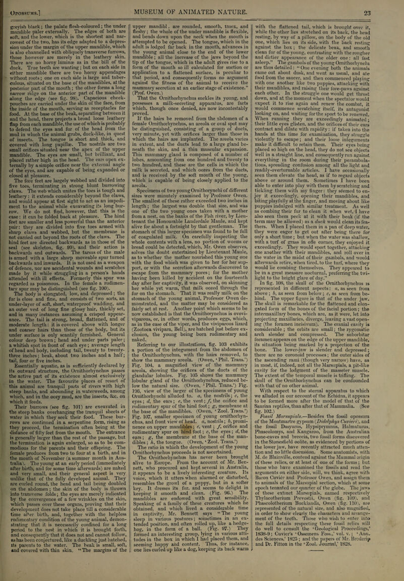greyish black; the palate flesh-coloured; the under mandible paler externally. The edges of both are soft, and the lower, which is the shortest and nar¬ rowest of the two, has its edge adapted to a depres¬ sion under the margin of the upper mandible, which is also channelled with obliquely transverse furrows, those however are merely in the leathery skin. There are no horny lamina as in the bill of the duck. True teeth are wanting; but on each side in either mandible there are two horny appendages without roots; one on each side is large and tuber¬ culous, situated on the base of the mandibles, at the posterior part of the mouth ; the other forms a long narrow ridge on the anterior part of the mandible along the edge (see fig. 98). Capacious cheek- pouches are carried under the skin of the face, from the inside of the mouth, serving as receptacles for food. At the base of the beak, separating between it. and the head, there projects a broad loose leathery flap from each mandible, the use of which is probably to defend the eyes and fur of the head from the mud in which the animal grubs, duck-like, in quest of insects. The tongue is short and thick, and covered with long papillae. The nostrils are two small orifices situated near the apex of the upper mandible. The eyes are small, but brilliant, and placed rather high in the head. The ears open ex¬ ternally by a simple orifice near the external angle of the eyes, and are capable of being expanded or closed at. pleasure. The fore feet are largely webbed and divided into five toes, terminating in strong blunt burrowing claws. The web which unites the toes is tough and leathery: it extends considerably beyond the claws, and would appear at first sight to act as an impedi¬ ment to the animal while excavating its long bur¬ row. We do not find, however, that this is the case : it can be folded back at pleasure. The hind feet are smaller and less powerful than the anterior pair: they are divided into five toes armed with sharp claws and webbed, but the membrane is not carried out beyond the roots of the claws. The hind feet are directed backwards as in those of the seal (see skeleton, fig. 99), and their action is backwards and outwards. The tarsus of the male is armed with a large sharp moveable spur turned backwards and inwards. It is not used as a weapon of defence, nor are accidental wounds and scratches made by it. while struggling in a person’s hands attended with ill effects. Formerly this spur was regarded as poisonous. In the female a rudimen¬ tary spur may be distinguished (see fig. 100). The body is elongated, low, and depressed; the fur is close and fine, and consists of two sorts, an under-layer of soft, short, waterproof wadding, and an outer vest of long fine glossy hair, thickly set, and in many instances assuming a crisped appear¬ ance. The tail is strong, broad, flattened, and of moderate length: it is covered above with longer and coarser hairs than those of the body, but its under surface is only scantily furnished. General colour deep brown; head and under parts paler; a whitish spot in front of each eye ; average length of head and body, including tail, twenty to twenty- three inches; beak, about two inches and a half; tail, four or five inches. Essentially aquatic, as is sufficiently declared by its outward structure, the Ornithorhynchus passes the active part of its existence almost exclusively in the water. The favourite places of resort of this animal are tranquil parts of rivers with high steep banks, and abounding in waterweeds, among which, and in the oozy mud, are the insects, &c. on which it feeds. Their burrows (see fig. 101) are excavated in the steep banks overhanging the tranquil sheets of water in which they seek their food. These bur¬ rows are continued in a serpentine form, rising as they proceed, the termination often being at the distance of fifty feet from the mouth. The entrance is generally larger than the rest of the passage, but the termination is again enlarged, so as to be com¬ modious for the parents and their offspring. The female produces from two to four at a birth, and in the month of November (a summer month in Aus¬ tralia). Theyoungatan early period (immediately after birth, and for some time afterwards) are naked and very small, and their general aspect is very unlike that of the fully developed animal. They are curled round, the head and tail being doubled on the abdomen ; the skin of the body is thrown into transverse folds; the eyes are merely indicated by the convergence of a few wrinkles on the skin, which passes over these organs, proving that their development does not take place till a considerable time after birth, and, together with the helpless rudimentary condition of the young animal, demon¬ strating that it is necessarily confined for a long period to the nest in which it is brought forth, and consequently that it does not and cannot follow, as has been conjectured, like a duckling just hatched, its parents to the water. The beak is small, soft, and covered with thin skin. ‘* The margins of the | upper mandibl. are rounded, smooth, tmck, and fleshy; the whole of the under mandible is flexible, and bends down upon the neck when the mouth is attempted to be opened. The tongue, which in the adult is lodged far back in the mouth, advances in the young animal close to the end of the lower mandible; all the increase of the jaws beyond the tip of the tongue, which in the adult gives rise to a form of the mouth so ill calculated for suction or application to a flattened surface, is peculiar to that period, and consequently forms no argument against the fitness of the animal to receive the mammary secretion at an earlier stage of existence.” (Prof. Owen.) That the Ornithorhynchus suckles its young, and possesses a milk-secreting apparatus, are facts which, though once denied, are now incontestably proved. If the hairs be removed from the abdomen of a female Ornithorhynchus, an areola or oval spot may be distinguished, consisting of a group of ducts, very minute, yet with orifices larger than those in which the hairs are implanted. The areola varies in extent, and the ducts lead to a large gland be¬ neath the skin, and a thin muscular expansion. This mammary gland is composed of a number of lobes, amounting from one hundred and twenty to two hundred, and these are the cells in which the milk is secreted, and which oozes from the ducts, and is received by the soft mouth of the young, which is capable of being closely applied to the areola. Specimens of two young Ornithorynchi of different sizes were minutely examined by Professor Owen. The smallest of these rather exceeded two inches in length ; the largest was double that size, and was one of the two young ones taken with a mother from a nest, on the banks of the Fish river, by Lieu¬ tenant the Honourable Lauderdale Maule, and kept alive for about a fortnight by that gentleman. The stomach of this larger specimen was found to be full of coagulated milk. On carefully inspecting the whole contents with a lens, no portion of worms or bread could be detected, which, Mr. Owen observes, solves the doubt entertained by Lieutenant Maule, as to whether the mother nourished this young one with the food which was given to her for her sup¬ port, or with the secretion afterwards discovered to escape from the mammary pores; for the mother having been killed by accident on the fourteenth day after her captivity, it was observed, on skinning her while yet warm, that milk oozed through the fur on the stomach. That it was really milk on the stomach of the young animal. Professor Owen de¬ monstrated, and the matter may be considered as fairly set at rest. Another point, which seems to be now established is that the Ornithorynchus is ovovi- ! viparous, or, in other words, produces eggs, which, as in the case of the viper, and the viviparous lizard (Zootoca vivipara, Bell), are hatched just before ex¬ clusion, the young being born rudimentary and naked. Referring to our illustrations, fig. 103 exhibits a portion of the integument from the abdomen of i the Ornithorhynchus, with the hairs removed, to show the mammary areola. (Owen, ‘ Phil. Trans.’) Fig. 104, a magnified view of the mammary areola, showing the orifices of the ducts of the glandular lobules. Fig. 105 shows the mammary lobular gland of the Ornithorhynchus, reduced be¬ low the natural size. (Owen, ‘ Phil. Trans.’) Fig. 10G, view of the larger of the specimens of young Ornithorhynchi alluded to. a, the nostrils; c, the eyes ; d, the ears ; e, the vent; /, the orifice and rudimentary spur of the hind foot; g, membrane at the base of the mandibles. (Owen, ‘ Zool. Trans.’) Fig. 107, smaller specimen of young ornithorhyn¬ chus, and front view of head, a, nostrils; b, promi¬ nence on upper mandibles; e, vent; /, orifice and rudimentary spur on hind foot; c, the eyes ; d, the j ears; g, the membrane at the base of the man- ; dibles ; h, the tongue. (Owen, ‘ Zool. Trans.’) | The ratio in which the development of the young i Ornithorhynchus proceeds is not ascertained. The Ornithorhynchus has never been brought ' alive to Europe. From the account of Mr. Ber.- I nett, who procured and kept several in Australia, I it appears to be a lively interesting creature. Its voice, which it utters when alarmed or disturbed, resembles the growl of a puppy, but in a softer key. It dresses its fur. and seems to delight in keeping it smooth and clean. (Fig. 9G.) The mandibles are endowed with great sensibility. Speaking of a family of these creatures which he i obtained, and which lived a considerable time I in captivity, Mr. Bennett says “ The young j sleep in various postures; sometimes in an ex¬ tended position, and often rolled up, like a hedge¬ hog, in the form of a ball. (Fig. 97.) They formed an interesting group, lying in various atti¬ tudes in the box in which I had placed them, and seeming happy and content. Thus, for instance, j one lies curled up like a dog, keeping its back warm J with the flattened tail, which is brought over it, while the other lies stretched on its back, the head resting, by way of a pillow, on the body of the old one, which lies on its side, with the back resting against the box ; the delicate beak, and smooth clean fur of the young, contrasting with the rougher and dirtier appearance of the older one: all fast asleep.” The gambols of the young Ornithorhynchi are thus detailed: “ One evening both the animals came out about dusk, and went as usual, and ate food from the saucer, and then commenced playing with one another like two puppies, attacking with their mandibles, and raising their l'ore-paws against each other. In the struggle one would get thrust down, and at the moment when the spectator would expect it to rise again and renew the combat, it would commence scratching itself, its antagonist looking on, and waiting forthe sport to be renewed. When running they are exceedingly animated; their little eyes glisten, and the orifices of their ears contract and dilate with rapidity: if taken into the hands at this time for examination, they struggle violently to escape; and their loose integuments make it difficult to retain them. Their eyes being placed so high on the head, they do not see objects well in a straight line, and consequently run against everything in the room during their perambula¬ tions, spreading confusion among all the light and readily-overturnable articles. I have occasionally- seen them elevate the head, as if to regard objects above or around them. Sometimes I have been able to enter into play with them by scratching and tickling them with my finger: they seemed to en¬ joy it exceedingly, opening their mandibles, and biting playfully at the finger, and moving about like puppies indulged with similar treatment. As well as combing their fur to clean it when wet, I have also seen them peck at it with their beak (if the term may be allowed) as a duck would clean its fea¬ thers. When I placed them in a pan of deep water, they were eager to get out after being there for only a short time ; but when the water was shallow, with a turf of grass in one corner, they enjoyed it exceedingly. They would sport together, attacking one another with their mandibles, and roll over in the water in the midst of their gambols, and would afterwards retire, when tired, to the turf, where they would lie combing themselves. They appeared to be in a great measure nocturnal, preferring the twi¬ light to the bright glare of day.” In fig. 108, the skull of the Ornithorhynchus is represented in different aspects: a, as seen from above ; b, as seen from below; c, as seen from be¬ hind. The upper figure is that of the under jaw. The skull is remarkable for the flattened and elon¬ gated form of the bones of the facial portion ; the intermaxillary bones, which are, as it. were, let into projecting maxillaries, diverge, leaving a vast open¬ ing (the foramen incisivum). The cranial cavity is considerable ; the orbits are small: the zygomatic arch slender and compressed. The suborbitar foramen appears on the edge of the upper mandible, its situation being marked by a projection of the bone. The lower-jaw is slender and depressed; there are no coronoid processes ; the outer sides of the ascending rami (though very narrow) have, as in most, if, indeed, not all the Marsupials, a pit-like cavity for the lodgment of the masseter muscle. The extent of the temporal muscle is trifling. The skull of the Ornithorhynchus can be confounded with that of no other animal. With respect to the sternal apparatus to which we alluded in our account of the Echidna, it appears to be formed more after the model of that of the Saurian reptiles, than after that of Mammalia. (See fig. 102.) Fossil Marsupials.—Besides the fossil opossum of the Montmartre gypsum (Didelphjs Cuvieri), and the fossil Dasyurus, Hypsiprynmus, Halmaturus, Phascolomys, and Kangaroo, from the Australian bone-caves and breccia, two fossil forms discovered in the Stonesfield oolite, as evidenced by portions of the lower jaw, have recently attracted much atten¬ tion and no little discussion. Some anatomists, with M. de Blainville, contend against the Mammal origin of these relics, or at least of one of the forms; but those who have examined the fossils and read the arguments on either side, will, we think, agree with Baron Cuvier and Professor Owen, and assign them to animals of the Marsupial section, which at some epoch tenanted our quarter of the globe. The jaws of these extinct Marsupials, named respectively Thylacotherium Prevostii, Owen (fig. 109), and Phascolotherium Bucklandii, Owen (fig. 110), are represented of the natural size, and also magnified, in order to show clearly the characters and arrange¬ ment of the teeth. Those who wish to enter into the full details respecting these fossil relics will do well to consult the ‘Geological Proceedings,’ 1838-9; Cuvier’s ‘Ossemens Foss.,’ vol. v.; ‘Ann. des Sciences,’ 1825 ; and the papers of Mr. Broderip and Dr. Fitton in the ‘ Zool. Journal,’ 1828.