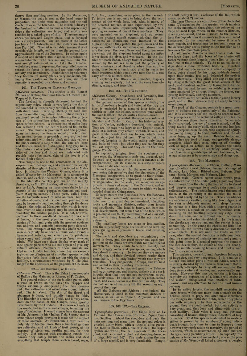degree than anything positive. In the Macaques, or Macaci, the body is stouter, the head larger in proportion, the limbs more muscular, and the tail shorter than in the Guenons. The muzzle is heavy ; the forehead is flattened behind a bold superciliary ridge; the callosities are large, and mostly sur¬ rounded by a naked space of skin. There are ample cheek-pouches, and Cuvier states that a laryngal sac is always present. The last molar of the lower jaw has a fifth tubercle, and the molars are broad (see Fig. 1G0). The tail is variable : in some it is of considerable length, and in these the general form approaches to that of the Guenons. In others again it is short and slender; and in others it is reduced to a mere tubercle. The ears are angular. The Ma¬ caci are gll natives of Asia. Like the Guenons, which they seem to represent, the long-tailed species tenant the forest in troops, and are remarkable for activity and impudence. Emboldened by tolerance they become in many places very audacious, pil¬ laging the garden and fields of grain, and their rapacity is seconded by address and cunning. 161.—The Toque, or Radiated Macaque (Macaais radiatus). This species is the Bonnet Chinois of Buffon ; the Simia Siniea of Gmelim; the Toque of F. Cuvier. The forehead is abruptly depressed behind the superciliary ridge, which is very bold; the skin of the forehead is transversely wrinkled, and covered with short hairs, diverging laterally on each side from the middle longitudinal line. These hairs are continued round the temples, following the projec¬ tion of the superciliary ridge, and occupying the space before the ears. A circular cap of rather long hair radiating from the centre is seated flat on the crown. The muzzle is prominent, and the physiog¬ nomy malicious; the form is robust; the tail long. The general colour is greenish olive-grey, the hairs being annulated with dusky-black and pale yellow; the under surface is ashy-white ; the ears are large and flesh-coloured, with straggling long grey hairs. The limbs are of a paler tint than the back. The sides of the face and throat are thinly clad with greyish hairs; the naked skin of the lace is of a tanned flesh-colour. The Toque is one of the commonest of the Ma¬ caques in our menageries, and appears to be widely distributed throughout India. It is found in Mala¬ bar. It inhabits the Western Ghauts, where it is called Waanur by the Mahrattas: it is abundant in Madras, and even in the southern regions of Nepal. In the Mahratta country portions of the mighty forest are, as Mr. Elliot states, left untouched by the axe or knife, forming an impervious shade for the growth of the black pepper, cardamom, and mari- palm (Caryota urens). These parts, called, kans, are the favourite resort of wild animals: here the Entellus abounds, and its loud and piercing cries may be frequently heard sounding through the dense foliage : the radiated Macaque, also, which is com¬ mon over the whole country, may be seen in troops, tenanting the wildest jungles. It is not, however, confined to these woodland recesses: it lives, as if at home, in the most populous towns, where it carries off fruit and grain with the greatest coolness and address, and commits incessant petty depreda¬ tions. The examples of this species which w'e have seen in captivity, have been all remarkable for intel¬ ligence and activity, and equally so for petulance when young, and irascibility—even ferocity—when adult. We have seen them display every mark of rage against persons who did not appear to give any definite offence. Numbers of these animals are kept in the Hindoo temples, where they are exceed¬ ingly jealous of intruders of any other species, which they drive forth from their asylum with the utmost hostility, a circumstance witnessed by M. de Mai- sonpR in the enclosures of the pagodas of Cherinan. 162.—The Bhunder, or Rhesus {MacarusRhesus). This is the Patas h, queue courte of Buffon ; the Maimon, or Rhesus, of F. Cuvier. The general colour of the fur is olive-green, with a wash of brown on the back; the crupper and thighs externally orange-red; the face orange- red ; the callosities and naked skin around, intense red. The tail short. The skin of the throat and abdomen is loose, and usually hangs in folds. The Bhunder is a native of India, and is very abun¬ dant on the banks of the Ganges, being greatly reverenced by the Hindoos. It swarms not only in the woods, but in towns and villages, tenanting the tops of the houses. It w'ould appear from the account of Mr. Johnson, in his ‘ Indian Field Sports,’ that in some places ample provision is made forthe support of these animals. At Bindrabun, a town near the holy city of Muttra, more than a hundred gardens are cultivated and all kinds of fruit grown, at the expense of pious and wealthy natives, for their supply. Not content with remaining outside the houses, they boldly invade the rooms and steal everything that tempts them, such as bread, sugar, fruit, &c., ransacking every place in their search. ! To injure one is not only to bring down the ven¬ geance of the whole host, but, what is more, of the besotted natives, as was experienced by two young officers who imprudently fired while on a sporting excursion at one of these monkeys. They were mounted on an elephant, and no sooner was the profane assault committed, than the in¬ habitants of Bindrabun rose incensed to the highest degree : they pelted the gentlemen and the elephant with bricks and stones, and drove them into the river: the two officers and the driver were drowned ; but the elephant landed about six miles lower down the river, and was saved. In the dis¬ trict of Cooch Bahar, a large tract of country is con¬ sidered by the natives as in part the property of these monkeys; and therefore when they cut the grain, they leave a tenth part piled in heaps for these creatures, which come down from the hills and carry off their allotted tithes. In captivity the Rhesus, or Bhunder, displays cunning and sagacity ; but is at the same time ob¬ stinate, savage, and irascible. 163, 164.—The Wanderoo [Macacus Silenus). Ouanderou and Lowando, Buf¬ fon; Lion-tailed Baboon, Pennant and Shaw. The general colour of this species is black ; the tail is of moderate length and tufted at the tip ; the lace is encircled by a mane of long hairs of a whitish or light ash colour, sometimes pure white; the face is black; the callosities flesh-coloured. This large and powerful Macaque is a native of Malabar and Ceylon. Knox, in his historical rela¬ tion of Ceylon, evidently describes this animal. They are, he says, “ as large as our English spaniel dogs, of a darkish grey colour, with black faces, and great white beards from ear to ear, which make them show just like old men. They do but little mischief, keeping in the woods, eating only leaves and buds of trees ; but when they are caught they will eat, anything. This sort they call in their lan¬ guage Wanderows.’' In captivity, judging from the specimens we have seen, the Wanderoo is surly and unsocial, and disposed to tyrannise over the other inmates of its compartment. Of its manners in a state of nature we have no detailed account. Genus Cynocephalus. In the massive Baboons composing this genus' we find the characters of the Macaques exaggerated, so to speak, to their ultima¬ tum, and consequently impressing us with an idea of degradation in the scale; we recognise an ap¬ proach in form and aspect to the Carnivora, and on reflection appreciate the distance to which we have receded from the Chimpanzee. Of large stature and prodigious force, the Baboons, though never voluntarily assuming an erect atti¬ tude, are to a great degree terrestrial, inhabiting rocky and mountain districts, rather than forests and woodlands. The head is heav}% not from cra¬ nial development, but from that of the face, which is prolonged and thick, resembling that of a mastiff, the muzzle being truncated, and the nostrils at its extremity. The maxillary bones are more or less swollen, and the superciliary ridge beetles over the scowling eyes, giving an expression of brutal and revolting ferocity. The neck and shoulders are voluminous; the chest is deep, and the great power and equal pro¬ portions of the limbs are favourable for quadrupedal movements. They climb trees with facility, but prefer craggy rocks and precipices, among which they dwell in security. In temper they are morose and daring, and their physical powers render them formidable. It is only during youth that they are tractable. They congregate in troops, and are bold and skilful in their predatory excursions. To bulbous roots, berries, and grain, the Baboons add eggs, scorpions, and insects, as their diet; nor is it quite clear that they are not carnivorous as weli as herbivorous. In domestication they relish cooked meat, and even devour raw flesh with avidity. They do not arrive at maturity till the seventh or eigth year of their age. All the Baboons are African: one indeed, the Hamadryas, is found in the mountain districts of Arabia, as well as in Ihose of Abyssinia, and was well known to the Egyptians. 165, 166, 167.—The Chacma (Cynocephalus porcarius). The Singe Noir of Le Vaiilant; the (Jhoak-Kama of Kolbe ; Papio Coma- tus, Geoffroy. About the shoulders and neck the hairs are long and mane like ; the general colour is grizzled dusky black, with a tinge of olive green ; the face is black, with a hue of violet; the upper eyelids are white ; the tail descends to the hock- joint, and is carried arched yet drooping down, as in Figs. 166 and 167. The male attains the size of a large mastiff, and is very formidable. Length of adult nearly 3 feet, exclusive of the tail, which measures about 27 inches. The term Chacma is a corruption of the Hottentot name T'chacamma for this species, which inhabits the rocky mountains throughout the colony of the Cape of Good Hope, where, in the remoter districts, it is very abundant, and well known to the farmers from the depredations it commits in their cultivated enclosures. In its mountain fastnesses it is safe from pursuit, and troops may be frequently seen on the overhanging rocks gazing at the traveller as he traverses the mountain passes. An old male Chacma is more than a match for two large dogs; and the boors of the interior will rather venture their hounds upon a lion or panther than one of these animals. Yet to no animal do the dogs show a more inveterate hostility. Burchell states that on one occasion a small company of them, being chased by his dogs, suddenly turned upon their canine foes and defended themselves most effectually. They killed one dog on the spot by biting it through the great blood-vessels of the neck, and disabled another by laying bare its ribs. Even the leopard, hyaena, or wild-dog is some-' times mastered by a troop, though the former, sur¬ prising individuals, destroys numbers. The devotion of the females to their young is very great, and in their defence they are ready to brave I every danger. The food of the Chacma consists in a great mea¬ sure of bulbous roots, particularly of the Babiana; and it is customary for the troops to descend from ! the precipices into the secluded valleys of rich allu¬ vial soil where these plants luxuriate. When sud¬ denly surprised, the cry of alarm is raised, and the troop ascend the rocky cliffs, often several hundred feet in perpendicular height, with surprising agility, the young clinging to their mothers, and the old males bringing up the rear. Besides bulbs and grain, they are fond of eggs, and greedily devour scorpions, which they seize, nipping off thesting with so rapid an action, as to prevent the hands from being wounded. In captivity, while young, the Chacma is good-tempered and frolicsome, but as age advances it becomes savage and dangerous. 168.—The Mandrill ( Cynocephalus Mormon). Le Choras, Buffon ; Man- tegar, Bradley ; Great Baboon, Pennant; Variegated Baboon, Lev. Mus.; Ribbed-nosed Baboon, Pen¬ nant ; Simia Mormon and Maimon, Linn. Adult male. General colour olive brown, pass¬ ing into whitish in the under parts ; a golden-yellow beard hangs from the chin ; the hair of the forehead and temples converges to a peak; skin round the callosities red. The nostrils have a broad rim around Ihem, at the extremity of the muzzle; the tail is short, and nearly hid by the fur. The cheek-bones are enormously swollen, rising like two ridges, and the skin is obliquely marked with deep furrows; its colour is a fine blue, with a tinge of scarlet in the furrows; a streak of brilliant Vermillion com¬ mencing on the beetling superciliary ridge, runs | down the nose, and is diffused over the muzzle. Ears, palms, and soles, violet-black. In the female the cheeks are less swollen, and the scarlet is pale or wanting. In the young the cheeks are little if at all swollen, the furrows barely discernable, and the colour black. It is not. until the fourth or fifth year, when the second dentition is fully complete, that the characters of maturity are assumed; and to this point there is a gradual progress, the bones of the face developing, the colour of the skin chang¬ ing, the muzzle becoming broader and thicker, and the furrows more marked. This massive, powerful, and ferocious baboon is of huge size, and very dangerous. It is a native of Guinea and other parts of western Africa, where it is greatly dreaded by the natives, who assert that it frequently attempts to carry off women into the deep forests where it resides, and occasionally suc¬ ceeds. However this may be, certain it is that in captivity the appearance of a female will excite in the mandrill unequivocal manifestations of brute passion, and any attention to her the most furious jealousy. In its native forests, the mandrill associates in large troops, which are more than a match for the fiercest beasts of prey, and often make incursions into villages and cultivated fields, which they plun¬ der with impunity. In their movements on the ground they are quadrupedal; but their activity is very great, and they leap and climb with the ut¬ most facility. Their voice is deep and guttural, consisting of hoarse, abrupt tones, indicative of fury or malice. That the species is abundant in western Africa is proved by the numbers of young indivi¬ duals brought from time to time to Europe ; these however very rarely attain to maturity, the period of dentition, which is accompanied by such marked changes, being peculiarly critical. In captivity this baboon is ferocious and malevolent; one in the pos¬ session of Mr. Wombwell killed a monkey, a beagle.