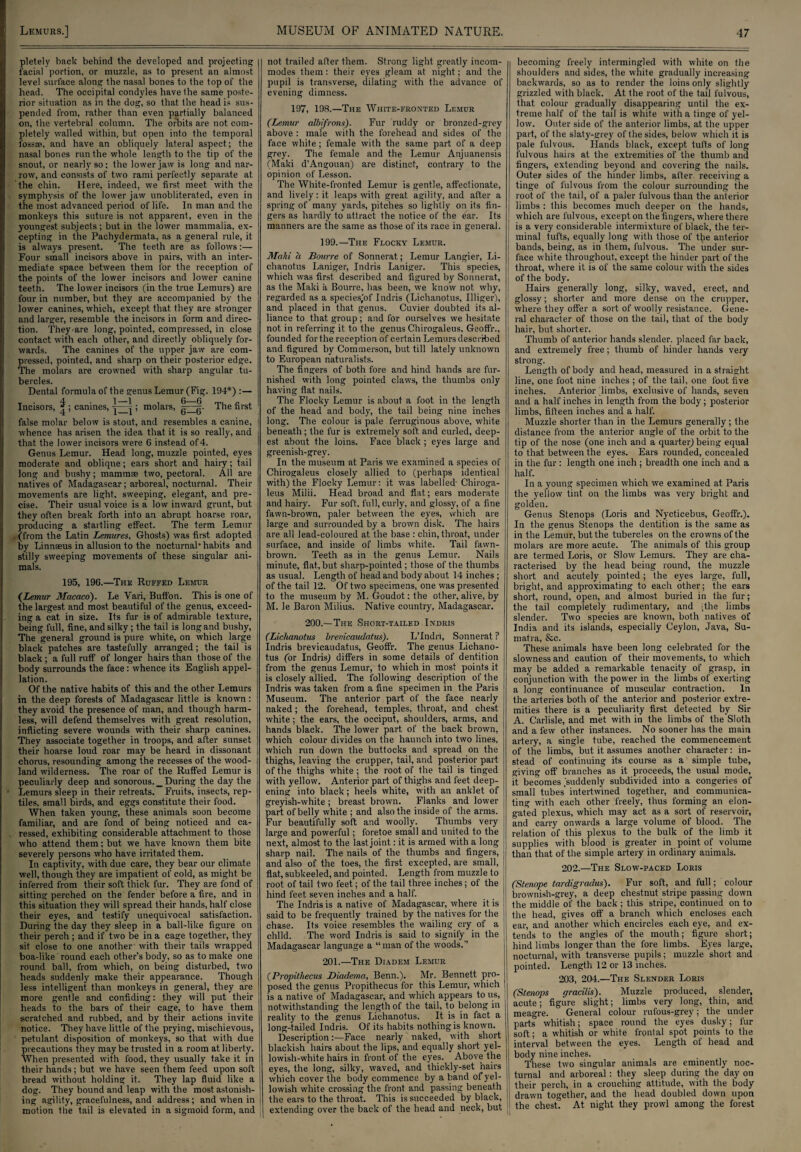 pletely back behind the developed and projecting facial portion, or muzzle, as to present an almost level surface along the nasal bones to the top of the head. The occipital condyles havelhe same poste¬ rior situation as in the dog, so that the head is sus¬ pended from, rather than even partially balanced on, the vertebral column. The orbits are not com¬ pletely walled within, but open into the temporal fossae, and have an obliquely lateral aspect; the nasal bones run the whole length to the tip of the snout, or nearly so; the lower jaw is long and nar¬ row, and consists of two rami perfectly separate at the chin. Here, indeed, we first meet with the symphysis of the lower jaw unobliterated, even in the most advanced period of life. In man and the monkeys this suture is not apparent, even in the youngest subjects ; but in the lower mammalia, ex¬ cepting in the Pachydermata, as a general rule, it is always present. The teeth are as follows:— Four small incisors above in pairs, with an inter¬ mediate space between them for the reception of the points of the lower incisors and lower canine teeth. The lower incisors (in the true Lemurs) are four in number, but they are accompanied by the lower canines, which, except that they are stronger and larger, resemble the incisors in form and direc¬ tion. They-are long, pointed, compressed, in close contact with each other, and directly obliquely for¬ wards. The canines of the upper jaw are com¬ pressed, pointed, and sharp on their posterior edge. The molars are crowned with sharp angular tu¬ bercles. Dental formula of the genus Lemur (Fig. 194*) :— Incisors, |; canines, ; molars, The false molar below is stout, and resembles a canine, | whence has arisen the idea that it is so really, and that the lower incisors were 6 instead of 4. Genus Lemur. Head long, muzzle pointed, eyes moderate and oblique; ears short and hairy; tail long and bushy; mammae two, pectoral. All are natives of Madagascar; arboreal, nocturnal. Their movements are light, sweeping, elegant, and pre¬ cise. Their usual voice is a low inward grunt, but they often break forth into an abrupt hoarse roar, producing a startling effect. The term Lemur (from the Latin Lemures, Ghosts) was first adopted by Linnaeus in allusion to the nocturnal* habits and stilly sweeping movements of these singular ani¬ mals. 195, 196.—The Ruffed Lemur (Lemur Macaco). Le Vari, Buffon. This is one of the largest and most beautiful of the genus, exceed¬ ing a cat in size. Its fur is of admirable texture, being full, fine, and silky; the tail is long and bushy, The general ground is pure white, on which large black patches are tastefully arranged; the tail is black; a full ruff of longer hairs than those of the body surrounds the face: whence its English appel¬ lation. Of the native habits of this and the other Lemurs in the deep forests of Madagascar little is known : they avoid the presence of man, and though harm¬ less, will defend themselves with great resolution, inflicting severe wounds with their sharp canines. They associate together in troops, and after sunset their hoarse loud roar may be heard in dissonant chorus, resounding among the recesses of the wood¬ land wilderness. The roar of the Ruffed Lemur is peculiarly deep and sonorous. ^During the day the Lemurs sleep in their retreats. Fruits, insects, rep¬ tiles, small birds, and eggs constitute their food. When taken young, these animals soon become familiar, and are fond of being noticed and ca¬ ressed, exhibiting considerable attachment to those who attend them; but we have known them bite severely persons who have irritated them. In captivity, with due care, they bear our climate well, though they are impatient of cold, as might be inferred from their soft thick fur. They are fond of sitting perched on the fender before a fire, and in this situation they will spread their hands, half close their eyes, and testify unequivocal satisfaction. During the day they sleep in a ball-like figure on their perch ; and if two be in a cage together, they sit close to one another with their tails wrapped boa-like round each other’s body, so as to make one round ball, from which, on being disturbed, two heads suddenly make their appearance. Though less intelligent than monkeys in general, they are more gentle and confiding: they will put their heads to the bars of their cage, to have them scratched and rubbed, and by their actions invite notice. They have little of the prying, mischievous, petulant disposition of monkeys, so that with due precautions they maybe trusted in a room at liberty. When presented with food, they usually take it in their hands; but we have seen them feed upon soft bread without holding it. They lap fluid like a dog. They bound and leap with the most astonish¬ ing agility, gracefulness, and address; and when in motion the tail is elevated in a sigmoid form, and | not trailed after them. Strong light greatly incom¬ modes them: their eyes gleam at night; and the pupil is transverse, dilating with the advance of evening dimness. 197, 198.—The White-fronted Lemur (Lemur albifrons). Fur rudely or bronzed-grey above : male with the forehead and sides of the face white; female with the same part of a deep grey. The female and the Lemur Anjuanensis (Maki d’Angouan) are distinct, contrary to the opinion of Lesson. The White-fronted Lemur is gentle, affectionate, and lively: it leaps with great agility, and after a spring of many yards, pitches so lightly on its fin¬ gers as hardly to attract the notice of the ear. Its manners are the same as those of its race in general. 199.—The Flocky Lemur. Maid a Bourre of Sonnerat; Lemur Langier, Li- chanotus Laniger, Indris Laniger. This species, which was first, described and figured by Sonnerat, as the Maki a Bourre, has been, we know not why, regarded as a species,'of Indris (Lichanotus, Illiger), and placed in that genus. Cuvier doubted its al¬ liance to that group; and for ourselves we hesitate not in referring it to the genus Chirogaleus, Geoffr., founded for the reception of certain Lemurs described and figured by Commerson, but till lately unknown to European naturalists. The fingers of both fore and hind hands are fur¬ nished with long pointed claws, the thumbs only having flat nails. The Flocky Lemur is about a foot in the length of the head and body, the tail being nine inches long. The colour is pale ferruginous above, white beneath; the fur is extremely soft, and curled, deep¬ est about the loins. Face black ; eyes large and greenish-grey. In the museum at Paris we examined a species of Chirogaleus closely allied to (perhaps identical with) the Flocky Lemur: it was labelled- Chiroga¬ leus Milii. Head broad and flat; ears moderate and hairy. Fur soft, full, curly, and glossy, of a fine fawn-brown, paler between the eyes, which are large and surrounded by a brown disk. The hairs are all lead-coloured at the base : chin, throat, under surface, and inside of limbs white. Tail fawn- brown. Teeth as in the genus Lemur. Nails minute, flat, but sharp-pointed ; those of the thumbs as usual. Length of head and body about 14 inches ; of the tail 12. Of two specimens, one was presented to the museum by M. Goudot: the other, alive, by M. le Baron Milius. Native country, Madagascar. 200.—The Short-tailed Indris (Lichanotus breuicaudatus). L’lndn, Sonnerat ? Indris brevicaudatus, Geoffr. The genus Lichano¬ tus (or IndrisJ differs in some details of dentition from the genus Lemur, to which in most points it is closely allied. The following description of the Indris was taken from a fine specimen in the Paris Museum. The anterior part of the face nearly naked; the forehead, temples, throat, and chest white; the ears, the occiput, shoulders, arms, and hands black. The lower part of the back brown, which colour divides on the haunch into two lines, which run down the buttocks and spread on the thighs, leaving the crupper, tail, and posterior part of the thighs 'white ; the root of the tail is tinged with yellow. Anterior part of thighs and feet deep¬ ening into black; heels white, with an anklet of greyish-white; breast brown. Flanks and lower part of belly white ; and also the inside of the arms. Fur beautifully soft and woolly. Thumbs very large and powerful; foretoe small and united to the next, almost to the last joint: it is armed with a long sharp nail. The nails of the thumbs and fingers, and also of the toes, the first excepted, are small, flat, subkeeled, and pointed. Length from muzzle to root of tail two feet; of the tail three inches; of the hind feet seven inches and a half. The Indris is a native of Madagascar, where it is said to be frequently trained by the natives for the chase. Its voice resembles the wailing cry of a child. The word Indris is said to signify in the Madagascar language a “man of the woods.” 201.—The Diadem Lemur (Propithecus (Diadema, Benn.). Mr. Bennett pro¬ posed the genus Propithecus for this Lemur, which is a native of Madagascar, and which appears to us, notwithstanding the length of the tail, to belong in reality to the genus Lichanotus. It is in fact a long-tailed Indris. Of its habits nothing is known. Description:—Face nearly naked, with short blackish hairs about the lips, and equally short yel¬ lowish-white hairs in front of the eyes. Above the eyes, the long, silky, waved, and thickly-set hairs which cover the body commence by a band ofyel- j lowish white crossing the front and passing beneath the ears to the throat. This is succeeded by black, | | extending over the back of the head and neck, but becoming freely intermingled with white on the shoulders and sides, the white gradually increasing backwards, so as to render the loins only slightly grizzled with black. At the root of the tail fulvous, that colour gradually disappearing until the ex¬ treme half of the tail is white with a tinge of yel¬ low. Outer side of the anterior limbs, at the upper part, of the slaty-grey of the sides, below which it is pale fulvous. Hands black, except tufts of long fulvous hairs at the extremities of the thumb and fingers, extending beyond and covering the nails. Outer sides of the hinder limbs, after receiving a tinge of fulvous from the colour surrounding the root of the tail, of a paler fulvous than the anterior limbs : this becomes much deeper on the hands, which are fulvous, except on the fingers, where there is a very considerable intermixture of black, the ter¬ minal tufts, equally long with those of the anterior bands, being, as in them, fulvous. The under sur¬ face white throughout, except the hinder part of the throat, where it is of the same colour with the sides of the body. Hairs generally long, silky, waved, erect, and glossy; shorter and more dense on the crupper, where they offer a sort of woolly resistance. Gene¬ ral character of those on the tail, that of the body hair, but shorter. Thumb of anterior hands slender, placed far back, and extremely free; thumb of hinder hands very strong. Length of body and head, measured in a straight line, one foot nine inches ; of the tail, one foot five inches. Anterior limbs, exclusive of hands, seven and a half inches in length from the body; posterior limbs, fifteen inches and a half. Muzzle shorter than in the Lemurs generally; the distance from the anterior angle of the orbit to the tip of the nose (one inch and a quarter) being equal to that between the eyes. Ears rounded, concealed in the fur: length one inch ; breadth one inch and a hal f. In a young specimen which we examined at Paris the yellow tint on the limbs was very bright and golden. Genus Stenops (Loris and Nycticebus, Geoffr.). In the genus Stenops the dentition is the same as in the Lemur, but the tubercles on the crowns of the molars are more acute. The animals of this group are termed Loris, or Slow Lemurs. They are cha¬ racterised by the head being round, the muzzle short and acutely pointed; the eyes large, full, bright, and approximating to each other; the ears short, round, open, and almost buried in the fur; the tail completely rudimentary, and ;the limbs slender. Two species are known, both natives of India and its islands, especially Ceylon, Java, Su¬ matra, &c. These animals have been long celebrated for the slowness and caution of their movements, to which may be added a remarkable tenacity of grasp, in conjunction with the power in the limbs of exerting a long continuance of muscular contraction. In the arteries both of the anterior and posterior extre¬ mities there is a peculiarity first detected by Sir A. Carlisle, and met with in the limbs of the Sloth and a few other instances. No sooner has the main artery, a single tube, reached the commencement of the limbs, but it assumes another character: in¬ stead of continuing its course as a simple tube, giving off branches as it proceeds, the usual mode, it becomes suddenly subdivided into a congeries of small tubes' intertwined together, and communica¬ ting with each other freely, thus forming an elon¬ gated plexus, which may act as a sort of reservoir, and carry onwards a large volume of blood. The relation of this plexus to the bulk of the limb it supplies with blood is greater in point of volume than that of the simple artery in ordinary animals. 202. —The Slow-paced Loris (Stenope tardigradus). Fur soft, and full; colour brownish-grey, a deep chestnut stripe passing down the middle of the back ; this stripe, continued on to the head, gives off a branch which encloses each ear, and another which encircles each eye, and ex¬ tends to the angles of the mouth; figure short; hind limbs longer than the fore limbs. Eyes large, nocturnal, with transverse pupils; muzzle short and pointed. Length 12 or 13 inches. 203, 204.—The Slender Loris (Stenops gracilis). Muzzle produced, slender, acute; figure slight; limbs very long, thin, and meagre. General colour rufous-grey; the under parts whitish; space round the eyes dusky; fur soft; a whitish or white frontal spot points to the interval between the eyes. Length of head and body nine inches. These two singular animals are eminently noc¬ turnal and arboreal : they sleep during the day on their perch, in a crouching attitude, with the body drawn together, and the head doubled down upon the chest. At night they prowl among the forest