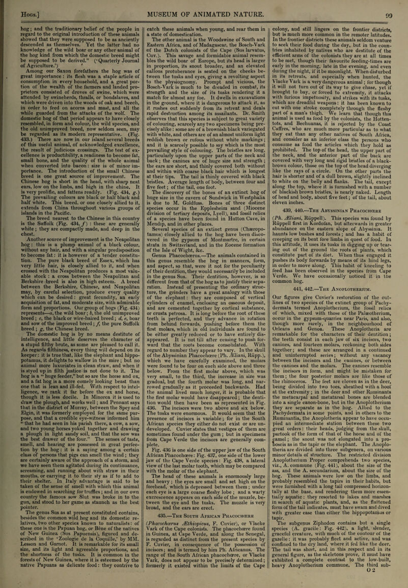 hog; and the traditionary belief of the people in regard to the original introduction of these animals showed that they were supposed to be as anciently descended as themselves. Yet the latter had no knowledge of the wild boar or any other animal of the hog kind from which the domestic breed might be supposed to be derived.” (‘Quarterly Journal of Agriculture.’) Among our Saxon forefathers the hog was of great importance : its flesh was a staple article of consumption in every household, and a great por¬ tion of the wealth of the farmers and landed pro¬ prietors consisted of droves of swine, which were attended by swineherds, thralls, or bondslaves, and which were driven into the woods of oak and beech, in order to feed on acorns and mast, and all the while guarded from the attacks of the wolf. The domestic hog of that period appears to have closely resembled, in form and colour, the wild species, and the old unimproved breed, now seldom seen, may be regarded as its modern representative. (Fig. 433.) There are now in our island several breeds of this useful animal, of acknowledged excellence, the result of judicious crossings. The test of ex¬ cellence is productibility, a readiness to become fat, small bone, and the quality of the whole animal when converted into bacon: size is of minor im¬ portance. The introduction of the small Chinese breed is one great source of improvement. The Chinese hog is short in the head, with sharp neat ears, low on the limbs, and high in the chine. It is very prolific, and fattens readily. (Fig. 434, g.) The prevailing colours are black or half black and half white. This breed, or one closely allied to it, extends from China throughout various groups of islands in the Pacific. The breed nearest to the Chinese in this country is the Suffolk (Fig. 434, f) : these are generally white ; they are compactly made, and deep in the chest. Another source of improvement is the Neapolitan hog: this is a plump animal of a black colour, without any hair, and with a singular predisposition to become fat: it is however of a tender constitu¬ tion. The pure black breed of Essex, which has very little hair, is closely allied to it, and when crossed with the Neapolitan produces a most valu¬ able stock : a cross between the Neapolitan and Berkshire breed is also in high esteem. A breed between the Berkshire, Chinese, and Neapolitan may, by careful selection, produce every quality which can be desired: great fecundity, an early acquisition of fat, and moderate size, with admirable form and proportions. Our group of hogs (Fig. 434) represents—a, the wild boar; b, the old unimproved breed ; c, the black or wire-haired breed; d, e, boar and sow of the improved breed; f the pure Suffolk breed ; g, the Chinese breed. The domestic hog is by no means destitute of intelligence, and little deserves the character of a stupid filthy brute, as some are pleased to call it. As regards filthiness, every thing will depend on its keeper: it is true that, like the elephant and hippo¬ potamus, it delights to wallow in the mire ; but no animal more luxuriates in clean straw, and when it is styed up in filth justice is not done to it. The hog is a “ huge feeder,” but so are the horse and ox, and a fat hog is a more comely looking beast than one that is lean and ill-fed. With respect to intel¬ ligence, we rank it far before the ox and horse, though it is less docile. In Minorca it is used to draw the plough, and works well; and Pennant says that in the district of Murray, between the Spey and Elgin, it was formerly employed for the same pur¬ pose, and that a credible eye-witness informed him “ that he had seen in his parish there, a cow, a sow, and two young horses yoked together and drawing a plough in light sandy soil, and that the sow was the best drawer of the four.” The senses of taste, smell, and hearing are possessed in great perfec¬ tion by the hog: it is a saying among a certain class of persons that pigs can smell the wind ; they are certainly aware of the approach of a storm, and we have seen them agitated during its continuance, screaming, and running about with straw in their mouths, or carrying it to their sty as if to add to their shelter. In Italy advantage is said to be taken of the sense of smell with which this animal is endowed in searching for truffles; and in our own country the famous sow Slut was broke in to the gun, and stood to her game as staunch as the best pointer. The genus Sus as at present constituted contains, besides the common wild hog and its domestic re¬ latives, two other species known to naturalists: of these one is the Papuan hog, or Bene of the natives of New Guinea (Sus Papuensis), figured and de¬ scribed in the ‘Zoologie de la Coquille,’ by MM. Lesson and Garnot. It is remarkable for its small size, and its light and agreeable proportions, and the shortness of the tusks. It is common in the forests of New Guinea, where it is esteemed by the native Papuans as delicate food: they contrive to catch these animals when young, and rear them in a state of domestication. The other animal is the Woodswine of South and Eastern Africa, and of Madagascar, the Boseh-Vark of the Dutch colonists of the Cape (Sus larvatus, Cuv.). This savage and formidable animal resem¬ bles the wild boar of Europe, but its head is larger in proportion, its snout broader, and an elevated callous protuberance is seated on the cheeks be¬ tween the tusks and eyes, giving a revolting aspect to the physiognomy. Prompt and vicious, the Bosch-Vark is much to be dreaded in combat, its strength and the size of its tusks rendering it a match for almost any foe. It dwells in excavations in the ground, where it is dangerous to attack it, as it rushes out suddenly from its retreat and deals rapid destruction among its assailants. Dr. Smith observes that this species is subject to great variety of colouring, scarcely any two specimens being pre¬ cisely alike: some are of a brownish black variegated with white, and others are of an almost uniform light reddish brown or rufous without white markings; and it ip scarcely possible to say which is the most prevailing style of colouring. The bristles are long, particularly upon the upper parts of the neck and back; the canines are of huge size and strength; the ears are short, and thinly covered both without and within with coarse black hair which is longest at their tips. The tail is thinly covered with black bristles. Average length of body, between four and five feet; of the tail, one foot. The discovery of the bones of an extinct hog of huge size in the cavern of Sundwick in Westphalia is due to M. Goldfuss. Bones of three distinct species occur in the Epplesheim sand (Miocene division of tertiary deposits, Lyell), and fossil relics of a species have been found in Hutton Cave, in Mendip, and in other places. Several species of an extinct genus (Chaeropo- tamus) closely allied to the hog have been disco¬ vered in the gypsum of Montmartre, in certain strata in Switzerland, and in the Eocene formation of the Isle of Wight, &c. Genus Phacochoerus.—The animals contained in this genus resemble the hog in manners, form, and aspect, so that, were it not for the peculiarity of their dentition, they would necessarily be included in the genus Sus. Their dentition, however, is so different from that of the hog as to justify their sepa¬ ration. Instead of presenting the ordinary struc¬ ture, the grinders have a great analogy with those of the elephant: they are composed of vertical cylinders of enamel, enclosing an osseous deposit, and are cemented together by cortical substance, or crusta petrosa. It is long before the root of these teeth is perfected, and they advance in rotation from behind forwards, pushing before them the first molars, which in old individuals are found to be either greatly reduced or to have entirely dis¬ appeared. It is not till after ceasing to push for¬ ward that the roots become consolidated. With regard to number they appear to vary. In the skull of the Abyssinian Phacochoere (Ph. Ailiani, Riipp.), which we have carefully examined, the molars were found to be four on each side above and three below. From the first molar above, which was very small, to the third, the increase in size was gradual, but the fourth molar was long, and nar¬ rowed gradually as it proceeded backwards. Had the animal lived much longer, it is probable that the first molar would have disappeared; the denti¬ tion would then have been as represented in Fig. 436. The incisors were two above and six below. The tusks were enormous. It would seem that the presence of incisors is variable; for in the South African species they either do not exist or are un¬ developed. Cuvier states that vestiges of them are sometimes found under the gum ; but in specimens from Cape Verde the incisors are generally com¬ plete. Fig. 43G is one side of the upper jaw of the South African Phacochoere: Fig. 437, one side of the lower jaw of the Cape Verde species: Fig. 438, a lateral view of the last molar tooth, which may be compared with the molar of the elephant. The head of these animals is enormously large and heavy; the eyes are small and set high on the forehead, which is depressed between them; under each eye is a large coarse fleshy lobe ; and a warty excrescence appears on each side of the muzzle, be¬ tween the eye and the tusks. The muzzle is very broad, and the ears are erect. 435.—The South African Phacochcere (Phacochoerus JEthiopicus, F. Cuvier), or Vlacke Vark of the Cape colonists. The phacochoere found in Guinea, at Cape Verde, and along the Senegal, is regarded as distinct from the present species by F. Cuvier, in consequence of the possession of incisors; and is termed by him Ph. Africanus. The range of the South African phacochoere, or Vlacke Vark, does not appear to be precisely determined; formerly it existed within the limits of the Cape colony, aud still lingers on the frontier districts, but is much more common in the remoter latitudes. In the frontier districts these animals seldom venture to seek their food during the day, but in the coun¬ tries inhabited by natives who are destitute of the efficient arms of the colonists they are at all times to be met, though their favourite feeding-times are early in the morning, late in the evening, and even during the night, if it be moonlight. When disturbed in its retreats, and especially when hunted, the Vlacke Vark is a very dangerous animal ; for though it will not turn out of its way to give chase, yet if brought to bay, or forced to extremity, it attacks with furious impetuosity, and strikes with its tusks, which are dreadlul weapons: it has been known to cut with one stroke completely through the fleshy part of a man’s thigh. We learn that though this animal is used as food by the colonists, the Hotten¬ tots, and Bechuanas, it is rejected by the Coast Caffres, who are much more particular as to what they eat than any other natives of South Africa, and consider as an inferior class the persons who consume as food the articles which they hold as prohibited. The top of the head, the upper part of the neck, and the anterior part of the back are covered with very long and rigid bristles of a black- brown colour, those on the top of the head diverging like the rays of a circle. On the other parts the hair is shorter and of a dull brown, slightly inclined to white on the belly and flanks. The tail, except along the top, where it is furnished with a number of blackish brown bristles, is nearly naked. Length of head and body, about five feet; of the tail, about eleven inches. 439, 440.—The Abyssinian Phacochcere (Ph. JEliani, Riippell). This species was found by Riippell first in Kordofan, but afterwards in greater abundance on the eastern slope of Abyssinia. It haunts low bushes and forests ; and has a habit of creeping on its bent fore limbs in quest of food. In this attitude, it uses its tusks in digging up or tear¬ ing out of the ground the roots of plants, which constitute part of its diet. When thus engaged it pushes its body forwards by means of its hind legs, in order to move along. This habit of kneeling to feed has been observed in the species from Cape Verde. We have occasionally noticed it in trie common hog. 441, 442.—The Anoplotherium. Our figures give Cuvier's restoration of the out¬ lines of two species of the extinct group of Pachy- dermata termed Anoplotherium, the fossil relics of which, mixed with those of the Palaeotherium, occur in the gypsum-quarries near Paris, and also, though more rarely, in the neighbourhood of Orleans and Genoa. These Anoplotheria are remarkable for the characters of their dentition; the teeth consist in each jaw of six incisors, two canines, and fourteen molars, reckoning both sides together; and these are arranged in a continued and uninterrupted series; without any vacancy between the incisors and the canines, or between the canines and the molars. The canines resemble the incisors in form, and might be mistaken for them; the four posterior molars are like those of the rhinoceros. The feet are cloven as in the deer, being divided into two toes, sheathed with a hoof at the extremity ; in the deer and other Ruminants the metacarpal and metatarsal bones are blended into a single canon-bone, but in the Anoplotherium they are separate as in the hog. Allied to the Pachydermata in some points, and in others to the Rununantia, the Anoplotheria appear to have occu¬ pied an intermediate station between these two great orders: their heads, judging from the skull, partook of the form of that of Ihe horse and of the camel; the snout was not elongated into a pro¬ boscis as in the tapir or the elephant. The Anoplo¬ theria are divided into three subgenera, on various minor details of structure. The restricted division Anoplotherium Proper comprehends two species, viz., A. commune (Fig. 441), about the size of the ass, and the A. secundarium, about the size of the hog. These animals were low on the limbs, and probably resembled the tapirs in their habits, but were furnished with a long tail compressed horizon¬ tally at the base, and rendering them more essen¬ tially aquatic: they resorted to lakes and marshes in search of aquatic plants, and, as the flattened form of the tail indicates, must have swam and dived with greater ease than either the hippopotamus or tapir. The subgenus Ziphodon contains but a single species (A. gracile: Fig. 442), a light, slender, graceful creature, with much of the contour of the gazelle : it was probably fleet and active, and was confined to the dry land, where it fed like the deer. The tail was short, and in this respect and in its general figure, as the skeletons prove, it must have exhibited a complete contrast to the low-built, heavy Anoplotherium commune. The third sub-