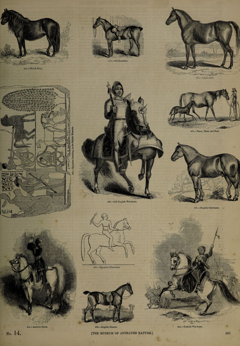 462.—Old Roadster. 467.—Old English War-liorse. 463.—Anglo-Arab. 4G1.—English Cart-horse. 459.—Arabian Horse. 468.—English Hunter. 466.—Welsh Pony. s 3 v~ « O) 3 rt 464.—Racer, Mare and Foal.