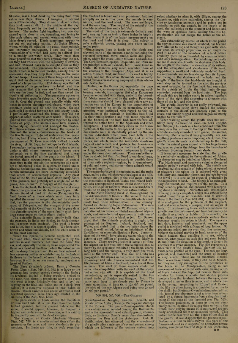 likewise, saw a herd drinking the briny fluid from salina near Cape Blanca. I imagine, in several parts of the country, if they do not drink salt, water, they drink none at all. In the middle of the day they frequently roll in the dust in saucer-shaped hollows. The males fight together; two one day passed quite close to me, squealing, and trying to bite each other; and several were shot with their hides deeply scored. Herds sometimes appear to set out on exploring parties. At Bahia Blanca, where, within 30 miles of the coast, these animals are extremely unfrequent, I saw one day the tracks of 30 or 40 which had come in a direct line to a muddy salt-water creek. They must then have perceived that they were approaching the sea, for they had wheeled with the regularity of cavalry, and had returned back in as straight a line as they had advanced. The guanacoes have one singular habit, which is to me inexplicable, namely, that on successive days they drop their dung in the same defined heap. I saw one of these heaps which was eight feet in diameter, and necessarily was com¬ posed of a large quantity. D’Aubigny says that all the species of this genus have this habit; and Fre- zier remarks that it is very useful to the Indians, who use the dung for fuel, and are thus saved the trouble of collecting it. The guanacoes appear to have favourite spots for dying in. On the banks of the St. Cruz the ground was actually white with bones in certain circumscribed places, which were generally bushy, and all near the river. On one such spot I counted between ten and twenty heads. I particularly examined the bones; they did not appear, as some scattered ones which I have seen, gnawed and broken, as if dragged together by some beasts of prey. The animals must have crawled, before dying, beneath and amongst the bushes. Mr. Bynoe informs me that during the voyage he observed the same circumstance on the banks of the Rio Gallegos. I do not understand the reason for 1 his, but I may observe that all the wounded guanacoes at St. Cruz invariably walked towards the river. At St. Jago, in the Cape de Verd islands, I remember having seen in a retired ravine a corner under a cliff where numerous goats’ bones were collected: we at the time exclaimed that it was the burial ground of all the goats in the island. I mention these circumstances, because in certain cases they might explain the occurrence of a num¬ ber of uninjured bones in a cave, or buried under alluvial accumulations, and likewise the cause why certain mammalia are more commonly imbedded than others in sedimentary deposits. Any great flood of the St. Cruz would wash down many bones of the guanaco, but. probably not a single one of the puma, rhea, or fox.” (‘ Voyage of the Beagle.’) Like the elephant, the horse, the camel, and many others, the guanaco has its fossil prototypes. Mr. Darwin found at Port St. Julian (Patagonia) the fossil bones of a llama which must, have fully equalled the camel in magnitude ; and he observes that, “as the guanaco is ,the characteristic quad¬ ruped of Patagonia, and the vicugna of the snow- clad summits of the Cordilleras, so in bygone days litis gigantic species of the same family must have been conspicuous on the southern plains.” The domestic llama is more stoutly built than the guanaco, its limbs are thicker, its neck shorter, and its aspect more subdued. The wool is longer and fuller, but of a coarser quality. We have seen brown and white individuals, but the white seem to be the most common. When the Spaniards became acquainted with Peru and Chili, these animals were kept by the natives in vast numbers; but now the horse, the ass, and especially the mule, have superseded the llama as a beast of burthen ; while the introduction of the sheep, the goat, and the ox has rendered it less necessary, either as contributing by its flesh or its fleece to the benefit of man. In some places, however, it still is, or was recently, employed as a beast, of burthen. The Paco (Auchenia Alpaca, Desm. ; Camelus Pacos, Linn.), Figs. 548, 549, 552, is as large as the guanaco, but proportionately shorter in the limbs ; its forehead, instead of being regularly arched to the nose, rises abruptly prominent above the eyes; the wool is long, delicately fine, and silky, ex¬ cepting on the head and limbs, and of a deep fawn colour; it. is moreover disposed in long flakes or tassels. Black varieties also occur, of which a most beautiful specimen some years ago existed in the Gardens of the Zool. Soc. Loud. The paco dwells in herds among the mountains of Peru and Chili ; it is less fleet than the light- limbed guanaco, but its general habils are the same; it would appear, however, to frequent, a higher and colder range of elevation, as it is said to be frequently seen with herds of vicugnas. The Vicugna, or Vicuna (Auchenia Vicugna), Figs. 547, 550, is a smaller animal than either the guanaco or the paco, and more slender in its pro¬ portions. Its limbs are thin, its neck swan-like, the forehead is broad and also prominent, but not abruptly so, as in the paco; the muzzle is very narrow, and the head short. The eyes are large, and the ears long. The height of the animal at the shoulder is about two and a half feet. The wool of the body is extremely delicate and soft, varying from an inch to three inches in length : on the breast, it is of the latter measurement ; on the head and limbs it is close. The colour is pale yellowish brown, passing into white on the under parts. 'T’he^.yicugna lives in herds on the bleak and elevated parts of the mountain-range bordering the region of perpetual snow1, amidst rocks and preci¬ pices, where the chase is both toilsome and arduous. The Cordilleras of Copiapo, Coquimbo, and Peru are the principal seats of its abode, but it is also found in Chili. Its manners very much resemble those of the chamois of the European Alps, and it is as active, vigilant, wild, and timid. Its wool is highly valued, and for this alone thousands are annually killed, various means being employed in their whole¬ sale destruction. Holding, as the llamas do, especially the paco and vicugna, so conspicuous a place among wool¬ bearing animals, it is singular that after Europeans became acquainted with them, and with the beauti¬ ful fabrics manufactured by the native Peruvians, three centuries should have elapsed before any at¬ tention was paid in Europe to the importation of their produce as an article of commerce, or any attempts were instituted with regard to the na¬ turalization of the animals in localities best fitted for their multiplication ; and this more especially as the fineness of the wool had, from the first, at¬ tracted the notice both of the Spaniards and other Europeans. That no difficulty exists in the trans¬ portation of the llama to Europe, and that it bears our climate well, is abundantly proved by the nu¬ merous individuals which have lived both in the Gardens of the Zoological Society and in other places, and which, under the inevitable disadvan¬ tages of confinement, and perhaps too luxurious a diet, have continued long in health and vigour— as long, indeed, as animals indigenous to Europe under the same circumstances. There can be there¬ fore no doubt but that if suffered to wander at large, in situations resembling as nearly as possible those of their native regions—regions, be it remembered, of cold, and sno w, and storms—these animals would thrive and multiply. The coarse herbage of the mountains, and the rushy grass, called ycho, which covers the slopes of the hills, constitute the natural diet of the wild races; and in the mountains of Scotland, Wales, and Ireland herb¬ age of a corresponding nature would meet their ap¬ petite, while, as far as temperature is concerned, there would be no impediment to their naturalization. At the Ninth Meeting (held at Birmingham) for the Advancement of Science, the value of the silk wool of these animals, and the benefits which would result, from their naturalization in our country', formed an interesting topic of discussion. The sub¬ ject was introduced by Mr. W. Danson, who, in ill- lustration of his views, exhibited samples of Alpaca wools, and manufactured specimens in imitation of silk (and without dye) as black as jet. Mr. Danson urged that, “the animals producing it ought to be propagated in England, Ireland, Scotland, and Wales, and stated that to the two latter places the alpaca is well suited, being an inhabitant, of the Cordilleras, or mountain district in Peru. Importa¬ tions (of the wool) have already taken place to the extent of one million of pounds, and are likely to increase. There are five species of llamas : of these the alpaca has fine wool, six to twelve inches long, as shown by the specimens exhibited; the llama, coarse long hair ; and the vicugna, a very short, fine wool, more of the beaver cast. The Earl of Derby has propagated the alpaca in his private menagerie at Knowsley, and Mr. Danson understood that Mr. Stephenson, at Oban in Scotland, has a few of these animals. The wool of these animals would not enter into competition with the wool of,the sheep, but rather with silk. It is capable of the finest manufacture, and is especially suited to the fine shawl trade of Paisley and Glasgow, &c. The yarns spun from it are already sent to France in large quantities, at from Gs. to 12s. Gd. per pound, the price of the raw Alpaca wool being now 2s. and 2s. Gd. per pound.” 5G0, 5G4, 565, 5CG.—The Giraffe (Camelopardalis Giraffa; Zarapha, Zerafet, and Zurafel of the Arabs ; Siirnapa, Ziirnapaand Ziirnepa of the Turks). The genus Camelopardalis stanils in a certain sense isolated among the Ruminants, and is the representative of a family group, interme¬ diate, as Professor Owen’s researches demonstrate, between the Deer and the Antelopes. Col. H. Smith, indeed, has observed that the characters of the giraffe offer a mixture of several genera, among which the followers of the quinary system may select whether to class it, with Illiger, among the Camels, or, with other naturalists, among the Cer¬ vine or Antelopine animals ; and he points out its assimilation with the camels, in the length of its neck, the callosities on the sternum and knees, and the want of spurious hoofs, adding that this ap¬ proximation did not. escape the notice of the an¬ cients. This extraordinary animal, of which at one period the very existence was almost doubted, has become now familiar to us; and though we gaze with won¬ der upon its strange proportions, we no longer re¬ gard it as one of the monsters of a land which credulity pictured as tenanted by creatures which exist only in imagination. On beholding the giraffe we are at once struck with the shortness of its body, the length of its limbs, the elevation of its withers, and the elongation and slenderness of its neck, supporting a small and delicately modelled head. Its movements are no less strange than its figure; for owing to the shortness of the body, and the length of the limbs, the hind-hoofs are brought at each step as far forward as the spot the previous moment occupied by the fore-hoofs, but somewhat to the outside of it, for the hind-limbs diverge somewhat outward from the hock-joint. The legs of each side are in action nearly in unison together, Ihose of the right side appearing to alternate with those of the left, and vice versa. The giraffe, however, is not really awkward, and is very far from being slow; indeed the swiftest coursers of the desert are scarcely equal to the chase, and among rugged and broken ground utterly unable to overtake it. When walking along, the giraffe does not ordi¬ narily carry its beautiful swan-like neck upright, but obliquely forwards in a line continued from the spine, over the withers, to the top of the head—an attitude scarcely consistent with grace ; the animal, however, often wrealhs it very gracefully, nor can anything produce a more imposing effect than the giraffe when its neck is stretched up to the full, while the animal gazes around with his large beam¬ ing eyes, or plucks the foliage from the branches of the trees, browsing beneath their shade. It is scarcely necessary to state that the giraffe is exclusively confined to the continent of Africa. Its characters may be detailed as follows:—The head (Fig. 562) is small, and narrows to a slender elongated muzzle entirely covered with hair. The nostrils are longitudinal slits capable of being closed or opened at pleasure ; the upper lip is endowed with great flexibility and muscular power, and projects beyond the lower ; it is used as an organ of prehension in the acquisition of food. The tongue is an extraordi¬ nary instrument, and requires special notice. It is long, slender, pointed, and endowed with a surpris¬ ing: share of mobility. Nor is this all; it is capable of being greatly elongated, and in this state of being coiled round twigs or branches, and of drawing them to the mouth (Figs. 559, 561). In this respect it is analogous to the proboscis of the elephant, and is at once a feeler, a grasper, and an organ of taste. It is interesting to see with what address the giraffe uses this instrument, and how dexterously he applies it as a hook or holder. It is smooth, ex¬ cept when the papillae are raised—its surface then becomes rough: its colour is black. The eyes are full, dark, lustrous, and prominent, and the upper eyelid is furnished with a fringe of long lashes. So prominent indeed are the eyes, that they command, without the animal moving its head, a survey of the whole horizon, thus enabling it to see, without turning, what passes on each side and even behind it, and, from the elevation of the head, to discern its enemies at a great distance. Fig. 558 represents a back view of the giraffe's head, showing this ad¬ vantageous position of the eyes. The ears are long, pointed, [and moveable; and the sense of hearing is very acute. There are no suborbital sinuses. Both sexes have horns, if they can be so termed, for they are truly analogous to the peduncles of the horns in the Muntjak-deer, being in fact processes of bone covered with skin, having a tuft of black hairs at. the top; but besides these sub¬ stitutes for horns, a similar but shorter process projects from the forehead between the eyes, more developed in males than females, and in adults than in the young. According to Riippe’l and Cuvier, this, like the other horns, is articulated by suture to the skull; but Professor Owen hasdemonstrated that this frontal protuberance is not a true horn articu¬ lated by a suture, but results from a singular thick¬ ening of the bone of the forehead (see Fig. 563). The osseous peduncles, or horns as they are com¬ monly called, continue for along time united to the frontal bone only by means of a suture, and are not fairly anchylosed till at an advanced period. This indeed is the case with all the bones of the skull of the giraffe: it would appear that the processof ossi¬ fication is carried on but slowly in this part of the frame-work, and as it respects the horns.that nature having completed the first stage of her intentions,