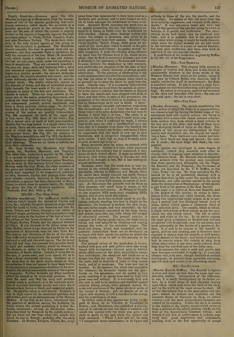 Family Afoschida;.—Linnteus gave the title Moschus to a group of Ruminants, from the circum¬ stance of one of the species producing that well- known substance called musk, the secretion of a peculiar glandular pouch in the abdomen of the male, for the sake of which the animal is eagerly hunted in the regions it. frequents, namely, the high mountain-ranges in China, Thibet, Tontquin, Pegu, and also Southern Tartary. The musk-deer, how¬ ever, is the only known species of this group in which this secretion is produced. The Moschidse closely resemble the deer in general form and ap¬ pearance ; but they resemble them in miniature, for with the exception of the true Musk (M. moschife- rns), which equals a roebuck in size and stature, the rest are extremely small, some not exceeding a hare in magnitude. They are extremely beautiful: the eyes are large, dark, and beaming with a mild and animated expression; the head is small and tapers to a slender muzzle; the ears are moderate and open ; the haunch elevated and round ; and the limbs delicately slender and tapering to narrow- pointed hoofs. The family characters consist in the absence of horns, and also of suborbital sinuses (pits beneath the inner angle of the eye), so con¬ spicuous in many of the deer and antelopes. The muzzle is naked. There are long canines in the upper jaw of the males, projecting downwards, and coming out from between the lips. These canines are compressed, pointed, arched backwards, and have a sharp posterior cutting edge. In the true musk they are at least three inches in length. The crowns of the molars are acutely tuberculated. Fig. 569 represents the teeth of the upper jaw in two views: Fig. 568, those of the lower; Fig. 570, a lateral view of teeth of both jaws together. Besides the two toes united to a single canon-bone, as usual, there are two accessory toes on each foot, each of which has its own slender metatarsal or metarcarpal bone. See Fig. 571, the skeleton of the Moschus moschiferus, and Fig. 572, the skeleton of the Meminna, which are excellent illustrations of their osteology. There are no horns or antlers, nor even their rudiments. Mr. Gray divides the Moschidre into three genera, viz., Moschus, Meminna, and Tragulns. The latter title, however, is applied by Mr. Ogilby to a species of antelope 'A. pigma*a). Most au¬ thors, moreover, adopt the Linnaean genus Moschus, and we shall in this instance follow their example. Setting aside the true Musk, the other members of the genus are termed Chevrotains, and till very re¬ cently'were supposed to be respectively restricted to Java, Sumatra, Ceylon, and perhaps other adja¬ cent islands: recently, however, to the surpiise of naturalists, a species has been discovered in Sierra Leone, to which, from its aquatic habits, Mr. Ogilby has given the title of Moschus aquations. (See ‘ Proceeds. Zool. Soc.’ 1840, p. 35.) 573, 577.—The Musk-Deer (Moschus moschifenis). The musk-deer, unlike its relatives which tenant the forests) of Ceylon and Java, &c., inhabits the great mountain-range which belts the north of India, and branches out into Si¬ beria, Thibet, and China, through a vast extent of which it ranges, preferring the bold precipitous crags and wild rocks on the borders of the line of snow to the valleys or the lower elevations. It is common to Nepal, Boutan, Thibet, and the adjacent districts of China. It also abounds in the Altaic range near Lake Baikal, where it was observed by Pallas on the mountains of Kouznetzk, near the lake Telet Koi. The texture and thickness of the fur of the musk- deer sufficiently demonstrate the animal to be the native of a cold and elevated region. The fur is not only full and long, but presents that peculiar harsh or rigid and inelastic texture, which we observe in the chamois, or rather in the Klip-springer of the mountains of South Africa. Instead of lying flat on Ihe skin, it grows erect, and is so closely set as to form a dense substantial covering. Common as is the musk-deer in the great alpine ranges of Asia, nevertheless it does not appear to have been known to the ancients, a circumstance doubtless to be attri¬ buted to the almost inaccessible nature of the regions it frequents. Neither Aristotle nor Pliny mentions either the animal or its celebrated produce. It is from the male only that the drug and perfume termed musk is procured; it is the unctuous secre¬ tion of a certain glandular pouch, and when dry it becomes dark brown or black, and somewhat granu¬ lar. Its peculiar odour is well known. Formerly it was in high repute for its medicinal qualities, and still holds a place as an antispasmodic in the Materia Medica. It was first, as we learn, introduced into the practice of medicine among the Arabians, by whose writers the animal producing it is first dis¬ tinctly mentioned; having, as Daubenton states, been described by Serapion in the eighth century : but we know not the time when this article first found its way to Europe; probably after the early Crusades. In Boutan, Tonquin, Thibet, &e., it ap¬ pears from time immemorial to have been used as a medicine and perfume, and to have formed an arti¬ cle of trade amongst the inhabitants of those coun¬ tries. Abusseid Serafi describes the musk-deer as an animal resembling the roe, but erroneously as¬ signs to it horns, in which error he is followed by Aldrovandus. Among other Arabian writers who notice this animal is Avicenna, who refers to its musk-pouch and large bent, canines. Kireher (‘ La Chine illustree,’ Trausl. Franc., 1610) gives an ac¬ count of the musk-deer which is found in the pro¬ vinces of Xensi andChiamsi: he quotes several de¬ tails respecting it from the Chinese Atlas, whence we learn that the Chinese term it Xe, which means odour; that its flesh is accounted delicate; and that it abounds in the provinces of Suchuen and Junnan. In some districts the musk-deer is very common, and multitudes are slaughtered for the sake of their costly perfume ; which, however, is always greatly adulterated. To the practice of adulterating it the celebrated merchant-travellerTavernieralludes, add¬ ing that the odour of the substance when recent is so powerful as to cause the blood to gush from the nose. Chardin says, “ It is commonly believed that when the musk sac is cut from the animal, so power¬ ful is the odour it exhales, that the hunter is obliged to have the mouth and nose stopped with folds of linen, and that often, in spite of this precaution, the pungency of the odour is such as to produce so vio¬ lent an haemorrhage as to end in death. I have,” he adds, “ gained accurate information respecting this circumstance; and as I have heard the same thing talked of by some Armenians who had been to Boutan, I think that it is true. The odour is so powerful in the East Indies that I could never sup¬ port it; and when I trafficked for musk, I always kept in the open air, with a handkerchief over my face, and at a distance from those who handled the sacs, referring them to my broker ; and hence I knew by experience that this musk is very apt to give headaches, and is altogether insupportable when cpiite recent. I add, that no drug is so easily adul¬ terated, or more apt to be so.” These accounts must be taken, we suspect, with some allowance. Certain it is that, when procured in Europe in the ordinary way of commerce, it pro¬ duces no such violent effects. It must be confessed, however, that before arriving in Europe, not only much of its strength is lost, but it has undergone several adulterations. Tavernier states that the musk-deer is very nu¬ merous in the sixtieth degree, among the wooded mountains, whence in February and March, when the snows have deeply covered the earth, hunger drives them southward into the lower lands, to the forty-fourth or forty-fifth degree, in search of herb¬ age. At this season the peasants wait for them on their passages, and catch them in snares, or kill them with clubs and arrows. At Patana he bought on one occasion 1673 musk-bags, weighing 25574- ounces, and of pure musk 452 ounces. In size the musk-deer is about equal to our Eu¬ ropean roebuck, standing two feet in height at the shoulders; the forehead is arched, the eyes large, the ears rather ample, and very moveable ; the tail is a mere rudiment, concealed by the long, harsh, and almost spine-like hair with which Ihe animal is universally covered. The general contour is compact, and displays great vigour, the limbs being robust, and well adapted for climbing and leaping among the rocks of the mountain ranges. The hoofs are strong, broad, and expanded ; and the posterior rudimentary hoofs are so developed as to touch with their points the surface on which the animal treads, so as to add to the security of its footing. The general colour of the musk-deer is brown, washed w’ith grey and pale yellow, each hair being tipped with ferruginous; obscure grey or whitish marks often occur on the sides, especially in imma¬ ture individuals; the shoulders and limbs are of a deeper tint than the body. The female is Jess than the male, and is destitute of tusks or long canine teeth, and of a musk-sac. The teats are two in number. In its manners the musk-deer resembles the chamois: its favourite haunts are the pine- forests on the mountains, and its agility is very great, enabling it to spring from rock to rock with great ease and address. It is extremely wild and shy, and is said to be cautious and watchful against surprise, taking refuge, when pursued, among the crags and precipices of the more elevated peaks of the ranges it tenants ; yet, in despite of all its vigour and shyness, it falls a sacrifice to the energy and the contrivances of man. In 1772 a male of this species was living in the park of Mons. de la Vrilliere, at Versailles, in France; and Daubenton, who published a descrip¬ tion of it, informs us that the odour it exhaled, and which was carried with the wind, was quite suffi¬ cient to guide to the spot where the animal was kept enclosed. “When I first saw it,” he adds, “ I recognised much resemblance in its figure and [ attitude to those of the roe, the gazelle, and the I chevrotain. No animal of this (the deer) tiibe has more activity, suppleness, and vivacity in its move¬ ments.” It was extremely timid and wild; but I like all the species of the peculiar group to which it | belongs, it is gentle and inoffensive. The chev¬ rotains, as we well know, may be rendered very i tame: and it is probable that if the musk-deer were taken while young, it might be easily doinesti- 1 cated, since the former animals are shy and timid in the extreme while in a state of natural freedom, but soon gain confidence, and have even bred in captivity in our uncongenial climate. A good figure of the musk-deer is given by Buffon in the 6tlr vol. of his Supplement. 574.—The Meminna (Moschus Meminna). This elegant little species is a native of Ceylon and Java, and is also found in considerable numbers in the dense woods of the Western Ghauts (but never on the plains), where it was seen by Colonel Sykes, who observes, that it readily reconciles itself to confinement: the flesh is excellent eating. In size it exceeds a large hare, being about one foot five inches long, and eight inches high. Its colour is olive-grey, spotted and streaked on the sides and haunches with white ; the ears are large and open ; the tail is very short. 575.—The Napu (Moschus Javanicus). The species constituting the little section of which the Napu is a representative, are characterised by having the hinder edge of the metatarsus bald and slightly callous: the Ihroat is provided with a somewhat naked concave subglan- dular callous disc, from which a band extends to the fore part of the chin ; and most of them have three diverging bands of white on the chest. The animals of this group are distinguished by their beauty and diminutive size, the largest not equal¬ ling a hare. Their limbs are very slender and deli¬ cate ; their hoofs are long and narrow; the muz¬ zle is acute; the eyes large and dark ; the ears pointed. The species are enveloped in some degree of confusion; indeed they resemble each other so closely, that it requires some attention to discrimi¬ nate between them. Mr. Bennett, who investigated these animals with the greatest care, considered that three species were defineable, viz., the Napu, the Kanchil, and the Pelandok ; the two former of which are described by Sir T. S. Raffles, in the ‘Linn. Trans.’ vol. xiii. Mr. Gray considers the Pe¬ landok to be in all probability identical with a species described by him under the specific title of Rufiventer, and adds another species to the group under the designation of Stanleyanus—of this species a pair bred in the gardens of the Zool. Society. The napu is a native of Java and Sumatra, and is the largest of this section; its colour is ferru¬ ginous brown above and white beneath, the chest having two longitudinal dusky stripes, so as to pro¬ duce a central and two diverging lateral lines of white, below which passes a transverse band of pale yellowish fawn. The muzzle, which is naked, is black, with a tinge of flesh colour, as are the ears, which are also nearly naked. The tail is rather short, and white at the tip. In its native regions the napu gives pieference to thickets and districts overgrown with brushwood, near the sea-shore, and feeds principally on the berries of a species of Ar- disia. It is said to be inferior to the kanchil in speed,, activity and cunning, and is therefore moie exposed to danger from the assaults of wild beasts, which abound in the forest ; and hence it prefers to lurk in coverts nearer the vicinity of man, from whose observation it can more easily conceal itself than from the watchful eyes of the feline race. In its manners the napu is mild and gentle, and soon becomes reconciled to captivity: it bears our climate well, with care; though destitute of marked intelligence, its graceful form, agreeable colouiing, and full dark eyes render it an interesting object. 576.—The Kanchil (Moschus Kanchil, Raffles). The Kanchil is lighter in form and more spirited than the napu, and con- siderably smaller. Independent of the difference in size, it is easily distinguished by its darker co¬ lour, by a broad stripe of dark chestnut verging upon black, which runs down the back of the neck, and by the width of the band across its chest. Of all the chevrotains this is the most active and ele¬ gant; indeed its address and resolution are Ihe common theme of discourse in Ja\a, its native country; and the most extraordinary instances are related of its cunning. Unlike the napu, it resides in the depths of the mighty forests which cover so large a portion of the island, feeding chiefly on Ihe fruit of the Kayo-briang (Gnrelina villosa): and though it will live in confinement, it endures cap¬ tivity with great impatience and restlessness, availing itself of the first opportunity of escape