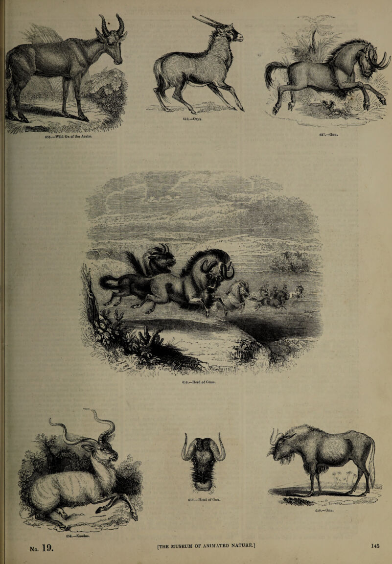 655.—Wild Ox of the Arabs. 657.—Gna. I | 63!).—Head of Gnu. 656.—Herd of Gnus. 654.—Koodoo. fijS_Gnu. No. 19