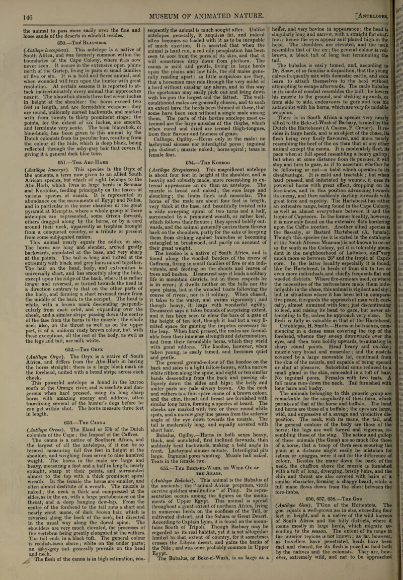 the animal to pass more easily over the tine and loose sands of the deserts in which it resides. 650. —The Blauwbok (Antilope leucophcea). This antelope is a native of South Africa, and was formerly common within the boundaries of the Cape Colony, where it is now never seen. It. occurs in the extensive open plains north of the Gariep, living in pairs or small families of five or six. It is a bold and fierce animal, and when wounded will turn upon the hunter with great resolution. At certain seasons it is reported to at¬ tack indiscriminately every animal that approaches near it. The blauwbok stands three feet seven inches in height at the shoulder: the horns exceed two feet in length, and are formidable weapons; they are round, uniformly curved backwards, and marked with from twenty to thirty prominent rings; the points, for the extent of six inches, are smooth, and terminate very' acute. The term blauwbok, or blue-buck, has been given to this animal by the Dutch colonists from its peculiar hue, resulting from the colour of the hide, which is deep black, being reflected through the ashy-grey hair that covers it, giving it a general dark blue tone. 651. —The Abu-Habb (Antilope leucoryx). This species is the Oryx of the ancients, a term now' given to an allied South African species, but which of right belongs to the Abu-Harb, which lives in large herds in Sennaar and Kordofan, feeding principally on the leaves of various species of acacia. It is represented in abundance on the monuments of Egypt and Nubia, and in particular in the inner chamber of the great pyramid at Memphis, where a whole group of these antelopes are represented, some driven forward, others dragged along by the horns, or by a cord around their neck, apparently as trophies brought from a conquered country, or a tribute or present from some subjugated nation. This animal nearly equals the addax in size. The horns are long and slender, arched gently backwards, annulated at the base, and very sharp at the points. The tail is long and tufted at the extremity with black and grey hairs mixed together. The hair on the head, body, and extremities is universally short, and lies smoothly along the hide, except upon the ridge of the back, where it is rather longer and reversed, or turned towards the head in a direction contrary to that on the other parts of the body, and forming a short reversed mane from the middle of the back to the occiput. The head is white, with a brown mark descending perpendi¬ cularly from each orbit, and expanding over the cheek, and a similar stripe passing down the centre of the face from the horns to the muzzle ; the whole neck also, on the throat as well as on the upper part, is of a uniform rusty brown colour, but, with these exceptions, all the rest of the body, as well as the legs and tail, are milk white. 652. —The Oryx (Antilope Oryx). The Oryx is a native of South Africa, and differs from the Abu-Harb in having the horns straight: there is a large black mark on the forehead, united with a broad stripe across each cheek. This powerful antelope is found in the karroo south of the Orange river, and is resolute and dan¬ gerous when hard pressed, using its long sharp horns with amazing energy and address, often transfixing several of the hunter’s dogs belore he can get within shot. The horns measure three feet in length. 653. —The Canna (Antilope Oreas). The Eland or Elk of the Dutch colonists of the Cape ; the Impoof of the Caffres. The canna is a native of Southern Africa, and the largest of all the antelopes, if it can be so termed, measuring full five feet in height at the shoulder, and weighing from seven to nine hundred weight. The horns in the male are large and heavy, measuring a foot and a half in length, nearly straight, sharp at their points, and surrounded almost to the top with a thick prominent spiral wreath. In the female the horns are smaller, and often almost destitute of a wreath. The muzzle is naked; the neck is thick and compressed at the sides, as in the ox, with a large protuberance on the throat, and a deep hanging dew-lap. From the centre of the forehead to the tail runs a short and nearly erect mane, of dark brown hair, which is reversed along the back of the neck, but directed in the usual way along the dorsal spine. The shoulders are very much elevated, the processes of the vertebrae being greatly elongated at the withers. The tail ends in a black tuft. The general colour is reddish-fawn above ; white on the under parts; an ashy-grey tint generally prevails on the head and neck. The flesh of the canna is in high estimation, con¬ MUSEUM OF ANIMATED NATURE. [Antelopes. sequently the animal is much sought after. Unlike antelopes generally, it acquires fat, and indeed often becomes so loaded with it as to be incapable of much exertion. It is asserted that when the animal is hard run, a red oily perspiration has been seen to ooze from the pores of its skin, and that it will sometimes drop down from plethora. The canna is mild and gentle, living in large herds upon the plains and low hills, the. old males gene¬ rally residing apart: so little suspicious are they, that a horseman may ride through the very midst of a herd without causing any alarm, and in this way the sportsman may easily pick out and bring down with his gun the largest and the fattest. The well- conditioned males are generally chosen, and to such an extent have the herds been thinned of these, that some have been seen without a single male among them. The parts of this bovine antelope most es¬ teemed are the large muscles of the thighs, which when cured and dried are termed thigh-tongues, from their flavour and fineness of grain. Calliope, Ogilby.—Horns only in the male: no lachrymal sinuses nor interdigital pores; inguinal pits distinct; muzzle naked; horns spiral; teats in female four. 654.—The Koodoo (Antilope Strepsiceros). This magnificent antelope is about four feet in height at the shoulder, and is heavily and robustly made, more resembling in ex¬ ternal appearance an ox than an antelope. The muzzle is broad and naked; the ears large and slouching; the limbs thick and muscular. The horns of the male are about four feet in length, very thick at the base, and beautifully twisted into a wide sweeping spiral of two turns and a half, surrounded by a prominent wreath, or rather keel, which follows their flexure ; they spread boldly out¬ wards, and the animal generally carries them thrown back on the shoulders, partly for the sake of keeping them from striking against branches or becoming entangled in brushwood, and partly on account of their great weight. The koodoo is a native of South Africa, and is found along the wooded borders of the rivers of Caffraria, living in small families of five or six indi¬ viduals, and feeding on the shoots and leaves of trees and bushes. Desmarest says it leads a solitary life in mountain districts, but in these respects he is in error; it dwells neither on the hills nor the open plains, but in the wooded tracts following the course of rivers; nor is it solitary. When chased, it takes to the water, and swims vigorously; and though heavy, it leaps with wonderful agility. Desmarest says it takes bounds of surprising extent, and it has been seen to clear the bars of a gate ot the height of ten feet, though it had but a very li¬ mited space for gaining the impetus necessary for the leap. When hard pressed, the males are formid¬ able from their immense strength and determination, and from their formidable horns, which they wield with great address. The koodoo, however, when taken young, is easily tamed, and becomes quiet and gentle. The general ground-colour of the koodoo on the back and sides is a light fallow-brown, with a narrow white ribbon along the spine, and eight, or ten similar bands descending from the back and passing ob¬ liquely down the sides and hips; the belly and under parts are pale silvery brown. On the neck and withers is a thin spare mane of a brown colour, and the chin, throat, and breast are furnished with similar long hairs, forming a species of beard. The cheeks are marked with two or three round white spots, and a narrow grey line passes from the anterior angle of the eye down towards the muzzle. The tail is moderately long, and equally covered with short hair. Bubalus, Ogilby.—Horns in both sexes heavy, thick, and annulated, first inclined forwards, then suddenly bent backwards, making a bold angle in front. Lachrymal sinuses minute. Interdigital pits large. Inguinal pores wanting. Muzzle half naked. Teats in the female two. 655.—The Bekr-f.i.-Wash, or Wild Ox of the Arabs, (Antilope Bubalus). This animal is the Bubalus of the ancients ; the “ animal Africae proprium, vitnli cervive quadam similitudine ” of Pliny. Its repre¬ sentation occurs among the figures on the monu¬ ments of Upper Egypt. This animal is spread throughout a great extent of northern Africa, living in numerous herds on the confines of the Tell, or cultivated district, and the Sahara or Great Desert. According to Captain Lyon, it is found on the moun¬ tains South of Tripoli. Though Barbary may be regarded as its real habitat, yet it is not altogether limited to that extent of country, for it sometimes crosses the Libyan desert, and gains the banks of the Nile ; and was once probably common in Upper Egypt. The Bubalus, or Bekr-el-Wash, is as large as a heifer, and very bovine in appearance ; the head is singularly long and narrow, with a straight flat chaf- fron ; hence the eyes appear as if placed high in the head. The shoulders are elevated, and the neck resembles that of the ox; the geneial colour is red- brown, a black tuft of long hair terminating the tail. The bubalus is easi'y tamed, and, according to Dr. Shaw, of so familiar a disposition, that the young calves frequently mix with domestic cattle, and soon learn to attach themselves to the herd without attempting to escape afterwards. The male bubalus in its mode of combat resembles the bull; he lowers his muzzle to the ground, and striking upwards, or from side to side, endeavours to gore and toss his antagonist with his horns, which are very fotmidable weapons. There is in South Africa a species very nearly allied to the Bekr-el-Wash of Barbary, termed by the Dutch the Hartebeest (A Caama, F. Cuvier). It re¬ sides in large herds, and is an object of the chase, its flesh being very finely flavoured, and more nearly resembling the beef of the ox than that of any other animal except the canna. It is moderately fleet, its pace when at full speed resembling a heavy gallop; but when at some distance from its pursuer, it will stop and turn to gaze, as if to ascertain whether he be following or not—a habit which operates to its , disadvantage. It is mild and tractable: but when hard pressed, and infuriated by wounds, it uses its powerful horns with great effect, dropping on its fore-knees, and in this position advancing towards its enemy, and then suddenly darting forwards with great force and rapidity. The Hartebeest has rather an extensive range, being found in the Cape Colony, as well as almost everywhere between it and the tropic of Capricorn. In the former locality, however, it is now only found on the extensive flats bordering upon the Caffre lrontier. Another allied species is the Sassaby, or Bastard Hartebeest (A. lunata). Though this species fas it is stated in the catalogue of the South African Museum) is not known to occur so far south as the Colony, yet it is tolerably abun¬ dant in the neighbourhood of Lattakoo, and“very much more so between 26° and the tropic of Capri¬ corn. In the latter locality especially it is found, like the Hartebeest, in herds of from six to ten or even more individuals, and chiefly frequents flat and wooded districts. Where fire-arms are used, or where the necessities of the natives have made them inde¬ fatigable in the chase, this animal is vigilant and shy; but in situations where it has been left in compara¬ tive peace, it regards the approach of man with curi¬ osity, almost unmixed with fear; just discontinuing to feed, and raising its head to gaze, but never at¬ tempting to fly, unless he approach very close. Its flesh is fully as valuable as that of the Hartebeest. Catoblepas, H. Smith.—Horns in both sexes, com¬ mencing in a dense mass covering the top of the forehead, whence they sweep downwards over the eyes, and then turn boldly upwards, terminating in sharp round poinls. Head heavy and ox-like; muzzle very broad and muscular; and the nostrils covered by a large moveable lid, continued from the skin of the muzzle, and capable of being opened or shut at pleasure. Suborbital sinus reduced to a small gland in the skin, concealed in a tuft of hair. No inguinal pores. Females with two teats. A full mane runs down the neck. Tail furnished with long hairs and bushy. The animals belonging to this generic group are remarkable for the singularity of their form, which partakes of that of the horse and buffalo. The head and horns are those of a buffalo; the eyes are large, wild, and expressive of a savage and vindictive dis¬ position. The neck, with its mane, the tail, and the general contour of the body are those of the horse; the legs are well turned and vigorous, re¬ sembling those of the stag. The action and gallop of these animals (the Gnus) are so much like those of a horse, that a troop of them seen scouring the plain at a distance might easily be mistaken for zebras or quaggas, were it not for the difference of colour. Besides the mane down the back of the neck, the chaffron above the muzzle is furnished with a tuft of long, diverging, bristly hairs, and the chin and throat are also covered with hairs of a similar character, forming a shaggy beard, while a full mane flows down from the chest between the fore-limbs. *! nit*1 iff' ■M1 I rJ t* ,«it mu! jueoii I W! I I I igll! I fill! i attl! amor Tim ISib m ■ iliico ini fell fetth It of HI. Y ' Ml 1 Ai lech 656, 657, 658.—The Gnu (Antilope Gnu), T’Gnu of the Hottentots. The gnu equals a well-grown ass in size, exceeding four feet in height, and is a native of the wild karroos of South Africa and the hilly districts, where it roams mostly in large herds, which migrate ac¬ cording to the season. The extent of its range in the interior regions is not known; as far, however, as travellers have penetrated, herds have been met and chased, for its flesh is prized as food both by the natives and the colonists. They are, how¬ ever, extremely wild, and not to be approached