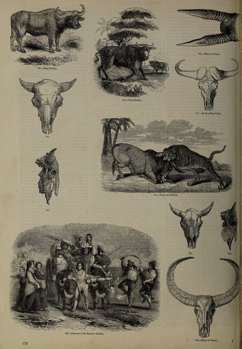 749.—Gleaners of the Pontine Marshes. 751.—Cape Buffalo. 752.—Cape Buffalo. 747.—Horns of Arnee. 750.—Tiger and Buffalo. 763. 746.—Horns of Anoa. 753 —Skull of Bos Caffer.