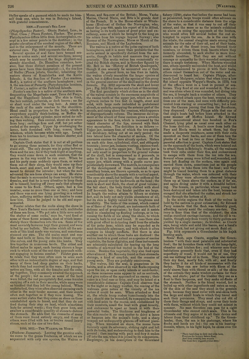 Steller speaks of a garment which he made for him¬ self from one, when he was in Behring's Island, with grateful remembrance. 1008.—Forster’s Sea-Lion (Platyrhynchus Fosteri). Otaria Fosteri, Less., in ‘Diet. Class.;’ Phoca Forsteri, Fischer. The genus Platyrhynchus differs little from Arctocephalns, ex- j cept in a few minor points in the dentition ; in the greater elevation of the cerebral region of the skull, and in the enlargement of the muzzle. There are external ears. Fig. 1009 represents the skull. Several species of seal have been termed sea- bears or ursine seals ; and several sea-lions, among which may be mentioned the huge elephant-seal already described. Dr. Hamilton considers, how¬ ever, that three distinct members of the present genus have been thus designated:—1, the sea-lion of Steller (Phoca jubata, Grnelin), inhabiting the eastern shores of Kamtchatka and the Kurile Islands; 2, the Sea-lion of Forster (Leo marinus, Buff.), a native of the southern hemisphere ; and 3, the sea-lion of Pernetty (Platyrhynchus leoninus, F. Cuvier), a native of the Falkland Islands. Forster's sea-lion is a native of the southern seas, frequenting the Magellanic coast, Terra del Fuego, and the Magellanic Islands. The skin is thick, the hair reddish, yellowish, or dark brown ; no fur or short wool under the long hair. A mane on the neck of the male reaches to the shoulders, j Head small in proportion to the bod)-, which is l everywhere equally thick-looking, as Button de¬ scribes it, like a great cylinder, more suited for roll¬ ing than walking. Ears conical, about six or seven lines long; cartilage firm and stiff, but yet rather curled at the margin. Upper lip overhanging the lower, both furnished with long, coarse, black whiskers, which become white with age. Length from ten to fourteen feet; the females shorter and more slender. Captain Cook states that it is not at all perilous to go among these animals, for they either fled or stood still. The only danger was in going between them and the sea ; for if they took flight at anything, they would come down in such numbers, that the person in the way would be run over. When he and his party came suddenly upon them, or waked them out of their sleep, they would raise up their heads, snort and snarl, and look fierce, as if they meant to devour the intruder; but when the men advanced the sea-lions always ran away. He states that the male is surrounded by from twenty to thirty females, and that he is very attentive to keep them all to himself, beating off every male that attempts to come to his flock. Others, again, had a less number, some no more than one or two; and here and there was seen one lying growling in a retired place, suffering neither males nor females to come near him. These he judged to be old and super¬ annuated. Forster relates that the rocks along the shore in New' Year’s Harbour were covered with multitudes of these sea-lions. “We put into a little cove under the shelter of some rocks,” says he, “and fired at some of these fierce animals, most of which imme¬ diately threw themselves into the sea. Some of the most unwieldy however kept their ground, and were killed by our bullets. The noise which all the ani¬ mals of this kind made was various, and sometimes stunned our ears. The old males snort and roar like mad bulls or lions, the females bleat exactly like calves, and the young cubs like lambs. They live together in numerous herds. The oldest and fattest males lie apart, each having chosen a large rock to which none of the rest dare approach with¬ out engaging in furious combat.” Forster goes on to relate that they were often seen to seize each other with an indescribable degree of rage, and that many of them had deep gashes on their backs, which they had received in the wars. The younger active sea-lions, with all the females and the cubs, lay together. They commonly awaited the approach of the people ; but as soon as some of the herd were killed, the rest precipitately fled, some females carrying oft' a cub in their mouths, while many were so terrified that they left the young behind. When undisturbed, they were often observed caressing each other in the most tender manner, and their snouts often met together as if they were kissing. The same author states that they come on shore on those uninhabited spots to breed, and that they do not feed during their stay on land, which sometimes lasts for several weeks ; they then grow lean, and swallow a considerable quantity of stones to distend the stomach. He adds that the stomachs of many of them were found entirely empty, and those of others were filled with ten or twelve round heavy stones, each of the size of tw'o fists. 1010, 1011.—The Walrus, or Morse (TricJtccus Fosman/s). Leaving the genuine seals, we come to the genus Trichecus, of which we are acquainted with only one species, the Walrus or Morse, and Sea-cow of the British; Morse, Vache Marine, Cheval Marin, and Bete k la grande dent of the French. It is the Horse-whale or Whale- horse (Hval-ros) of Octher the Norwegian, who, about the year 890, made his report of it to Alfred, as having in its teeth bones of great price and ex¬ cellency, some of which he brought to the king on his return from his voyage beyond Norway; also Rosmar of the Norwegians; Morss or Morsli of the Russians, and Morsk of the Laplanders. The walrus is a native of the polar regions of both hemispheres, and it is more than probable that the arctic animal is specifically distinct from the ant¬ arctic, though in habits and manners they agree precisely. The arctic walrus has occasionally vi¬ sited the British shores, and is therefore figured by Mr. Bell in his ‘History of British Quadrupeds,’ though it can scarcely be accounted one of their number. In general form, no less than in habits, the walrus closely resembles the larger species of seals, but it differs from all the species of this group in the general contour of the skull and in the dental formula. Fig. 1012 represents the skull and lower jaw ; Fig. 1013 the molars and a tusk of this animal. The first peculiarity which strikes us in the skull of the walrus consists in the enormous magnitude of the canine teeth of the upper jaw, which are from eighteen inches to two feet in length, stout and solid, with large roots imbedded in protuberant alv eoli, or sockets, occupying the anterior part of the muzzle, and rising above the cranium, which appears of disproportionate volume. The immense develop¬ ment of the alveoli of these canines gives a swollen appearance to the face, which is increased by the tumid character of the lips, covered with thick wiry moustaches. The dentition is as follows Upper jaw, incisors four, of which the two middle are deciduary, falling out at an early period; the two lateral have the character of molars. Of the enormous canines we have already spoken. Molars on each side four, cylindrical, short, and obliquely truncate ; lower jaw, incisors wanting, canines want¬ ing ; molars as in the upper jaw. The lower jaw is not only small in proportion to the general volume of the skull, but is compressed as it proceeds, in order to fit in between the huge canines of the upper jaw, which sweep with a gentle curve per¬ pendicularly downward. The nostrils, in consequence of the development of those imbedded in the maxillary bones, are thrown upwards, so as to open considerably above the muzzle with a vertical aspect. The eyes are small, but brilliant; the orifices of the ears are placed very far backwards on the head ; the neck is short and thick, the chest of great volume ; the tail short; the body thinly clothed with short stiff brownish hair; the hinder paddles are large. In length the walrus attains to fifteen or sixteen feet, and its body not only yields abundance of oil, but its skin is highly valued for its toughness and durability. The tusks of this animal, which remind us of those of the elephant, are instruments both of defence and of progression ; by their aid it assists itself in clambering up floating icebergs, or in tra¬ versing the fields of ice along the shore, to which it resorts both to rest and breed. It uses them also with great effect in defending itself from the attacks of the polar bear, which may be regaided as its most formidable adversary, and with which it often engages in bloody conflicts. But there is also another use to which these tusks are destined : the I walrus feeds to a great extent on a species of marine ' vegetable, the fucus digilatus, and these instruments 1 are admirably calculated for tearing up the long wreaths of sea-weed fast rooted in the bed of the ocean. Besides this vegetable, they also feed upon other aliment.; Mr. Scoresby found in their stomachs shrimps, a kind of crayfish, and the remains of young seals. They are probably omnivorous. The walrus, like the seal, is gregarious in its habits, and is often observed in vast flocks reposing upon the ice, or upon rocky islands or sand-banks ; on these occasions some appear to act as sentinels, and give notice of the approach of an enemy ; their voice is a loud roar or bray, and may be heard at a considerable distance: Captain Cook observes that in the night or in foggy weather, the roaring of the walruses gave notice of the vicinity of the ice before it could be seen. When attacked or fired at, the whole troop rushes tumultuously into the sea ; should one be wounded, its companions hasten with loud cries to the rescue, and, emboldened by their numbers, assail the boat with great ferocity, and endeavour to upset or break it with their powerful tusks. The thickness and toughness of the skin render it no easy matter to drive a lance or harpoon into the animal’s body, and a sharp weapon not unfrequently glances off without pierc¬ ing. When wounded on shore, the morse turns furiously upon its adversary, striking right and left with ils tusks, and endeavouring to dash him to the ground; then roaring with pain and fury it makes off into the sea, where it is joined by its companions. Zorgdrager, in his description of the Greenland fishery (1750), states that before the morse had been so persecuted, large troops would often advance on the shore to a considerable distance from the edge of the water, so that it was easy to cut off their retreat, and the more so as the animals exhibited no alarm on seeing the approach of the hunters, who would often kill several before the rest at¬ tempted to regain the sea. As is the case with the whale, the annual slaughter made among these animals for the sake of their oil, and of their tusks, which are of the finest ivory, has thinned their numbers, or driven them from haunts where they formerly abounded, to seek shelter in more inac¬ cessible localities. That they are not without courage or sympathy for their wounded companions there is ample testimony. When Martens wounded one, others speedily surrounded the boat, and whilst some endeavoured to pierce it with their tusks, others raised themselves out of the water and en¬ deavoured to board her. Captain Phipps, after¬ wards Lord Mulgrave, relates that when near a low flat island opposite Waygat’s Straits, in 1773, two of the officers went in a boat in pursuit of sea¬ horses. They fired at one and wounded it. The ani¬ mal was alone when it was wounded, but diving into the sea, it brought back a number of others. They made a united attack upon the boat, wrested an oar from one of the men, and were with difficulty pre¬ vented from staving or oversetting her; but a boat from the Carcass joining that from the Racehorse, they dispersed. Captain Phipps adds that one of that ship’s boats had before been attacked in the same manner off Moffen Island. Sir Edward Parry encountered about two hundred in Fox’s Channel, lying piled as usual over each other on the loose drift-ice. A boat’s crew from both the Fury and Hecla went to attack them, but they made a desperate resistance, some with their cubs mounted on their backs, and one of them tore the planks of a boat in two or three places. Their parental affection is great. Captain Cook states that on the approach of the boats, which were hoisted out to attack them in Behring’s Straits, all the walruses took their cubs under their fins, and endeavoured to escape with them from the ice into the sea. Several whose young were killed ancUwounded, and were left floating on the surface, rose again and. carried them down, sometimes just as the people were going to take them into the boat; and they might be traced bearing them to a great distance through the water, which was coloured with their blood. They were afterwards observed bringing them up at times above the surface, as if for air, and again diving under it with a dreadful bellow¬ ing. The female, in particular, whose young had been destroyed and taken into the boat, became so enraged that she attacked the cutter, and struck her tusks through the bottom of it. In the arctic regions the flesh of the walrus is held by the natives in great estimation; Sir Edward Parry remarks that the flesh was tolerably good, affording variety amid the ordinary sea-fare. The ivory is finer than that of the elephant; the skin makes excellent carriage-harness; and the oil is va¬ luable, though only from twenty to thirty gallons are yielded by a single carcass; its blubber, as Crantz says, being white and solid like bacon, and a hand's breadth thick, but not giving out much fluid oil. Fig. 1014 represents a Greenlander in his kajak hunting seals. Seals’ flesh, says Crantz, supplies the Green¬ landers “ with their most palatable and substantial food ; the fat furnishes them with oil for lamp-light, chamber and kitchen fire ; and whoever sees their habitations presently finds that, even if they had superfluity of wood, it would not be of use, they can use nothing but. oil in them. They also mollify their dry food, mostly fish, with oil; and finally they barter it for all kinds of necessaries with the factor. They can sew better with fibres of the seals’ sinews than with thread or silk ; of the skins of the entrails they make window-curtains for their tents, and shirts; part of the bladder they use as a float to their harpoons, and they make oil-flasks of the stomach. Neither is the blood wasted, but is boiled up with other ingredients and eaten as soup. Of the skin of the seal they stand in the greatest need, because they must cover with seal-skins both the large and small boats in which they travel and seek their provisions. They must also cut oht of them their thongs and straps, and cover their tents with them, without which they could not subsist in summer. No man therefore can pass for a right Greenlander who cannot catch seals. This is the ultimate end they aspire at in all their device and labour from their childhood up.” To the Green¬ lander, then, the sea is his pasturage, where his flocks and herds are fed: the sea is his hunting- domain, where, in his light kajak, he skims over the waves: ‘ There tumbling in their seal-skin boat. Fearless the hungry fishers float. And from teeming seas supply The food their niggard plains deny.*