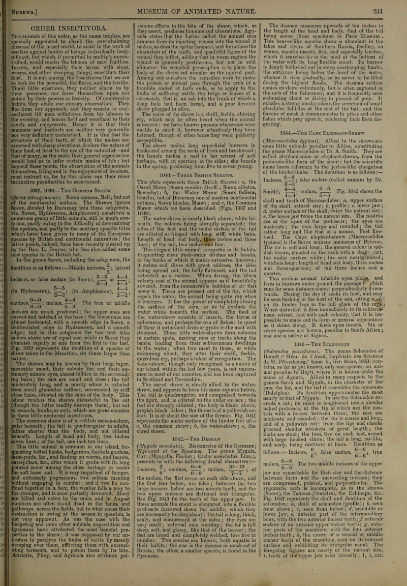 ORDER INSECTIVORA. The animals of this order, as the name implies, are specially appointed to check the overwhelming; increase of the insect world, to assist in the work of warfare against hordes of beings individually insig¬ nificant, but which, if permitted to multiply uncon¬ trolled, would render the labours of man fruitless. Insects, and especially their larvae, with slugs, worms, and other creeping things, constitute then- food. It is not among the Insectivora that we are to look for the powerful, the fierce, and the terrific. Timid little creatures, they neither alarm us by their presence, nor force themselves upon our notice by their powers or ferocity. Of unobtrusive habits, they elude our cursory observation. They flee from our approach, and they remain in con¬ cealment till man withdraws from his labours in the evening, and leaves field and woodland to their revels and enjoyments. Hence it is that their manners and instincts are neither very generally nor very definitely understood. It is true that the structure of their teeth, of which the molars are crowned with sharp elevations, declare the nature of their food, at least to the eye of the naturalist—and that of many, as the mole, their general organization would lead us to infer certain modes of life ; but beyond these points, the observation of the animals themselves, living and in the enjoyment of freedom, must instruct us, for by this alone can their nicer instinctive peculiarities be ascertained. 1037, 1038.—The Common Shrew (.Soj'ex tetragonurus). Sorex araneus, Bell; but not of the continental authors. The Shrews (genus Sorex, divided by Duvernoy into three subgenera, viz. Sorex, Hydrosorex, Amphisorex) constitute a numerous group of little animals, still in much con¬ fusion, partly owing to the difficulty of determining the species, and partly to the contrary specific titles which have been given to many of the European species by British and continental naturalists; the latter points, indeed, have been recently cleared up by the Rev. L. Jenyns, who has also added some new species to the British list. In the genus Sorex, including the subgenera, the 2 dentition is as follows :—Middle incisors, - ; lateral incisors, or false molars (in Sorex), -—- or -—^ • 3—3 4—41 5_5 A_A (in Hydrosorex), -—. ; (in Amphisorex), -• — —. 2 2 q_o 4_4 canines,-—; molars, -—^ The true or middle incisors are much produced ; the upper ones are curved and notched at the base ; the lower ones are almost horizontal, with a smooth edge in Sorex, a denticulated edge in Hydrosorex, and a smooth edge; but in this subgenus the two first false molars above are of equal size, while in Sorex they diminish rapidly in size from the first to the last. Fig. 1039 represents the dentition of a species of shrew taken in the Mauritius, six times larger than nature. The shrews may be known by their long, taper, moveable snout, their velvety fur, and their ex¬ tremely minute eyes, almost hidden in the surround¬ ing hairs ; the ears are small and close ; the tail moderately long, and a musky odour is exhaled from small glandular orifices, surrounded by stiff close hairs, situated on the sides of the body. This odour renders the shrews distasteful to the cat (though the latter readily destroys them), but not to weasels, hawks, or owls, which are great enemies to these little nocturnal insectivora. - The common shrew is of a reddish mouse-colour, paler beneath; the tail is quadrangular in adults, rather shorter than the body, and not ciliated beneath. Length of head and body, two inches seven lines ; of the tail, one inch ten lines. This little animal is common in our island, fre¬ quenting tufted banks, hedgerows, thickets,gardens, farm-yards, &e., and feeding on worms, and insects, caterpillars, &c., after which it grubs with its long pointed snout among the close herbage or under the soft loose soil. It is very impatient of hunger, and extremely pugnacious, two seldom meeting without engaging in combat; and if two be con¬ fined together in a box, the weaker falls a prey to the stronger, and is soon partially devoured. Many are killed and eaten by the mole, and in August numbers are often found dead in the lanes, and pathways across the fields, but to what cause their destruction is owing, at the season in question, is not very apparent. As was the case with the hedgehog and some other animals, superstition and ignorance have attributed the most baneful pro¬ perties to the shrew ; it was supposed by our an¬ cestors to paralyze the limbs of cattle by merely creeping over them, afflicting them with excruci¬ ating torments, and to poison them by its bite. Aristotle, Pliny, and Agricola also attribute poi¬ sonous effects to the bite of the shrew, which, as they assert, produces tumours and ulcerations. Agri¬ cola states that the Latins called the animal mus araneus from its injecting venom into the wound it makes, as does the spider (aranea), and he notices the characters of the teeth, and quadrifid figure of the wound they inflict, adding that in warm regions the wound is generally pestiferous, but not in cold climates: his remedial prescription is to place the body of the shrew cut asunder on the injured part. Among our ancestors the remedies were to make the person or animal pass through the arch of a bramble rooted at both ends, or to apply to the limbs of suffering cattle the twigs or leaves of a shrew-ash, that is, an ash into the trunk of which a deep hole had been bored, and a poor devoted shrew plugged in alive. The voice of the shrew is a shrill, feeble, chirring cry, which may be often heard when the animal i is unseen : we have known persons whose ears were unable to catch it, however attentively they have listened, though of other tones they were perfectly susceptible. The shrew makes long superficial burrows in 1 banks and among the roots of trees and brushwood; the female makes a nest in her retreat of soft herbage, with an aperture at the sides; she breeds [ in the spring, producing from five to seven young. 1040.—Three British Shrews. This plate represents three British Shrews : a, the Oared Shrew (Sorex remifer, Geoff.; Sorex ciliat.us, Sowerby); b, the Water Shrew (Sorex fodiens, Gmelin, not of Duvernoy nor of modern continental authors; Sorex bicolor, Shaw); and c, the Common Shrew which we have described (Figs. 1037 and 1038). The water-shrew is nearly black above, white be¬ neath, the colours being abruptly separated ; the sides of the feet and the under surface of the tail are ciliated or fringed with long, stiff, white hairs. Length of head and body, three inches and three lines; of the tail, two inches one line. This elegant little animal is aquatic in its habits, frequenting clear fresh-water ditches and brooks, in the banks of which it makes extensive burrows ; it swims and dives with great address, the sides being spread out, the belly flattened, and the tail extended as a rudder. When diving, the black velvety coat of the animal appears as if beautifully silvered, from the innumerable bubbles of air that cover it. These are pressed out of the fur, which repels the water, the animal being quite dry when it emerges. It has the power of completely closing the orifices of the ears, so as to exclude the water while beneath the surface. The food of the water-shrew consists of insects, the larvae of ephemerae, and perhaps the ova of fishes ; in quest of these it swims and dives or grubs in the mud with its snout. These little water-shrews form colonies in certain spots, making runs or tracks along the banks, leading from their subterranean dwellings to the water; when tw-o meet in these, or w-hile swimming about, they utter their shrill, feeble, querulous cry, perhaps a token of recognition. The water-shrew, though only recognised as a native of our island within the last few years, is not uncom¬ mon in most of our counties, and has been captured in Scotland and Devonshire. The oared shrew is closely allied to the water- shrew, and appears to have the same aquatic habits. The tail is quadrangular, and compressed towards the apex, and is ciliated on the under surface ; the fleet are strongly ciliated ; the body is black above, greyish black below; the throat is of a yellowish co¬ lour. It is of about the size of the former. Fig. 1041 represents the under surface of the hinder feet of— a, the common shrew; b, the water-shrew; c, the oared shrew. 1042.—The Desman (Mygale moschata). Biesamratze of the Germans; Wychozol of the Russians. The genus Mygale, Cuv. (Myogalla, Fischer ; Castor moschatus, Linn.), presents us with the following dental characters :— T 2 . 0—0 , 10—10 „ Incisors, - ; canines, _—. ; molars,-; of 8’ 0—0 7—7 the molars, the first seven on each side above, and the first four below, are false ; between the two large incisors below are two minute teeth, and the two upper incisors are flattened and triangular. See Fig. 1043 for the teeth of the upper jaw. In these animals the snout is elongated into a flexible proboscis furrowed down the middle, which they are incessantly turning about; the tail is long, thick, scaly, and compressed at the sides ; the eyes are very small; external ears wanting; the fur is full deep, soft, and glossy, like that of the beaver; the feet are broad and completely webbed, toes five in number. Two species are known, both aquatic in their habits: the one is the desman or musk-rat of Russia; the other, a smaller species, is found in the Pyrenees. The desman measures upwards of ten inches in the length of the head and body, that of the tail being seven (from specimen in Paris Museum . This beaver-like aquatic shrew is abundant in the lakes and rivers of Southern Russia, feeding, on worms, aquatic insects, fish, and especially leeches, which it searches for in the mud at the bottom of the water with its long flexible snout. Its burrow is deeply hollowed out in steep overhanging banks, the entrance being below the level of the water, whence it rises gradually, so as never to be filled during the highest floods. The desman seldom comes on shore voluntarily, but is often captured in the nets of the fishermen; and it is frequently seen swimming about or diving in pursuit of prey. It exhales a strong musky odour, the secretion of small glandular follicles at the root of the tail; and this flavour of musk it communicates to pikes and other fishes which prey upon it, rendering their flesh dis¬ gusting. 1044.—The Cape Elephant-Shrew (Macroscelides typicus). Allied to the shrews are some little animals peculiar to Africa, constituting the genus Macroscelides of Dr. A. Smith. They are called elephant-mice or elephant-shrews, from the proboscis-like form of the snout; but the scientific name bears reference to the jerboa-like elongation of the hinder-limbs. The dentition is as follows:— 9_Q Incisors, -_; false molars (called canines by Dr. Smith), -4 4—4 molars, Fig. 1045 shows the o—o skull and teeth of Macroscelides: a, upper surface of the skull, natural size; b, profile; c, lower jaw; d, under surface of the skull, twice the natural size ; e, the lower jaw twice the natural size. The nostrils are at the apex of the proboscis; the eyes are moderate; the ears large and rounded; the tail rather long and like that of a mouse. Feet five¬ toed. The Cape elephant-shrew (Macroscelides typicus) is the Sorex araneus maxi mus of Petever. The fur is soft and long; the general colour is ’-ed¬ dish brown, clouded on the back with a dm);- int, the under surface white; the ears nearly-) naned; whiskers long: length of head and body, three inches and three-quarters; of tail three inches and a quarter. This curious animal inhabits open plaiys, and lives in burrows under ground, the passage t which runs for some distance almost perpendicularly d nvn- wards. During the day it seeks its food, and may be seen basking in the heat of the sun, sitting e^et on its hinder legs in the full glare of the rays- j When disturbed it flies immediately to its subterra¬ nean retreat, and with such velocity, that it is im¬ possible to make out its form or general appearance as it skims along. It feeds upon insects. Six or seven species are known, peculiar to South Africa and one a native of Algiers. 1046.—The Solenodon (Solenodon paradoxus). The genus Solenodon of Brandt (‘ Mem. de l'Acad. Imperiale des Sciences de St. Petersbourg,’ tome ii., livr. 3eme, 1833) con¬ tains, as far as yet known, only one species, an ani¬ mal peculiar to Havfi, where it is known under Hie name of Agouta. Allied in many respects to the genera Sorex and Mygale, in the character of the- ears, Ihe fur, and the tail it resembles the opossums (Didelphis). Its dentition .approximates the most nearly to that of Mygale. In size the Solenodon ex¬ ceeds a rat; its snout is lengthened into a slender naked proboscis, at the tip of which are the nos¬ trils with a furrow between them; the ears are moderate and rounded ; the fur is coarse and long, and of a yellowish red; from the lips and cheeks proceed slender whiskers of great length; the limbs are stout; the toes, five on each foot, armed with large hooked claws; the tail is long, rat-like, and scaly, being destitute of hairs. Dentition as J q 0 6 follows:—Incisors, false molars,-; true 6 6—6 g_g molars,-The two middle incisors of the upper 8—8 jaw are remarkable for their size and the-distance between them and the succeeding incisors; they are compressed, pointed, and perpendicular. The- zygomatic arch is incomplete, as in the shrews (Sorex), the Tanrecs (Centetes), the Echinops, &c- Fig. 1047 represents the skull and dentition of the solenodon: a, skull of solenodon (profile); b, seen, from above ; c, seen from below ; d, mandible or lower jaw; e, anterior part of the intermaxillary- bone, with the two anterior incisor teeth :f, anterior surface of an anterior upper incisor tooth; g, ante¬ rior parts of the mandible, with the four anterior incisor teeth; h, the crown of a second or middle I incisor tooth of the mandible, seen on its internal I surface and exhibiting its triangular canal. The I foregoing figures are nearly of the natural size. 1 ?, teeth of tiie upper jaw seen laterally; 1, 1, nat.