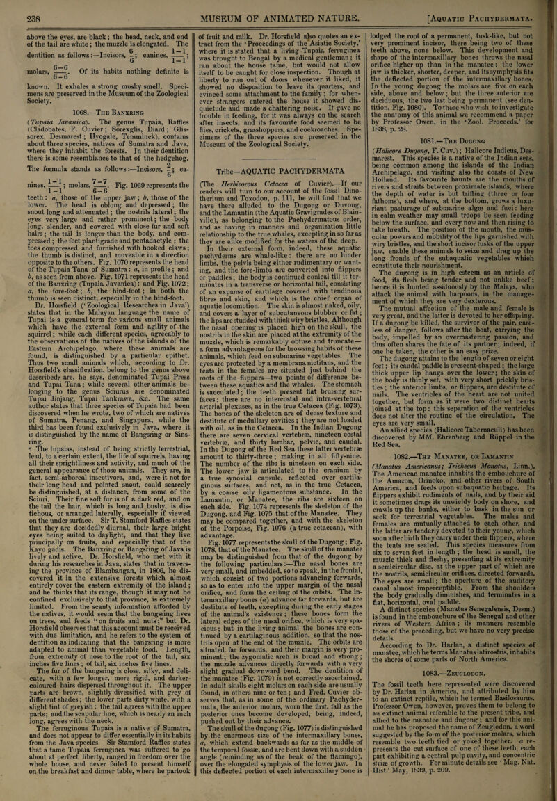 above the eyes, are black; the head, neck, and end of the tail are white ; the muzzle is elongated. The 6 1 — 1 dentition as followsIncisors, canines, -; 6 1-1’ 6 0 molars, -t. Of its habits nothing definite is 6 — 6 known. It exhales a strong musky smell. Speci¬ mens are preserved in the Museum of the Zoological Society. 1068.—The Banxring (Tupaia Javanica). The genus Tupaia, Raffles (Cladobates, F. Cuvier; Sorexglis, Diard; Glis- sorex, Desmarest; Hyogale, Temminck), contains about three species, natives of Sumatra and Java, where they inhabit the forests. In their dentition there is some resemblance to that of the hedgehog. 2 The formula stands as follows:—Incisors, - ; ca- 6 • 1—1 7—7 nines, _—^; molars, --Fig. 1069 represents the teeth: a, those of the upper jaw; b, those of the lower. The head is oblong and depressed; the snout long and attenuated; the nostrils lateral; the eyes very large and rather prominent; the body long, slender, and covered with close fur and soft hairs; the tail is longer than the body, and com¬ pressed; the feet plantigrade and pentadactyle ; the toes compressed and furnished with hooked claws ; the thumb is distinct, and moveable in a direction opposite to the others. Fig. 1070 represents the head of the Tupaia Tana of Sumatra: a, in profile ; and b, as seen from above. Fig. 1071 represents the head of the Banxring (Tupaia Javanica): and Fig. 1072; a, the fore-foot; b, the hind-foot; in both the thumb is seen distinct, especially in the hind-foot. Dr. Horsfield (‘Zoological Researches in Java’) states that in the Malayan language the name of Tupai is a general term for various small animals which have the external form and agility of the squirrel; while each different species, agreeably to the observations of the natives of the islands of the Eastern Archipelago, where these animals are found, is distinguished by a particular epithet. Thus two small animals which, according to Dr. Horsfield's classification, belong to the genus above described,' are, he says, denominated Tupai Press and Tupai Tana; while several other animals be¬ longing to the genus Sciurus are denominated Tupai Jinjang, Tupai Tankrawa, &c. The same author states that three species of Tupaia had been discovered when he wrote, two of which are natives of Sumatra, Penang, and Singapura, while the third has been found exclusively in Java, where it is distinguished by the name of Bangsring or Sins- ring. *> The tupaias, instead of being strictly terrestrial, lead, to a certain extent, the life of squirrels, having all their sprightliness and activity, and much of the general appearance of those animals. They are, in fact, semi-arboreal insectivora, and, were it not for their long head and pointed snout, could scarcely be distinguished, at a distance, from some of the Sciuri. Their fine soft fur is of a dark red, and on the tail the hair, which is long and bushy, is dis¬ tichous, or arranged laterally, especially if viewed on the under surface. Sir T. Stamford Raffles states that they are decidedly diurnal, their large bright eyes being suited to daylight, and that they live principally on fruits, and especially that of the Kayo gadis. The Banxring or Bangsring of Java is lively and active. Dr. Horsfield, who met with it during his researches in Java, states that in travers¬ ing the province of Blambangan, in 1806, he dis¬ covered it in the extensive forests which almost entirely cover the eastern extremity of the island; and he thinks that its range, though it may not be confined exclusively to that province, is extremely limited. From the scanty information afforded by the natives, it would seem that the bangsring lives on trees, and feeds “on fruits and nuts;” but Dr. Horsfield observes that this account must be received with due limitation, and he refers to the system of dentition as indicating that the bangsring is more adapted to animal than vegetable food. Length, from extremity of nose to the root of the tail, six inches five lines; of tail, six inches five lines. The fur of the bangsring is close, silky, and deli¬ cate, with a few longer, more rigid, and darker- coloured hairs dispersed throughout it. The upper parts are brown, slightly diversified with grey of different shades ; the lower parts dirty white, with a slight tint of greyish : the tail agrees with the upper parts; and the scapular line, which is nearly an inch long, agrees with the neck. The ferruginous Tupaia is a native of Sumatra, and does not appear to differ essentially in its habits from the Java species. Sir Stamford Raffles states that a tame Tupaia ferruginea was suffered to go about at perfect liberty, ranged in freedom over the whole house, and never failed to present himself on the breakfast and dinner table, where he partook of fruit and milk. Dr. Horsfield also quotes an ex¬ tract from the ‘ Proceedings of the Asiatic Society,’ where it is stated that a living Tupaia ferruginea was brought to Bengal by a medical gentleman ; it ran about the house tame, but would not allow itself to be caught for close inspection. Though at liberty to run out of doors whenever it liked, it showed no disposition to leave its quarters, and evinced some attachment to the family ; for when¬ ever strangers entered the house it showed dis¬ quietude and made a chattering noise. It gave no trouble in feeding, for it was always on the search after insects, and its favourite food seemed to be flies, crickets, grasshoppers, and cockroaches. Spe¬ cimens of the three species are preserved in the Museum of the Zoological Society. Tribe—AQUATIC PACHYDERMATA (The Herbivorous Cetacea of Cuvier).—If our readers will turn to our account of the fossil Dino- therium and Toxodon, p. Ill, he will find that we have there alluded to the Dugong or Duvong, and the Lamantin (the Aquatic Gravigrades of Blain- ville), as belonging to the Pachydermatous order, and as having in manners and organization little relationship to the true whales, excepting in so far as they are alike modified for the waters of the deep. In their external form, indeed, these aquatic pachyderms are whale-like : there are no hinder limbs, the pelvis being either rudimentary or want¬ ing, and the fore-limbs are converted into flippers or paddles; the body is continued conical till it ter¬ minates in a transverse or horizontal tail, consisting of an expanse of caitilage covered with tendinous fibres and skin, and which is the chief organ of aquatic locomotion. The skin is almost naked, oily, and covers a layer of subcutaneous blubber or fat; the lips are studded with thick wiry bristles. Although the nasal opening is placed high on the skull, the nostrils in the skin are placed at the extremity of the muzzle, which is remarkably obtuse and truncate— a form advantageous for the browsing habits of these animals, which feed on submarine vegetables. The eyes are protected by a membrananictitans, and the teats in the females are situated just behind the roots of the flippers—two points of difference be¬ tween these aquatics and the whales. The stomach is sacculated; the teeth present flat bruising sur¬ faces ; there are no intercostal and intra-vertebral arterial plexuses, as in the true Cetacea (Fig. 1073). The bones of the skeleton are of dense texture and destitute of medullary cavities ; they are not loaded with oil, as in the Cetacea. In the Indian Dugong there are seven cervical vertebrae, nineteen costal vertebrae, and thirty lumbar, pelvic, and caudal. In the Dugong of the Red Sea these latter vertebrae amount to thirty-three ; making in all fifty-nine. The number of the ribs is nineteen on each side. The lower jaw is articulated to the cranium by a true synovial capsule, reflected over cartila¬ ginous surfaces, and not, as in the true Cetacea, by a coarse oily ligamentous substance. In the Lamantin, or Manatee, the ribs are sixteen on each side. Fig. 1074 represents the skeleton of the Dugong, and Fig. 1075 that of the Manatee. They may be compared together, and with the skeleton of the Porpoise, Fig. 1076 (a true cetacean), with advantage. Fig. 1077 represents the skull of the Dugong; Fig. 1078, that of the Manatee. The skull of the manatee may be distinguished from that of the dugong by the following particulars:—The nasal bones are very small, and imbedded, so to speak, in the frontal, which consist of two portions advancing forwards, so as to enter into the upper margin of the nasal orifice, and form the ceiling of the orbits. 'The in¬ termaxillary bones (a) advance far forwards, but are destitute of teeth, excepting during the early stages of the animal's existence; these bones form the lateral edges of the nasal orifice, which is very spa¬ cious ; but in the living animal the bones are con¬ tinued by a cartilaginous addition, so that the nos¬ trils open at the end of the muzzle. The orbits are situated, far forwards, and their margin is very pro¬ minent ; the zygomatic arch is broad and strong; the muzzle advances directly forwards with a very slight gradual downward bend. The dentition of the manatee (Fig. 1079) Is not correctly ascertained. In adult skulls eight molars on each side are usually found, in others nine or ten; and Fred. Cuvier ob¬ serves that, as in some of the ordinary Pachyder¬ mata, the anterior molars, worn the first, fall as the posterior ones become developed, being, indeed, pushed out by their advance. The skull of the dugong (Fig. 1077) is distinguished by the enormous size of the intermaxillary bones, a, which extend backwards as far as the middle of the temporal fossae, and are bent down with a sudden angle (reminding us of the beak of the flamingo), j over the elongated symphysis of the lower jaw. In this deflected portion of each intermaxillary bone is j lodged the root of a permanent, tusk-like, but not very prominent incisor, there being two of these teeth above, none below. This development and shape of the intermaxillary bones throws the nasal orifice higher up than in the manatee: the lower jaw is thicker, shorter, deeper, and its symphysis fits the deflected portion of the intermaxillary bones. In the young dugong the molars are five on each side, above and below; but the three anterior are deciduous, the two last being permanent (see den¬ tition, Fig. 1080). To those who wish to investigate the anatomy of this animal we recommend a paper by Professor Owen, in the ‘Zool. Proceeds.’ for 1838, p. 28. 1081.—The Dugong (.Halicore Dugong, F. Cuv.); Halicore Indicus, Des¬ marest. This species is a native of the Indian seas, being common among the islands of the Indian Archipelago, and visiting also the coasts of New Holland. Its favourite haunts are the mouths of rivers and straits between proximate islands, where the depth of water is but trifling (three or four fathoms), and where, at the bottom, grows a luxu¬ riant pasturage of submarine algse and fuci: here in calm weather may small troops be seen feeding below the surface, and every now and then rising to take breath. The position of the mouth, the mus¬ cular powers and mobility of the lips garnished with wiry bristles, and the short incisor tusks of the upper jaw, enable these animals to seize and drag up the long fronds of the subaquatic vegetables which constitute their nourishment. The dugong is in high esteem as an article of food, its flesh being tender and not unlike beef; hence it is hunted assiduously by the Malays, who attack the animal with harpoons, in the manage¬ ment of which they are very dexterous. The mutual affection of the male and female is very great, and the latter is devoted to heroffspiing. If a dugong be killed, the survivor of the pair, care¬ less of danger, follows after the boat, carrying the body, impelled by an overmastering passion, and thus often shares the fate of its partner; indeed, if one be taken, the other is an easy prize. The dugong attains to the length of seven or eight feet; its caudal paddle is crescent-shaped; the large thick upper lip hangs over the lower; the skin of the body is thinly set, with very short prickly bris¬ tles ; the anterior limbs, or flippers, are destitute of nails. The ventricles of the heart are not united together, but form as it were two distinct heaits joined at the top: this separation of the ventricles does not alter the routine of the circulation. The eyes are very small. An allied species (Halicore Tabernaculi) has been discovered by MM. Ehrenberg and Riippel in the Red Sea. 1082.—The Manatee, or Lamantin (Manatus Americanus; Trichecus Manatns, Linn.). The American manatee inhabits the embouchure of the Amazon, Orinoko, and other rivers of South America, and feeds upon subaquatic herbage. Its flippers exhibit rudiments of nails, and by their aid it sometimes drags its unwieldy body on shore, and crawls up the banks, either to bask in the sun or seek for terrestrial vegetables. The males and females are mutually attached to each other, and the latter are tenderly devoted to their young, which soon after birth they carry under their flippers, where the teats are seated. This species measures from six to seven feet in length ; the head is small, the muzzle thick and fleshy, presenting at its extremity a semicircular disc, at the upper part of which are the nostrils, semicircular orifices, directed forwards. The eyes are small; the aperture of the auditory canal almost imperceptible. From the shoulders the body gradually diminishes, and terminates in a flat, horizontal, oval paddle. A distinct species (Manatus Senegalensis, Desm.) is found in the embouchure of the Senegal and other rivers of Western Africa; its manners resemble those of the preceding, but we have no very precise details. According to Dr. Harlan, a distinct species of manatee, which he terms Manatus latirostris, inhabits the shores of some parts of North America. 1083.—Zeuglodon. The fossil teeth here represented were discovered by Dr. Harlan in America, and attributed by him to an extinct reptile, which he termed Basilosaurus. Professor Owen, however, proves them to belong to an extinct animal referable to the present tribe, and allied to the manatee and dugong ; and for this ani¬ mal he has proposed the name of Zeuglodon, a word suggested by the form of the posterior molars, which resemble two teeth tied or yoked together, a re¬ presents the cut surface of one of these teeth, each j part exhibiting a central pulp cavity, and concentric striae of growth. For minute details see ‘ Mag. Nat. [ Hist.’ May, 1839, p. 209.