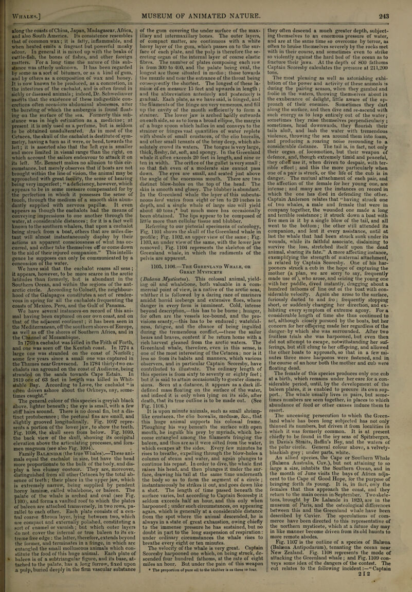 alongthe coasts ofChina, Japan, Madagascar, Africa, and also South America. Its consistence resembles that of common wax; it is fatty, inflammable, and when heated emits a fragrant but powerful musky odour. In general it is mixed up with the beaks of cuttle-fish, the bones of fishes, and other foreign matters. For a long time the nature of this sub¬ stance was utterly unknown. It has been regarded by some as a sort of bitumen, or as a kind of gum, and by others as a composition of wax and honey. It is now known to be produced, as a concretion, in the intestines of the cachalot, and is often found in sickly or diseased animals; indeed. Dr. Schwediawer asserts that the existence of these indigestible con¬ cretions often occasions abdominal abscesses, after Ihe bursting of which the ambergris is found float¬ ing on the surface of the sea. Formerly this sub¬ stance was in high estimation as a medicine; at present it is only used as a perfume, but is seldom to be obtained unadulterated. As in most of the Cetacea, the skull of the cachalot is destitute of sym¬ metry, having a turn as it were, or bend, towards the left; it is asserted also that the left eye is smaller and more limited in visual range than the right, on which account the sailors endeavour to attack it on its left. Mr. Bennett makes no allusion to this cir- j cumstance, but merely observes that if boats are not brought within the line of vision, the animal may be approached with great facility, the sense of hearing being very imperfect; “ a deficiency, however, which appears to be in some measure compensated for by the perfection in which it possesses the sense of touch, through the medium of a smooth skin abun- ! dantly supplied with nervous papillae. It even appears as though the cachalots had the means of conveying impressions to one another through the water, at considerable distances ; for it is a fact well j known to the southern whalers, that upon a cachalot being struck from a boat, others that are miles dis¬ tant will almost instantaneously display by their actions an apparent consciousness of what has oc¬ curred, and either take themselves off or come down to the aid of their injured companion.” This intelli¬ gence he supposes can only be communicated by a concussion of the water. We have said that the cachalot roams all seas ; it appears, however, to be more scarce in the arctic j latitudes than formerly, but is abundant in the Southern Ocean, and within the regions of the ant¬ arctic circle. According to Golnett, the neighbour¬ hood of the Galapagos constitutes a sort of rendez- i vous in spring for all the cachalots frequenting the coasts of Mexico, Peru, and the Gulf of Panama. We have several instances-on record of this ani¬ mal having been captured on our own coast, and on that of the adjacent continent; it. has been seen in the Mediterranean, oft'the southern shores of Europe, as well as off the shores of Southern Africa, and in the Channel of Mozambique. In 1769 a cachalot was killed in the Frith of Forth, and one was seen off the Kentish coast. In 1774 a large one was stranded on the coast of Norfolk; some few years since a small one was captured in the Thames near Gravesend. In 1784 thirty-two ca¬ chalots ran aground on the coast of Audierne, being stranded on the sands towards Cape Estain. In 1819 one of 63 feet in length was killed in Whit- stable Bay. According to Eowe, the cachalot “ is often driven ashore about the Orkneys, nay, some¬ times caught.” The general colour of this species is greyish black above, lighter beneath ; the eye is small, with a few stiff hairs around. There is no dorsal fin, but a dis¬ tinct protuberance; the pectoral fins are small, and slightly grooved longitudinally. Fig. 1097 repre¬ sents a portion of the lower jaw, to show the teeth. Fig. 1098, the skull seen from below. Fig. 1099, the back view of the skull, showing its occipital elevation above the articulating processes, and fora¬ men magnum (see also Fig. 1094). Family Bal^nid.e (the true Whales).—These ani¬ mals equal the cachalot in size, but have the head more proportionate to the bulk of the body, and dis¬ play a less clumsy contour. They are, moreover, distinguished from all other Cetacea by the total ab¬ sence of teeth ; their place in the upper jaw, which is extremely narrow, being supplied by pendent horny laminae, called whalebone, or baleen. The palate of the whale is arched and oval (see Fig. 1100), and forms a vaulted roof to which the plates of baleen are attached transversely, in two rows, pa¬ rallel to each other. Each plate consists of a cen¬ tral coarse fibrous layer, lying between two, which are compact and externally polished, constituting a sort of enamel or varnish ; but which outer layers do not cover the internal or true baleen to its ex¬ treme free edge : the latter, therefore,extends beyond Ihe former, and terminates in a fringe, in which are entangled the small molluscous animals which con¬ stitute the food of this huge animal. Each plate of baleen is of a subtriangular figure, and its base, at¬ tached to the palate, has a long furrow, fixed upon a pulp, buried deeply in the firm vascular substance of the gum covering the under surface of the max¬ illary and intermaxillary bones. The outer layers, of compact matter, are continuous with a white horny layer of the gum, which passes on to the sur¬ face of each plate, and the pulp is therefore the se¬ creting organ of the internal layer of coarse elastic fibres. The number of plates composing each vow is from 300 to 400, and the palate being oval, the longest are those situated in medio ; those towards the muzzle and near the entrance of the throat being consequently the shortest. The longest of these la¬ minae of.en measure 15 feet and upwards in length ; and the abbreviation anteriorly and posteriorly is gradual. Each plate, as we have said, is fringed, and the filaments of the fringe are very numerous, and fill up the cavity of the mouth sufficiently to form a strainer. The lower jaw is arched boldly outwards on each side, so as to form a broad ellipse, the margin of a huge spoon which ladles in and conveys to the strainer or h inges vast quantities of water replete with shoals of small Crustacea, of the clio borealis, and other small tenants of the briny deep, which ab¬ solutely crowd its waters. The tongue is very large, thick, fleshy, fat, soft, and spongy. In the Greenland w hale it often exceeds 20 feet in length, and nine or ten in width. The orifice of the gullet is very small ; so that fish even of a moderate size cannot pass down. The eyes are small, and seated just above the angle of the enormous mouth. There are two distinct blow'-holes on the top of the head. The skin is smooth and glossy. The blubber is abundant. In the Greenland whale the layer of this subcuta¬ neous lard varies from eight or ten to 20 inches in depth, and a single whale of large size will yield about 40 tons;* but much more has occasionally been obtained. The lips appear to be composed of little more than cellular tissue and blubber. Referring to our pictorial specimens of osteology, Fig. 1101 shows the skull of the Greenland whale in profile; Fig. 1102, an upper view of the same ; Fig. 1103, an under view of the same, with the lower jaw removed; Fig. 1104 represents the skeleton of the Greenland whale, in which the rudiments of the pelvis are apparent. 1105, 1106.—The Greenland Whale, or Great Mysticete (Balccna Mysticetus). This colossal animal, yield¬ ing oil and whalebone, both valuable in a com¬ mercial point of view, is a native of the arctic seas, whither it is followed by a daring race of mariners amidst horrid icebergs and extensive floes, where danger in every form is imminent. Cold, intense beyond description,—this has to be borne ; hunger, for often are the vessels ice-bound, and the pro¬ visions scanty,—this has to be endured; watchful¬ ness, fatigue, and the chance of being ingulfed during the tremendous conflict,—these the sailor bears and braves, content if he return home with a rich harvest gleaned from the arctic waters. The Greenland whale, therefore, even in this sense, is one of the most interesting of the Cetacea; nor is it less so from its habits and manners, w'hich various observers, and in particular Captain Scoresby, have contributed to illustrate. The ordinary length of this species is from sixty to seventy or eighty feet; but it is said to attain occasionally to greater dimen¬ sions. Seen at a distance, it appears as a dark ill- defined mass floating on the surface of the water, and indeed it is only when lying on its side, after death, that its true outline is to be made out. (See Fig. 11C6.) It is upon minute animals, such as small shrimp¬ like Crustacea, the clio borealis, medusae, &c., that this huge animal supports his colossal frame. Ploughing his way beneath the surface with open mouth, he ingulfs his prey by myriads, which be¬ come entangled among the filaments fringing the baleen, and thus are as it were sifted from the water, which escapes at the sides. Every few minutes he rises to breathe, expelling through the blow-holes a column of steam and water, and again plunges to continue his repast. In order to dive, the whale first raises his head, and then plunges it under the sur¬ face, drawing his tail at the same time underneath the body so as to form the segment of a circle ; instantaneously he strikes it out, and goes down like a shot. The length of time passed beneath the surface varies, but according to Captain Scoresby it seldom exceeds half an hour, and this only when harpooned ; under such circumstances, on appearing again, which is generally at a considerable distance from the spot where the animal descended, he is always in a state of great exhaustion, owing chiefly to the immense pressure he has sustained, but no doubt in part to the long suspension of respiration: under ordinary circumstances the whale rises to breathe every eight or ten minutes. The velocity of the whale is very great. Captain Scoresby harpooned one which, on being struck, de¬ scended four hundred fathoms, at the rate of eight miles an hour. But under the pain of this weapon * The proportion of pure oil to the blubber is as three to four. ] they often descend a much greater depth, subject¬ ing themselves to an enormous pressure of water, and are at the same time so overcome by terror, as often to bruise themselves severely by the rocks met ! with in their course, and sometimes even to strike | so violently against the hard bed of the ocean as to j fracture their jaws. At the depth of 800 fathoms I Captain Scoresby calculates the pressure at 211,200 tons. The most pleasing as well as astonishing exhi¬ bition of the power and activity of these animals is during the pairing season, when they gambol and frolic in the waters, throwing themselves about in the exuberance of delight, little aware of the ap¬ proach of their enemies. Sometimes they dart along the surface, and then dive and re-ascend with such energy as to leap entirely out of the water; sometimes they raise themselves perpendicularly ; sometimes, head downwards, they flourish their tails aloft, and lash the water with tremendous violence, throwing the sea around them into foam, and producing a roaring noise resounding to a considerable distance. The tail is, in fact, not only their organ of locomotion, but their weapon of defence, and, though extremely timid and peaceful, they oftefT use it, when driven to despair, with ter¬ rible effect; and this the more particularly when one of a pair is struck, or the life of the cub is in danger. The mutual attachment of each pair, and the affection of the female for her young one, are intense; and many are the instances on record in which the one has died in defending the other. Captain Anderson relates that “ having struck one of two whales, a male and female that were in company together, the wounded one made a long and terrible resistance ; it struck down a boat with five men in it by a single blow of the tail, and all went to the bottom; the other still attended its companion, and lent it every assistance, until at last the whale that had been struck sunk under its wounds, while its faithful associate, disdaining to survive the loss, stretched itself upon the dead animal, sharing its fate.” A more affecting instance, exemplifying the strength of maternal attachment, is related by Captain Scoresby. One of his har- pooners struck a cub in the hope of capturing the mother (a plan, we are sorry to say, frequently made use of), who arose, and seizing the young one with her paddle, dived instantly, dragging about a hundred fathoms of line out of the boat with con¬ siderable velocity. Again she arose to the surface, furiously darted to and lro; frequently stopping short, or suddenly changing her direction, and ex¬ hibiting every symptom of extreme agony. For a considerable length of time she thus continued to ; act, although closely pursued by the boats, but her concern for her offspring made her regardless of the danger by which she was surrounded. After two fruitless trials she was harpooned, but even then did not attempt to escape, notwithstanding her suf- ! ferings, but still clung to her offspring, and allowed i the other boats to approach, so that in a lew' mi- ! nutes three more harpoons were fastened, and in the course of an hour both the mother and cub were floating dead. The female of this species produces only one cub at a birth, which remains under her care for a con¬ siderable period, until, by the development of the baleen plates, it is enabled to procure its own sup¬ port.. The whale usually lives in pairs, but some¬ times numbers are seen together, in places to which abundance of food or other causes induce them to resort. The unceasing persecution to which the Green¬ land whale has been long subjected has not only thinned its numbers, but driven it from localities in which it was formerly common. It is at present chiefly to be found in the icy seas of Spitzbergen, in Davis's Straits, Baffin’s Bay, and the waters of the polar circle. General colour above, a velvety- blackish grey ; under parts, white. An allied species, the Cape or Southern Whale (Balaena Australis, Cuv.), but not attaining to so large a size, inhabits the Southern Ocean, and in the month of June visits the bays of Africa adja¬ cent to the Cape of Good Hope, for the purpose of bringing forth its young. It is, in fact, only the females that thus approach the coast, and they return to the main ocean in September. Two skele¬ tons, brought by De Lalande in 1820, are in the museum of Paris, and the osteological differences between this and the Greenland whale have been described by Cuvier. The speculations of com¬ merce have been directed to this representative of the northern mysticete, which at a future day may in like manner become driven from its old haunts to more remote abodes. Fig. 1107 is the outline of a species of Balaena (Balaena Antipodarum), tenanting the ocean near New Zealand. Fig. 1108 represents the mode of attacking the Greenland whale ; and Fig. 1109 con¬ veys some idea of the dangers of the contest. The cut relates to the following incident:—“ Captain 212