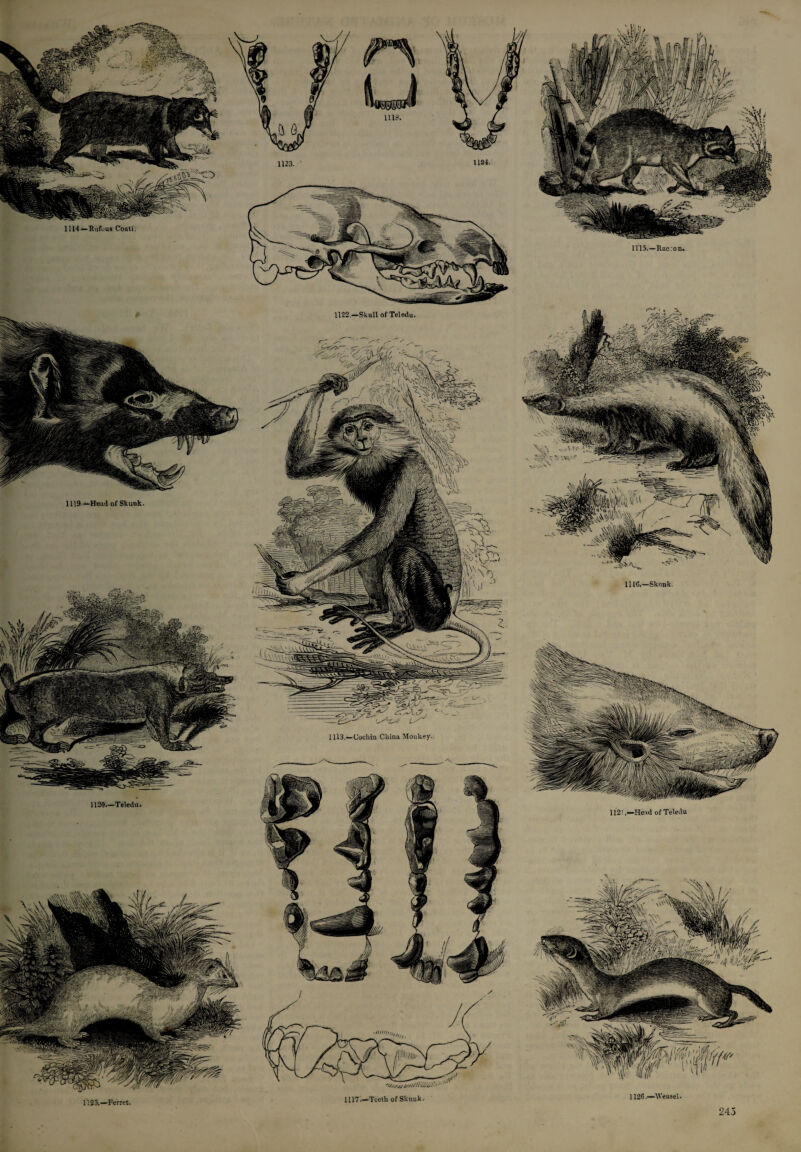 1119 —Head of Skunk. 1113.—Cochin China Monkey. 1120—Teledu. iirni,,,, 1117.—Teeth of Skunk 1125.—Ferret. 1116.—Skunk. 112!Head of Teledu 1126.—Weasel