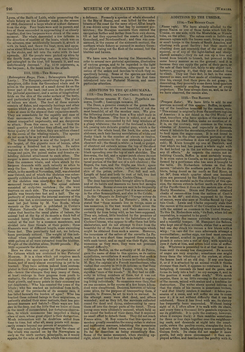 Lyons, of the Railh of Leith, while prosecuting the whale fishery on the Labrador coast, in the season of 1802, discovered a large whale at ashort distance from the ship. Four boats were sent in pursuit, and two of them succeeded in approaching it so closely together, that two harpoons were struck at the same moment. The whale descended a few fathoms in the direction of another of the boats, which was on the advance, rose accidentally beneath it, struck it with its head, and threw the boat, men, and appa¬ ratus about fifteen feet into the air. It was inverted by the stroke, and fell into the water with its keel upwards. All the people were picked up alive by the fourth boat, excepting one man, who, having got entangled in the boat, fell beneath it, and was unfortunately drowned.” Fig. 1110 represents, a, the harpoon; b, the lance used in the attack. 1111, 1112.—The Rorqual (Balanioptera Bocps, Flem. ; Balaenoptera Rorqual, Lacep.). The Rorquals, constituting the genus Ba¬ laenoptera, differ from the Greenland whale and its allies in the possession of a small dorsal fin on the lower part of the back (not seen in the position of the pictorial .specimen), and a series of longitudinal folds on the skin of the under surface of the bod}', and particularly the throat and chest. The plates of baleen are short. The food of these animals consists of fishes, and especially herrings and other species which go in shoals, and they ingulf multi¬ tudes at once in the abyss of their capacious mouth. They are remarkable for the rapidity and ease of their movements: they dart along or dive with almost unequalled impetuosity, and are dangerous to attack. From this cause, as well as from the small quantity of blubber they afford, and the in¬ ferior quality of the baleen, they are seldom chased by the crews of the whaling-vessels. The species do not seem to be as yet well determined. The Great Rorqual is one of the largest, if not the largest, of this gigantic race of beings, often exceeding a hundred feet in length. Its native regions are the polar seas, where it is seen both in troops and pairs, the paired males and females ex¬ hibiting devoted attachment to each other. The rorqual is more restless, more suspicious, and fiercer than the common whale, and when struck by the harpoon descends with such velocity as often to snap the line. It was an individual of this species which, in the month of November, 1827, was stranded near Ostend, and of which the skeleton was subse¬ quently exhibited in London and Paiis. The length of the skeleton was ninety-five feet ; the head measured twenty-two feet. The spinal column consisted of sixty-two vertebrae; the ribs were fourteen on each side. The expanse of the caudal paddle was twenty-two feet and a half. The op¬ portunity of examining the internal anatomy of this animal was lost, a circumstance lamented in indig¬ nant but just terms by M. Van Breda, whose memoir ou the subject, is published in Cuvier's ‘ Histoire Naturelle des Cetacees.’ This writer states that besides the usual plates of baleen, the animal had at the tip of its muzzle a thick tuft of rounded horny filaments, or rather coarse hairs, united at the root by a common membrane, and divided into finer threads at their points; these filaments were of different length, some exceeding three feet. This peculiarity had not, we believe, been previously noticed. The weight of this indi¬ vidual when captured was 480,000 pounds, and 4000 gallons of oil were extracted from the blubber. Weight of the skeleton alone, 70,000 pounds. Fig. 1020 represents the skeleton. Here we close our survey of the .specimens of Ihe Cetacea which are contained in our Pictorial Museum. It is a class which yet requires much elucidation; its species are still involved in con¬ fusion, and of many almost everything is yet to be learned. They have seldom indeed been contem¬ plated in their native regions by professed natural¬ ists—hence the changes they may (many of them, at least) undergo in their progress from youth to maturity, the duration of their lives, the rapidity of their growth, and many points in their economy are yet. desiderata. Who has counted the years of the whale ; who has marked an individual from birth, till, one of the patriarchs of its oceanic race, it has failed beneath the burden of ages ? Who has tracked these colossal beings in their migrations, or patiently studied their nicer instincts, their less pro¬ minent manners and habits ?—Their ways are hid¬ den in the deep, and the little that we know of them is the result of accumulated, but fortuitous observa¬ tion, to which commerce has impelled a daring class of men, whose great object is their destruction. Much information will be doubtless added from lime to time, but after all, many points will neces- . sarily remain beyond our powers of acquisition. We may conclude by observing that the chase of the whale was carried on by the Norwegians as early as the ninth century, principally, as it would appear, for the sake of its flesh, which was accounted a delicacy. Formerly a species of whale abounded in the Bay of Biscay, and was killed by the inha¬ bitants of the coast for the same object, till at length it was driven away from that bay by incessant per¬ secution ; the Biscayan mariners then carried the navigation farther and farther from their own shores, till at last they approached the coasts of Iceland, Greenland, and Newfoundland; and thus was com¬ menced, in the course of the sixteenth century, the northern whale fishery as pursued in modern times ; the object being not the flesh of the animal, but the blubber and baleen. We have now, before leaving the Mammalia, to refer to several new pictorial specimens, illustrative of various groups, and to be regarded in the light of additions to our collection, subsequent to our notice of the orders and families to which they re¬ spectively belong. Some of the species are indeed duplicates: others, however, are for the first time introduced into our Pictorial Museum, and merit particular attention. ADDITIONS TO THE QUADRUMANA. 1113.—The Douc, or Cochin-China Monkey (Semnopitliecus nemceus, F. Cuv.). Pygathrix ne- maeus, Geoffr.; Lasiopyga nemaeus, Ill. The Douc, a genuine example of the genus Sem- nopithecus, is one of the most beautiful, if not the most beautiful, of all the monkey race. We give the following description from a fine adult male in the Paris Museum. The face is naked, and of an orange colour, surrounded by full long whiskers of a glossy whiteness; the fur of the forehead is black¬ ish, passing into delicate grizzled grey, which is the colour of the whole head, the back, the sides, and abdomen, each hair having annulations of white and dusky black to the number of eleven or twelve. From the eyebrows to the ears extends a pencil of chestnut red ; the throat is white ; a band, or gorget, of chestnut red extends across the top of the chest from shoulder to shoulder, succeeded by a band of black spreading over the top of each shoulder. The fore-arms, the tail, and a square patch above its root are of a snowy white. The knees, the legs, and the tarsal portion of the feet are of a rich chestnut; the fingers, the toes, and the thighs ar.e black ; space round the callosities, white; callosities and naked skin of the palms, yellow. Fur, full and soft. Length of head and body to root of tail, two feet one inch. Native country, Cochin-China. The douc has never been brought alive to Europe, and of its habits and manners we have but meagre information. Bezoar-stones are said to be frequently found in its stomach, a proof that it is sacculated, as in the other Semnopitheci, and also in the Colobi. In the ‘ Magasin de Zoologie’(‘Voyage autour du Monde de la Coivette La Favorite’), 1836, it is stated that “ these animals live in troops, more or less numerous, in the vast woods which cover the country along the shore; and their manners are certainly far from being wild, as has been supposed. They are, indeed, little troubled by the presence of man, and often come near to the habitations of the Cochin-Chinese, who appear to offer them but little molestation, and do not attempt to draw from the beautiful fur of the doucs all the advantages which might be obtained from such a source. However, the incursions of the sailors of the corvette La Fa¬ vorite in a very short time inspired these animals with such terror, and so rapid was their flight, that, numerous as they were, they were not procured without difficulty.” Though Buffon, on the authority of M. de Poivre, gave the name of douc to this species, as its native appellation, nevertheless it would seem that such is not the term by which it is known in Cochin-China. M. Rey, the captain of a French merchantman, who visited that country in 1819-20, inf'oims us that these monkeys are there called Venam, which, he says, signifies “ men of the woods.” M. Rey had no diffi¬ culty in killing numbers of them, but it was not without great trouble that he succeeded in captur¬ ing living individuals. So numerous wvere they, that on one occasion, in the course of a few hours, a hun¬ dred were slaughtered. Desirous, however, of taking some alive, for the purpose of transporting them, if possible, to France, he set to work in earnest. In the attempt many were shot dead, and others wounded ; and as they fell, the survivors collected round the dead and dying, endeavouring to carry them off into the deeper parts of the forest. Three young ones were ultimately secured, which held so fast round the bodies of their dams, that it required no small effort to detach Ihem. They did not reach France alive. M. Rey remarks that this species of monkey greatly resembles the orang-outan in stature and inoffensive manners, inhabiting the mountains and tops of the loftiest trees, and living on fruit. Its fur he describes as being exceedingly fine. Some of the males measured, when standing up¬ right, about four feet four inches in height. ADDITIONS TO THE URSHLE. 1114.—The Rufous Coati (Nasua ‘rvfa). We have already alluded to the genus Nasua as one of those forms which link the Ursidae, on one side, with the Mustelidse, or Weasle tribe, on the other. The rufous coati in habits and manners agrees with the brown coati, living in pairs or small troops in the forests of South America, and climbing with great facility; but their mode of climbing does not resemble that of the cat or the squirrel, or of any of the light-limbed and sharp- clawed animals;—they do not run up a tree and bound from branch to branch, but proceed in the same heavy manner as on the ground; and it is because they can apply the palm of their paws, or the sole of their hind-feet, fairly to any object (not, however, grasping it), that they are enabled thus to climb. They use 1 heir feet, in fact, in the same manner as man, and their mode of climbing resem¬ bles his, except that their paws do not grasp; in descending, they generally come down hind-quarters foremost, carefully availing themselves of every projection. The bear always does so, and, as far as we have observed, the racoon also. 1115.—The Racoon (Procyon Lator). We have little to add to our previous account of this species: Buffon, in speak¬ ing of the localities tenanted by the racoon, says, “ This animal is originally from the southern regions of America: it is not found in the Old World ; at least, travellers who have spoken of the animals of Africa and the East Indies, make no mention of it. It is, on the contrary, very common in the warm climates of America, and especially in Jamaica, where it inhabits the mountains,whence it descends to feed upon the sugar-canes. It is not found in Canada, nor in the other northern portions of this continent; nevertheless it does not greatly fear the cold; M. Klein brought up one at Dantzick, and that which we had has passed a whole night with its feet locked up in the ice without experiencing any ill effects.” As respects the racoon not in¬ habiting Canada, Buffon is most certainly wrong. It is even eaten in Canada, as we are positively in¬ formed by a gentleman who has seen it brought to the table. Dr. Richardson informs us that the racoon “inhabits the southern parts of the fur dis¬ tricts, being found as far north as Red River, in lat. 50°, from which quarter about one hundred skins are procured by the Hudson's Bay Company. If there is no mistake as.to the identity of this spe¬ cies, the racoon extends farther north on the shores of the Pacific than it does on the eastern side of the Rocky Mountains. Dixon and Portlock obtained cloaks of racoon-skins from the natives of Cook’s river, in lat. 60°; and skins, supposed to be those of racoon, were also seen at Nootka Sound by Cap¬ tain Cook. Lewis and Clarke expressly state that the racoon at the mouth of the Columbia is the same with the animal so common in the United States.” To this Dr. Richardson adds, “itsflesh, when fed on vegetables, is reported to be good.” In captivity the racoon exhibits much cunning and a resentful temper. M. Blanquart des Salines, who kept one of these animals, states that a servant had one day struck his racoon a few blows with a whip : “ in vain did the man afterwards attempt a reconciliation ; neither eggs, nor food most coveted by the animal, availed in pacifying it. At. his ap¬ proach it enters into a sort of fury; with sparkling eyes it darts at him, and utters loud cries of suffer¬ ing. Whatever is presented to it at that time it re¬ fuses until its enemy has disappeared. Its accents of anger are very singular; sometimes one might fancy them the whistling of the curlew, at others the hoarse bark of an old dog. If any one beats it, or if it. is attacked by an animal which it thinks stronger than itself, it opposes no resistance ; like a hedgehog, it conceals its head and its paws, and forms its body into a ball: no cry escapes it, and in this position it would suffer death.” With much caprice, there is no little cunning in the character of the racoon, mixed with malice and a fondness for destruction. The writer above quoted informs us that the chain of his racoon is sometimes broken, “ and that liberty renders it insolent: it takes pos¬ session of a room, and will suffer no one to come near it; it is not without difficulty that it can be refettered. Since it has lived with me, its slavery has frequently been suspended. Without losing sight of it, I often allow it to walk with its chain, and every time a thousand little gambols express to me its gratitude. It. is quite the contrary, however, when it escapes itself: it then rambles sometimes for three or four days together over the neighbour¬ ing roofs, and descends at night into the court¬ yards, enters the poultry-roosts, strangles the fowls and eats their heads, attacking more especially the Guinea fowls. Its chain did not render it. more gentle, but only more circumspect : it then em¬ ployed artifice, and familiarized the poultry with it,