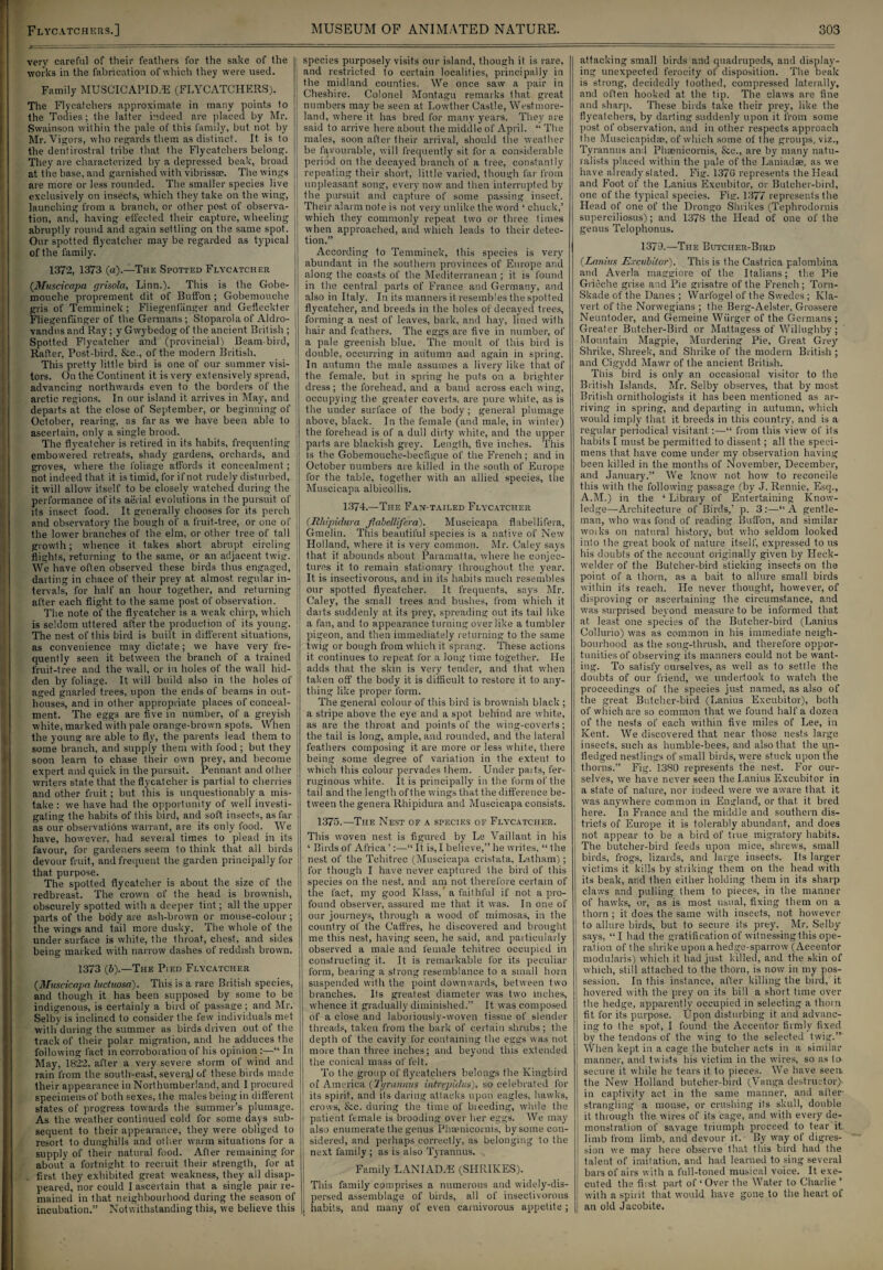 very careful of their feathers for the sake of the works iu the fabrication of which they were used. Family MUSCICAPIDJE (FLYCATCHERS). The Flycatchers approximate in many points to the Todies; the latter indeed are placed by Mr. Swainson within the pale of this family, but not by Mr. Vigors, who regards them as distinct. It is to the dentirostral tribe that the Flycatchers belong. They are characterized by a depressed beak, broad at the base, and garnished with vibrissse. The wings are more or less rounded. The smaller species live exclusively on insects, which they take on the wing, launching from a branch, or other post of observa¬ tion, and, having effected their capture, wheeling abruptly round and again settling on the same spot. Our spotted flycatcher may be regarded as typical of the family. 1372, 1373 (a).—The Spotted Flycatcher {Muscicapa grisola, Linn.). This is the Gobe- mouche proprement dit of Buffon; Gobemouche gris of Temminck; Fliegenf'iinger and Gefleckter Fliegenfiinger of the Germans; Stoparola of Aldro- vandus and Ray; y Gwybedog of the ancient British ; Spotted Flycatcher and (provincial) Beam-bird, Rafter, Post-bird, &c., of the modern British. This pretty little bird is one of our summer visi¬ tors. On the Continent it is very extensively spread, advancing northwards even to the borders of the arctic regions. In our island it arrives in May, and departs at the close of September, or beginning of October, rearing, as far as we have been able to ascertain, only a single brood. The flycatcher is retired in its habits, frequenting embowered retreats, shady gardens, orchards, and groves, where the foliage affords it concealment; not indeed that it is timid, for if not rudely disturbed, it will allow itself to be closely watched during the performance of its aerial evolutions in the pursuit of its insect food. It generally chooses for its perch and observatory the bough of a fruit-tree, or one of the low’er branches of the elm, or other tree of tall growth; whence it takes short abrupt circling flights, returning to the same, or an adjacent twig, j We have often observed these birds thus engaged, darting in chace of their prey at almost regular in¬ tervals, for half an hour together, and returning after each flight to the same post of observation. The note of the flycatcher is a weak chirp, which is seldom uttered after the production of its young. The nest of this bird is built in different situations, as convenience may dictate; we have very fre- j quently seen it between the branch of a trained fruit-tree and the wall, or in holes of the wall hid¬ den by foliage. It will build also in the holes of aged gnarled trees, upon the ends of beams in out¬ houses, and in other appropriate places of conceal¬ ment. The eggs are five in number, of a greyish white, marked with pale orange-brown spots. When the young are able to fly, the parents lead them to some branch, and supply them with food ; but they soon learn to chase their own prey, and become expert and quick in the pursuit. Pennant and other writers state that the flycatcher is partial to cherries and other fruit; but this is unquestionably a mis¬ take : we have had the opportunity of well investi¬ gating the habits of this bird, and soft insects, as far as our observations warrant, are its only food. We have, however, had seveial times to plead in its favour, for gardeners seem to think that, all birds devour fruit, and frequent the garden principally for that purpose. The spotted flycatcher is about the size of the redbreast. The crown of the head is brownish, obscurely spotted with a deeper tint; all the upper parts of the body are ash-brown or mouse-colour ; the wings and tail more dusky. The whole of the undersurface is white, the throat, chest, and sides being marked with narrow dashes of reddish brown. 1373 (6).—The Pied Flycatcher (.Muscicapa luctuosa). This is a rare British species, and though it has been supposed by some to be indigenous, is certainly a bird of passage; and Mr. Selby is inclined to consider the few individuals met with during the summer as birds driven out of the track of their polar migration, and he adduces the following fact in corroboration of his opinion :—“ In May, 1822, after a very severe storm of wind and rain from the south-east, several of these birds made their appearance in Northumberland, and I procured specimens of both sexes, the males being in different states of progress towards the summer’s plumage. As the weather continued cold for some days sub¬ sequent to their appearance, they were obliged to resort to dunghills and other warm situations for a supply of their natural food. After remaining for about a fortnight to recruit their strength, for at . first they exhibited great weakness, they all disap¬ peared, nor could I ascertain that a single pair re¬ mained in that neighbourhood during the season of incubation.” Notwithstanding this, we believe this species purposely visits our island, though it is rare, and restricted to certain localities, principally in the midland counties. We once saw a pair in Cheshire. Colonel Montagu remarks that great numbers maybe seen at Lowther Castle, Westmore¬ land, where it. has bred for many years. They are said to arrive here about the middle of April. “ The males, soon after their arrival, should the weather be favourable, will frequently sit for a considerable period on the decayed branch of a tree, constantly repeating their short, little varied, though far from unpleasant song, every now and then interrupted by the pursuit and capture of some passing insect. Their alarm note is not very unlike the word ‘ chuck,’ which they commonly repeat two or three times when approached, and which leads to their detec¬ tion.” According to Temminck, this species is very abundant in the southern provinces of Europe and along the coasts of the Mediterranean ; it is found in the central parts of France and Germany, and also in Italy. In its manners it resembles the spotted flycatcher, and breeds in the holes of decayed trees, forming a nest of leaves, bark, and hay, lined with hair and feathers. The eggs are five in number, of a pale greenish blue. The moult of this bird is double, occurring in autumn and again in spring. In autumn the male assumes a livery like that of the female, but in spring he puts on a brighter dress; the forehead, and a band across each wing, occupying the greater coverts, are pure white, as is the under surface of the body; general plumage above, black. In the female (and male, in winter) the forehead is of a dull dirty white, and the upper parts are blackish grey. Length, five inches. This is the Gobemouche-becfigue of the French ; and in October numbers are killed in the south of Europe for the table, together with an allied species, the Muscicapa albicollis. 1374.—The Fan-tailed Flycatcher (Rhipidura flabellfera). Muscicapa flabellifera, Gmelin. This beautiful species is a native of New Holland, where it is very common. Mr. Caley says that it abounds about. Paramatta, where he conjec¬ tures it to remain stationary throughout the year. It is insectivorous, and in its habits much resembles our spotted flycatcher. It frequents, says Mr. Caley, the small trees and bushes, from which it darts suddenly at its prey, spreading out its tail like a fan, and to appearance turning over like a tumbler pigeon, and then immediately returning to the same twig or bough from which it sprang. These actions it continues to repeat for a long time together. He adds that the skin is very tender, and that when taken off the body it is difficult to restore it to any¬ thing like proper form. The general colour of this bird is brownish black ; a stripe above the eye and a spot behind are white, as are the throat and points of the wing-coverts; the tail is long, ample, and rounded, and the lateral feathers composing it are more or less white, there being some degree of variation in the extent to which this colour pervades them. Under paits, fer¬ ruginous white. It is principally in the form of the tail and the length ofthe wings that the difference be¬ tween the genera Rhipidura and Muscicapa consists. 1375.—The Nest of a species of Flycatcher. This woven nest is figured by Le Vaillant in his ‘ Birds of Africa ’:—“ It is, I believe,” he writes, “ the nest of the Tchitrec (Muscicapa cristata, Latham); for though I have never captured the bird of this species on the nest, and am not therefore certain of the fact, my good Ivlass,' a faithful if not. a pro¬ found observer, assured me that it was. In one of our journeys, through a wood of mimosas, in the country of the Caffres, he discovered and brought me this nest, having seen, he said, and particularly observed a male and female tchitrec occupied in constructing it. It is remarkable for its peculiar form, bearing a strong resemblance to a small horn suspended with the point downwards, between two branches. Its greatest diameter was two inches, whence it gradually diminished.” It was composed of a close and laboriously-woven tissue of slender threads, taken from the bark of certain shrubs; the depth of the cavity for containing the eggs was not more than three inches; and beyond this extended the conical mass of felt. To the group of flycatchers belongs the Kingbird of America (Tyrannus intrepidus), so celebrated for its spirit, and its daring attacks upon eagles, hawks, crows, &c. during the time of bleeding, while the patient, female is brooding over her eggs. We may also enumerate the genus Phaenicornis, by some con¬ sidered, and perhaps correctly, as belonging to the next family; as is also Tyrannus. Family LANIAD.E (SHRIKES). This family comprises a numerous and widely-dis¬ persed assemblage of birds, all of insectivorous habits, and many of even carnivorous appetite ; attacking small birds and quadrupeds, and display¬ ing unexpected ferocity of disposition. The beak is strong, decidedly toothed, compressed laterally, and often hooked at the tip. The claws are fine and sharp. These birds take their prey, like the flycatchers, by darting suddenly upon it from some post of observation, and in other respects approach the Muscicapidae, of which some of the groups, viz., Tyrannus ami Phaenicornis, See., are by many natu¬ ralists placed within the pale of the Laniadae, as we have already stated. Fig. 1376 represents the Head and Foot of the Lanins Excubitor, or Butcher-bird, one of the typical species. Fiir. 1377 represents the Head of one of the Drongo Shrikes (Tephrodornis superciliosus); and 1378 the Head of one of the genus Telophonus. 137D.—The Butcher-Bird (.Lanins Excubitor). This is the Castrica palombina and Averla maggiore of the Italians; the Pie Grieche grise and Pie grisatre of the French; Torn- Skade of the Danes ; Warfogel of the Swedes; Kla- vert of the Norwegians ; the Berg-Aelster, Grossere Neuntoder, and Gemeine Wiirger of the Germans ; Greater Butcher-Bird or Mattagess of Willughby; Mountain Magpie, Murdering Pie, Great Grey Shrike, Shreek, and Shrike of the modern British; and Cigydd Mawr of the ancient British. This bird is only an occasional visitor to the British Islands. Mr. Selby observes, that by most British ornithologists it has been mentioned as ar¬ riving in spring, and departing in autumn, which would imply that it breeds in this country, and is a regular periodical visitant:—“ from this view of its habils I must be permitted to dissent; all the speci¬ mens that have come under my observation having been killed in the months of November, December, and January.” We know not how to reconcile this with the following passage (by J. Rennie, Esq., A.M.) in the ‘ Library of Entertaining Know¬ ledge—Architecture of Birds,’ p. 3:—“A gentle¬ man, who was fond of reading Buffon, and similar woiks on natural history, but who seldom looked into the great book of nature itself, expressed to us his doubts of the account originally given by Heck- welder of the Butcher-bird sticking insects on the point of a thorn, as a bait to allure small birds within its reach. He never thought, however, of disproving or ascertaining the circumstance, and was surprised beyond measure to be informed that at least one species of the Butcher-bird (Lanius Collurio) wras as common in his immediate neigh¬ bourhood as the song-thrush, and therefore oppor¬ tunities of observing its manners could not be want¬ ing. To satisfy ourselves, as well as to settle the doubts of our friend, we undertook to watch the proceedings of the species just named, as also of the great Butcher-bird (Lanius Excubitor), both of which are so common that we found half a dozen of the nests of each within five miles of Lee, in Kent. We discovered that near those nests large insects, such as humble-bees, and also that the un¬ fledged nestlings of small birds, were stuck upon the thorns.” Fig. 1380 represents the nest. For our¬ selves, we have never seen the Lanius Excubitor in a state of nature, nor indeed were we aware that it was anywhere common in England, or that, it bred here. In France and the middle and southern dis¬ tricts of Europe it is tolerably abundant, and does not appear to be a bird of true migratory habits. The butcher-bird feeds upon mice, shrews, small birds, frogs, lizards, and large insects. Its larger viclims it kills by striking them on the head with its beak, and then either holding them in its sharp claws and pulling them to pieces, in the manner of hawks, or, as is most usual, fixing them on a thorn ; it does the same with insects, not however to allure birds, but to secure its prey. Mr. Selby says, “I had the gratification of witnessing this ope¬ ration of the shrike upon a hedge-sparrow (Accentor modularis) which it had just killed, and the skin of which, still attached to the thorn, is now in my pos¬ session. In this instance, after killing the bird, it hovered with the prey on its bill a short time over the hedge, apparently occupied in selecting a thorn fit for its purpose. Upon disturbing it and advanc¬ ing to the spot, I found the Accentor firmly fixed by the tendons of the wing to the selected twig.” When kept in a cage the butcher acts in a similar manner, and twists his victim in the wires, so as to secure it while he tears it to pieces. We have seen, the New Holland butcher-bird (Vanga destructor)' in captivity act in the same manner, and after- strangling a mouse, or crushing its skull, double it through the wires of its cage, and with every de¬ monstration of savage triumph proceed to tear it. limb from limb, and devour it. By way of digres¬ sion we may here observe that this bird had the talent of imitation, and had learned to sing several bars of airs with a full-toned musical voice. It exe¬ cuted the first part of ‘Over the Water to Charlie ’ with a spirit that would have gone to the heart of an old Jacobite.