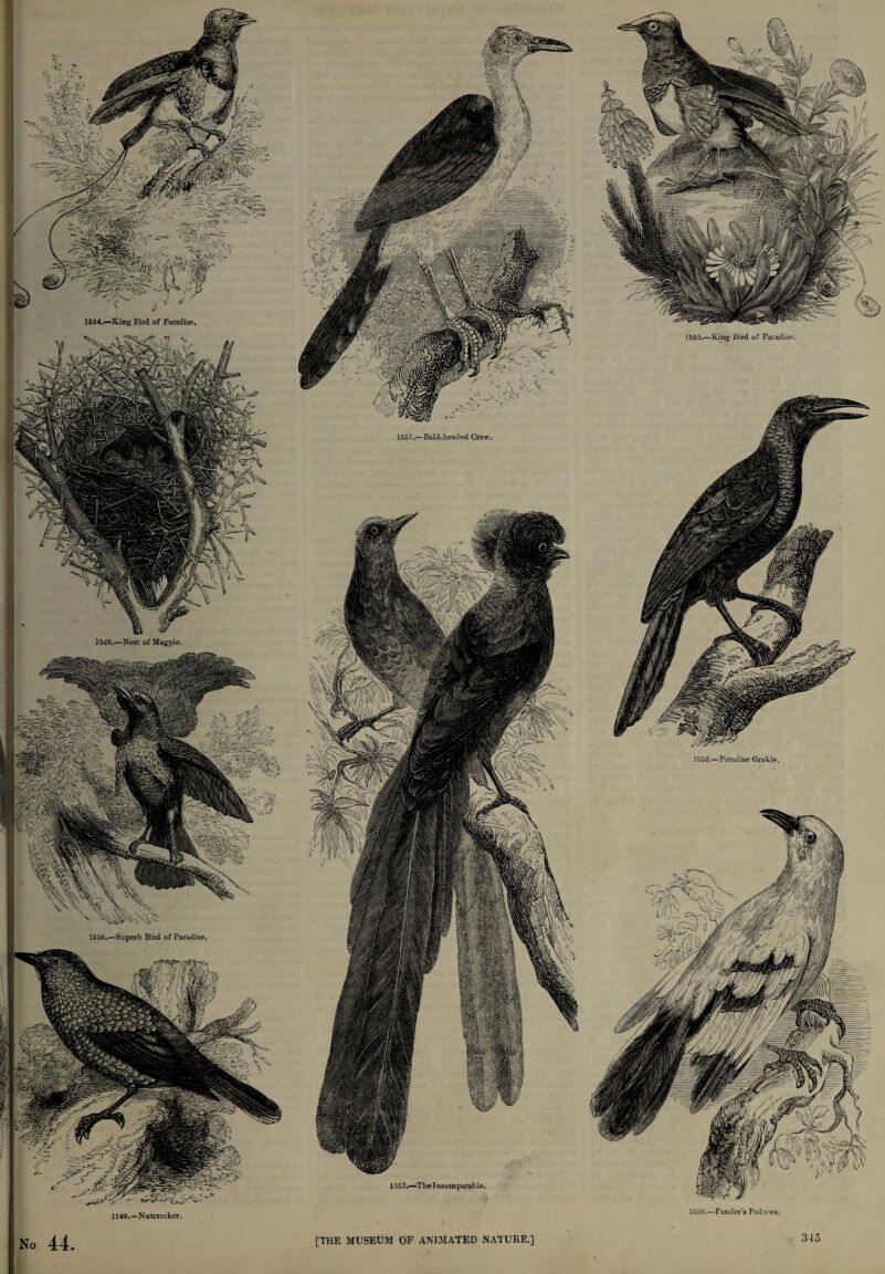 1554.—King Bird of Paradise, 1555.—King Bird of Paiadise. 1551.—Bald-headed Crow- 1548.—Nest of Magpie. 1552.—Paradise Grakle wm 1556.—Superb Bird of Paradise. 1553.—The I ncom parable. 1549.—Nutcracker. 1550.—Tamler's Pod ores. No 44 [THE MUSEUM OF ANIMATED NATURE.]