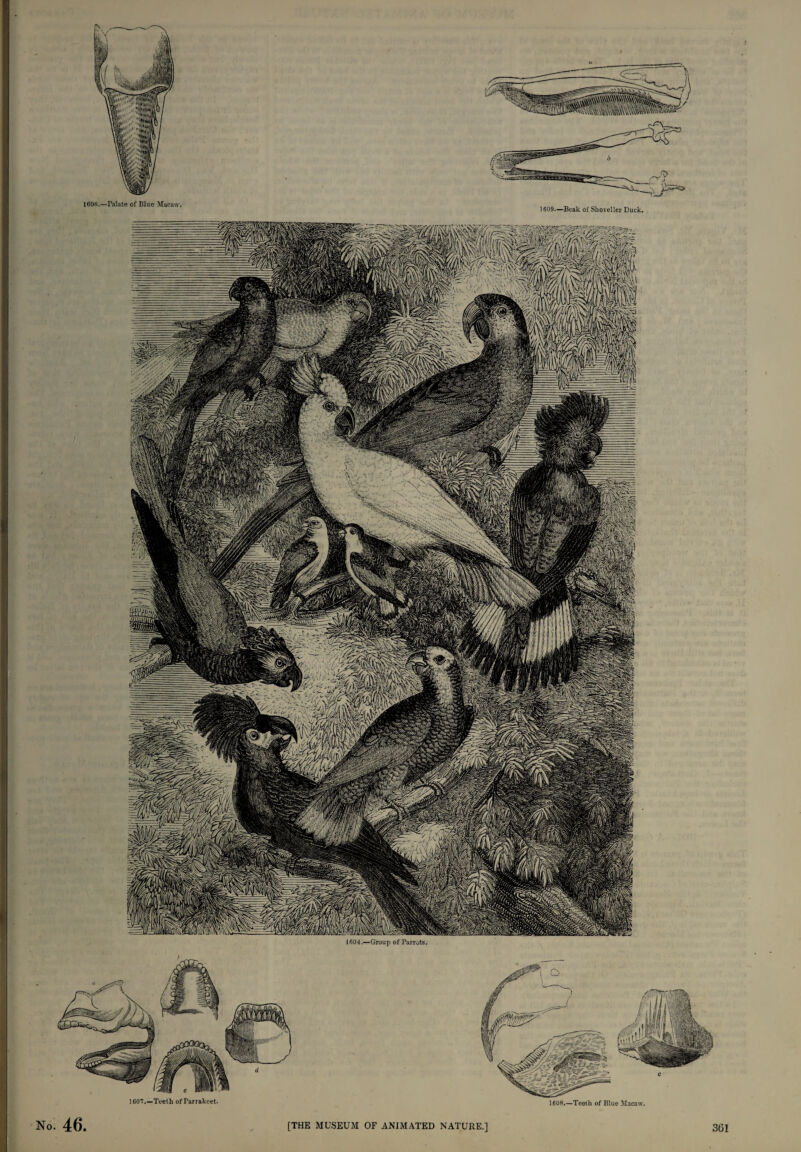 1604.—Group of Parrots. 1607.—Teeth of Parrakeet. 1608.—Teeth of Blue Macaw. No. 46