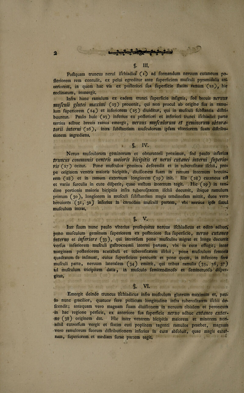 §. III. Poftquam truncus nerui ifchiadicf Qi) ad formandum neruum cutaneum po- fteriorem rem contulit, ex pelui egreditur ante fuperficiem mufculi pyramidalis ani teriorem, in quem hac via ex pofteriori fua fuperficie ftatim ramum (22), hic reclinatum ^ immergit. Infra hunc ramulum ex eadem trunci fuperficie infignis, fed breuis neri/ttS mufculi glutei maximi (23) prouenit, qui non procul ab origine fua in ramu¬ lum fuperiorem (24) et inferiorem C2S) diuiditur, qui in mufculi fubftantia diftri- buuntur. Paulo huic (23) inferius ex pofteriori et inferiori trunci ifchiadici parte tertius adhuc breuis ramus emergit, nemus mufculorwn et geminorum obtura¬ torii interni (26), intra fubftantiam mufculorum ipfam vlteriorem fuam diftribu- tionem ingrediens. . $. iv. Neruo mufculorum geminorum et obturatorii proximus, fed paulo inferius truncus communis veniris maioris bicipitis et nerui cutanei interni fuperio- ris (27) oritur. Pone mufculos geminos defcendit et in tuberofitate ifchii, pro¬ pe originem ventris maioris bicipitis, diuifionem fuam in ramum internum breuio- rem (28) et *n ramum externum longiorem £29) init* Ille (28) cutaneus eft et variis furculis in cute difperit, quae vaftum internum tegit. Hic (29) in ten¬ dine portionis maioris bicipitis infra tuberofitatem ifchii decurrit, ibique ramulum primum (30), longiorem in mufculi fubftantiam magis tehdinofam mittit, duos vero breuiores '(31/32) inferius in carnofam mufculi partem, vbi neriius iplfe fimul mufculum intrat p §. V. Iter fuum hunc paulo vlterius profequitur fteruUs ifchiadicus et edito adhuc* pohe mufculum geminum fuperiorem eX pofteriore fua fuperficie, nemo ClltaneO interno et inferiore (33), qui introrfum pone mufculos migrat et longe decurrit verfus inferiorem mufculi gaftrocnemii interni partem* vbi in cute effugit; inter marginem pofteriorem acetabuli et tuberofitatem ifchii, pone mufculum femoris quadratum fe infinuat, cuius fuperficiem percurrit et pone quem, in inferiore fer® mufculi parte, neruum lateralem (34) emittit, qui tribus ramulis (35, 36, 37) ad mufculum tricipitem datis * in mufculo femitendinofo et femineruofo difper- gitur. : ■ ' % vi. ■ J m Emergit deinde truncus ifchiadicus infra mufculum glutehin maximum et, patr¬ io nunc gracilior, quatuor fere pollicum longitudine infra tuberofitatem ifchii de^ fcendit; antequam vero magnam fuam diuifionem in neruum tibialem et peroneum -in hac regione perficit, ex anteriore fua fuperficie neruo adhuc cutaneo exter* no (38) originem dat. Hic inter ventrem bicipitis maiorem et minorem non¬ nihil extrorfum vergit et ftatim cuti poplitem tegenti ramulos praebet, magnam vero ramulorum fuorum diftributionem inferius in cute abfoluit, quae magis exter¬ nam, fuperiorem et mediam furae partem tegit* *